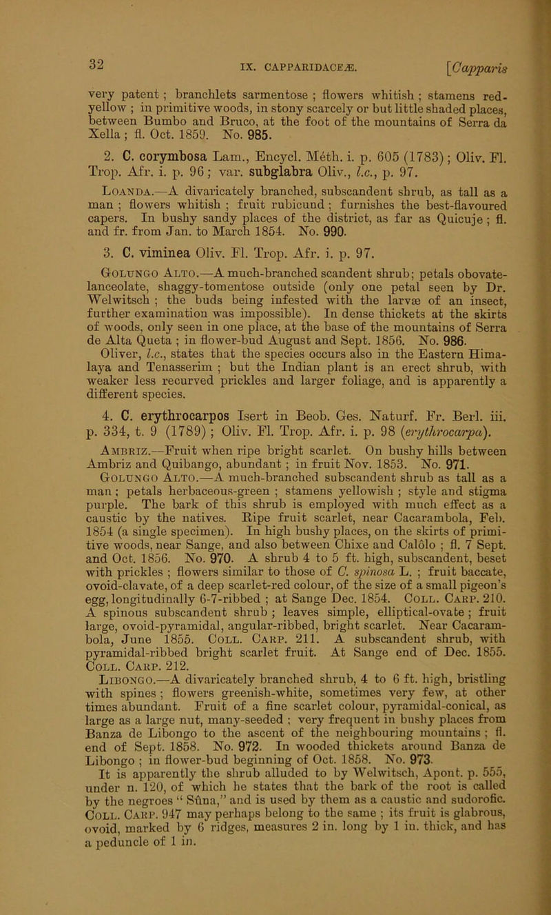 very patent ; branchlets sarmentose ; flowers whitish ; stamens red- yellow ; in primitive woods, in stony scarcely or but little shaded places, between Bumbo and Bruco, at the foot of the mountains of Serra da Xella; fl. Oct. 1859. No. 985. 2. C. corymbosa Lam., Encycl. Meth. i. p. 605 (1783); Oliv. Fl. Trop. Afr. i. p. 96; var. subglabra Oliv., l.c., p. 97. Loan da.—A divaricately branched, subscandent shrub, as tall as a man ; flowers whitish ; fruit rubicund ; furnishes the best-flavoured capers. In bushy sandy places of the district, as far as Quicuje ; fl. and fr. from Jan. to March 1854. No. 990. 3. C. viminea Oliv. Fl. Trop. Afr. i. p. 97. Golungo Alto.—A much-branched scandent shrub; petals obovate- lanceolate, shaggy-tomentose outside (only one petal seen by Dr. Welwitsch ; the buds being infested with the larvae of an insect, further examination was impossible). In dense thickets at the skirts of woods, only seen in one place, at the base of the mountains of Serra de Alta Queta ; in flower-bud August and Sept. 1856. No. 986. Oliver, l.c., states that the species occurs also in the Eastern Hima- laya and Tenasserim ; but the Indian plant is an erect shrub, with weaker less recurved prickles and larger foliage, and is apparently a different species. 4. C. erythrocarpos Isert in Beob. Ges. Naturf. Fr. Berl. iii. p. 334, t. 9 (1789) ; Oliv. Fl. Trop. Afr. i. p. 98 (erythrocarpa). Ambriz.—Fruit when ripe bright scarlet. On bushy hills between Ambriz and Quibango, abundant ; in fruit Nov. 1853. No. 971. Golungo Alto.—A much-branched subscandent shrub as tall as a man; petals herbaceous-green ; stamens yellowish ; style and stigma purple. The bark of this shrub is employed with much effect as a caustic by the natives. Ripe fruit scarlet, near Cacarambola, Feb. 1854 (a single specimen). In high bushy places, on the skirts of primi- tive woods, near Sange, and also between Chixe and Calolo ; fl. 7 Sept, and Oct. 1856. No. 970. A shrub 4 to 5 ft. high, subscandent, beset with prickles ; flowers similar to those of C. spinosa L. ; fruit baccate, ovoid-clavate, of a deep scarlet-red colour, of the size of a small pigeon’s egg, longitudinally 6-7-ribbed ; at SaDge Dec. 1854. Coll. Carp. 210. A spinous subscandent shrub ; leaves simple, elliptical-ovate ; fruit large, ovoid-pyramidal, angular-ribbed, bright scarlet. Near Cacaram- bola, June 1855. Coll. Carp. 211. A subscandent shrub, with pyramidal-ribbed bright scarlet fruit. At Sange end of Dec. 1855. Coll. Carp. 212. Libongo.—A divaricately branched shrub, 4 to 6 ft. high, bristling with spines ; flowers greenish-white, sometimes very few, at other times abundant. Fruit of a fine scarlet colour, pyramidal-conical, as large as a large nut, many-seeded ; very frequent in bushy places from Banza de Libongo to the ascent of the neighbouring mountains ; fl. end of Sept. 1858. No. 972. In wooded thickets around Banza de Libongo ; in flower-bud beginning of Oct. 1858. No. 973. It is apparently the shrub alluded to by Welwitsch, Apont. p. 555, under n. 120, of which he states that the bark of the root is called by the negroes “ Suna,” and is used by them as a caustic and sudorofic. Coll. Carp. 947 may perhaps belong to the same ; its fruit is glabrous, ovoid, marked by 6 ridges, measures 2 in. long by 1 in. thick, and has a peduncle of 1 in.