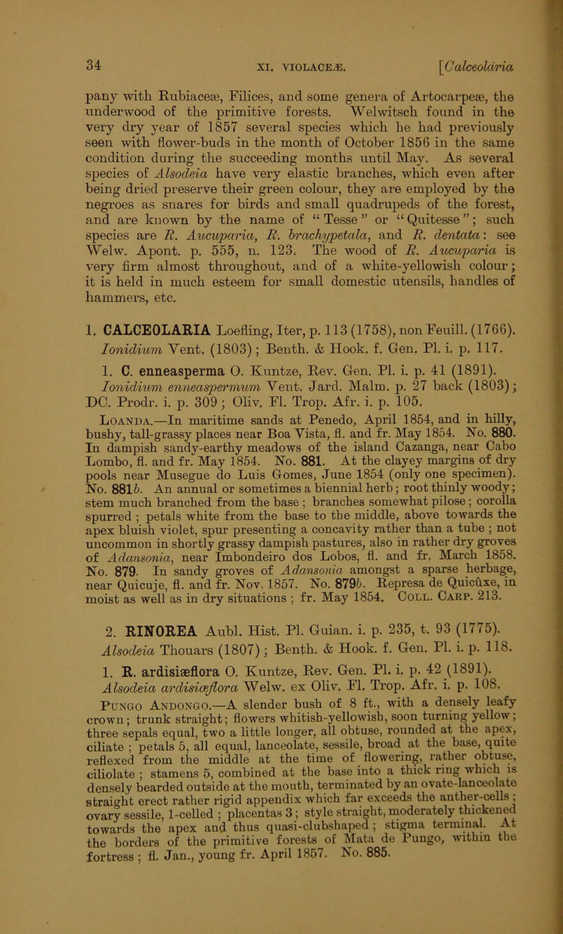 pany with Rubiaceie, Filices, and some genera of Artocarpeae, the underwood of the primitive forests. Welwitsch found in the very dry year of 1857 several species which he had previously seen with flower-buds in the month of October 1856 in the same condition during the succeeding months until May. As several species of Alsodeia have very elastic branches, which even after being dried preserve their green colour, they are employed by the negroes as snares for birds and small quadrupeds of the forest, and are known by the name of “ Tesse ” or “ Quitesse ”; such species are R. Aucuparia, R. brachype,tala, and A', dentata: see Welw. Apont. p. 555, n. 123. The wood of R. Aucupana is very firm almost throughout, and of a white-yellowish colour; it is held in much esteem for small domestic utensils, handles of hammers, etc. 1. CALCEOLARIA Loefling, Iter, p. 113 (1758), nonFeuill. (1766). Ionidium Vent. (1803); Benth. & Hook. f. Gen. PI. i. p. 117. 1. C. enneasperma 0. Kuntze, Rev. Gen. PI. i. p. 41 (1891). Ionidium enneaspermum Vent. Jard. Malm. p. 27 back (1803); DC. Prodr. i. p. 309 ; Oliv. FI. Trop. Afr. i. p. 105. Loanda.—In maritime sands at Penedo, April 1854, and in hilly, bushy, tall-grassy places near Boa Vista, fl. and fr. May 1854. No. 880. In dampish sandy-earthy meadows of the island Cazanga, near Cabo Lombo, fl. and fr. May 1854. No. 881. At the clayey margins of dry pools near Musegue do Luis Gomes, June 1854 (only one specimen). No. 8815- An annual or sometimes a biennial herb; root thinly woody; stem much branched from the base ; branches somewhat pilose; corolla spurred ; petals white from the base to the middle, above towards the apex bluish violet, spur presenting a concavity rather than a tube ; not uncommon in shortly grassy dampish pastures, also in rather dry groves of Adansonia, near Imbondeiro dos Lobos, fl. and fr. March 1858. No. 879- In sandy groves of Adansonia amongst a sparse herbage, near Quicuje, fl. and fr. Nov. 1857. No. 879b. Represa de Quicuxe, in moist as well as in dry situations ; fr. May 1854. Coll. Carp. 213. 2. RIN0REA Aubl. Hist. PI. Guian. i. p. 235, t. 93 (1775). Alsodeia Thouars (1807); Benth. & Hook. f. Gen. PL i. p. 118. 1. R. ardisiaeflora O. Kuntze, Rev. Gen. PL i. p. 42 (1891). Alsodeia ardisiaeflora Welw. ex Oliv. Fl. Trop. Afr. i. p. 108. Pungo Andongo.—A slender bush of 8 ft., with a densely leafy crown; trunk straight; flowers whitish-yellowish, soon turning yellow; three sepals equal, two a little longer, all obtuse, rounded at the apex, ciliate ; petals 5, all equal, lanceolate, sessile, broad at the base, quite reflexed from the middle at the time of flowering, rather obtuse, ciliolate ; stamens 5, combined at the base into a thick ring which is densely bearded outside at the mouth, terminated by an ovate-lanceolate straight erect rather rigid appendix which far exceeds the anther-cells ; ovary sessile, 1-celled ; placentas 3; style straight, moderately thickened towards the apex and thus quasi-clubshaped ; stigma terminal. At the borders of the primitive forests of Mata de Pungo, within the fortress ; fl. Jan., young fr. April 1857. No. 885.