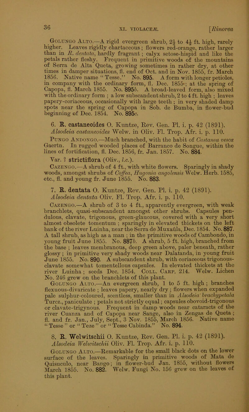 XI. VI0LACEA3. [R inorea Golungo Alto.—A rigid evergreen shrub, 21 to 4£ ft. high, rarely higher. Leaves rigidly chartaceous ; flowers red-orange, rather larger than in R. clentata, hardly fragrant; calyx setose-hispid and like the petals rather fleshy. Frequent in primitive woods of the mountains of Serra de Alta Queta, growing sometimes in rather dry, at other times in damper situations, fl. end of Oct. and in Nov. 1855, fr. March 1856. Native name “ Tesse.” No. 895. A form with longer petioles, in company with the ordinary form, fl. Dec. 1855*; at the spring of Capopa, fl. March 1855. No. 8955. A broad-leaved form, also mixed with the ordinary form ; a low subscandent shrub, 2 to 4 ft. high ; leaves papery-coriaceous, occasionally with large teeth ; in very shaded damp spots near the spring of Capopa in Sob. de Bumba, in flower-bud beginning of Dec. 1854. No. 895c. 6. It. castaneoides 0. Kuntze, Rev. Gen. PI. i. p. 42 (1891). Alsodeia castaneoides Welw. in Oliv. Fl. Trop. Afr. i. p. 110. Pungo Andongo.—Much branched, with the habit of Castanea vesca Gaertn. In rugged wooded places of Barranco de Songue, within the lines of fortification, fl. Dec. 1856, fr. Jan. 1857. No. 884. Var. 1 strictiflora (Oliv., l.c.). Cazengo.—A shrub of 4 ft., with white flowers. Sparingly in shady woods, amongst shrubs of Coffea, Hugonia angolensis Welw. Herb. 1585, etc., fl. and young fr. June 1855. No. 883. 7. It. dentata 0. Kuntze, Rev. Gen. PI. i. p. 42 (1891). Alsodeia dentata Oliv. Fl. Trop. Afr. i. p. 110. Cazengo.—A shrub of 3 to 4 ft., apparently evergreen, with weak branchlets, quasi-subscandent amongst other shrubs. Capsules pen- dulous, clavate, trigonous, green-glaucous, covered with a very short almost obsolete tomentum ; sparingly in elevated thickets on the left bank of the river Luinha, near the Serra de Muxaula, Dec. 1854. No. 887- A tall shrub, as high as a man ; in the primitive woods of Cambondo, in young fruit June 1855. No. 8875. A shrub, 5 ft. high, branched from the base ; leaves membranous, deep green above, paler beneath, rather glossy ; in primitive very shady woods near Dalatanda, in young fruit June 1855. No. 890- A subscandent shrub, with coriaceous trigonous- clavate somewhat tomentellous capsules. In elevated thickets at the river Luinha ; seeds Dec. 1854. Coll. Carp. 214. Welw. Lichen No. 246 grew on the branchlets of this plant. Golungo Alto.—An evergreen shrub, 1 to 5 ft. high ; branches flexuous-divaricate ; leaves papery, nearly dry ; flowers when expanded pale sulphur-coloured, scentless, smaller than in Alsodeia' brackypetala Turcz., paniculate ; petals not strictly equal; capsules obovoid-trigonous or clavate-trigynous. Frequent in damp woods near cataracts of the river Cuanza and of Capopa near Sange, also in Zengas de Queta ; fl. and fr. Jan., July, Sept., 3 Nov. 1855, March 1856. Native name “ Tesse ” or “ Teze ” or “ Tesse Cabinda.” No. 894. 8. R. Welwitsehii O. Kuntze, Rev. Gen. PI. i. p. 42 (1891). Alsodeia Welwitsehii Oliv. Fl. Trop. Afr. i. p. 110. Golungo A lto.—Remarkable for the small black dots on the lower surface of the leaves. Sparingly in primitive woods of Mata de Quisuculo, near Bango; in flower-bud Jan. 1855, without flowers March 1855. No. 882. Welw. Fungi No. 156 grew on the leaves of this plant.