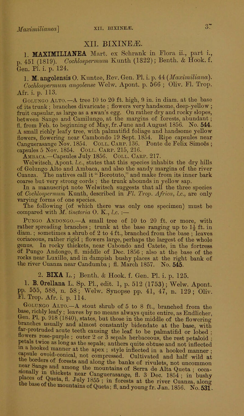 Maximilianea] XII. BIXINE.E. 1. MAXIMILIANEA Mart, ex Schrank in Flora ii., part i., p. 451 (1819). Cochlospermum Kunth (1822); Bentli. & Hook. f. Gen. PI. i. p. 124. 1. M. angolensis 0. Kuntze, Rev. Gen. PI. i. p. 44 (Maximiliana). Cochlospermum angolense Welw. Apont. p. 566 ; Oliv. FI. Trop. Afr. i. p. 113. Golungo Alto.—A tree 10 to 20 ft. high, 9 in. in diam. at the base of its trunk ; branches divaricate ; flowers very handsome, deep-yellow ; fruit capsular, as large as a swan’s egg. On rather dry and rocky slopes, between Sange and Camilungo, at the margins of forests, abundant; fl. from Feb. to beginning of May, fr. June and August 1856. No. 544. A small richly leafy tree, with palmatifid foliage and handsome yellow flowers, flowering near Cambondo 19 Sept. 1854. Ripe capsules near Canguerasange Nov. 1854. Coll. Carp. 136. Ponte de Felix Simoes ; capsules 5 Nov. 1854. Coll. Carp. 215, 216. Ambaca.—Capsules July 1856. Coll. Carp. 217. Welwitsch, Apont. l.c., states that this species inhabits the dry hills of Golungo Alto and Ambaca, and also the sandy margins of the river Cuanza. The natives call it “ Borotuto,” and make from its inner bark coarse but very strong cords ; the trunk abounds in yellow sap. In a manuscript note Welwitsch suggests that all the three species of Cochlospermum Kunth, described in Fl. Trop. Africa, l.c., are only varying forms of one species. The following (of which there was only one specimen) must be compared with M. tinctoria 0. K., l.c. :— Pungo Andongo.—A small tree of 10 to 20 ft. or more, with rather spreading branches; trunk at the base ranging up to 1^ ft. in diam. ; sometimes a shrub of 2 to 4 ft., branched from the base ; leaves coriaceous, rather rigid ; flowers large, perhaps the largest of the whole genus. In rocky thickets, near Cabondo and Catete, in the fortress Of Pungo Andongo, fl. middle of Dec. 1856 ; also at the base of the rocks near Luxillo, and in dampish bushy places at the right bank of the river Cuanza near Candumba ; fl. March 1857. No. 545. 2. BIXA L.; Bentli. & Hook. f. Gen. PI. i. p. 125. 1. B. Orellana L. Sp. PL, edit. 1, p. 512 (1753); Welw. Apont. pp. 555, 588, n. 58; Welw. Synopse pp. 41, 47, n. 129; Oliv. Fl. Trop. Afr. i. p. 114. Golungo Alto.—A stout shrub of 5 to 8 ft., branched from the base, richly leafy; leaves by no means always quite entire, as Endlicher, Gen. PI. p. 918 (1840), states, but those in the middle of the flowering branches usually and almost constantly bidendate at the base, with tar-protruded acute teeth causing the leaf to be palmatifid or lobed ; owers rose-purple ; outer 2 or 3 sepals herbaceous, the rest petaloid ; petals twice as long as the sepals; anthers quite obtuse and not inflected norf i°° e .I?ann^r at the apex ; style inflected in a hooked manner ; S ovoid-conical, not compressed. Cultivated and half wild at . t,r ers forests and along the banks of rivulets, not uncommon sionallvT n? w0ng the mountains of Serra de Alta Queta ; occa- Dlacesi168* Canguerasange, fl. 3 Dec. 1854; in bushy the base rvfGL a’ ’ ^ ^ f°rests at the river Cuanza, along base of the mountains of Queta; fl. and young fr. Jan. 1856. No. 531.