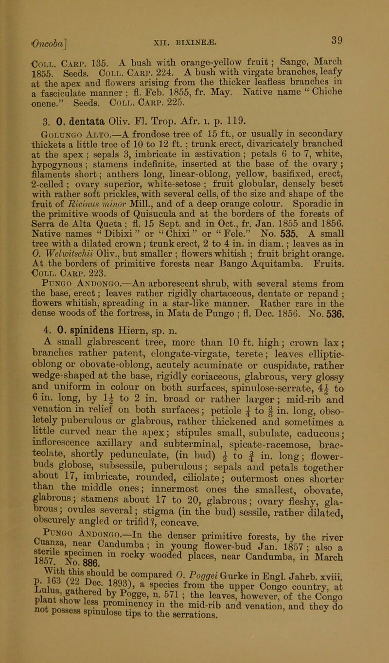 ,Oncoba~\ xn. bixine^e. oj ■Coll. Carp. 135. A bush with orange-yellow fruit; Sange, March 1855. Seeds. Coll. Carp. 224. A bush with virgate branches, leafy at the apex and flowers arising from the thicker leafless branches in a fasciculate manner ; fl. Feb. 1855, fr. May. Native name “ Chiche onene.” Seeds. Coll. Carp. 225. 3. 0. dentata Oliv. Fl. Trop. Afr. i. p. 119. Golungo Alto.—A frondose tree of 15 ft., or usually in secondary thickets a little tree of 10 to 12 ft. ; trunk erect, divaricately branched at the apex ; sepals 3, imbricate in aestivation ; petals 6 to 7, white, hypogynous ; stamens indefinite, inserted at the base of the ovary; filaments short; anthers long, linear-oblong, yellow, basifixed, erect, 2-celled ; ovary superior, white-setose ; fruit globular, densely beset with rather soft prickles, with several cells, of the size and shape of the fruit of Ricinus minor Mill., and of a deep orange colour. Sporadic in the primitive woods of Quisucula and at the borders of the forests of Serra de Alta Queta ; fl. 15 Sept, and in Oct., fr. Jan. 1855 and 1856. Native names “ Dibixi ” or “ Chixi ” or “ Fele.” No. 535. A small tree with a dilated crown; trunk erect, 2 to 4 in. in diam.; leaves as in 0. Welwitschii Oliv., but smaller ; flowers whitish ; fruit bright orange. At the borders of primitive forests near Bango Aquitamba. Fruits. Coll. Carp. 223. Pungo Andongo.—An arborescent shrub, with several stems from the base, erect; leaves rather rigidly chartaceous, dentate or repand ; flowers whitish, spreading in a star-like manner. Rather rare in the dense woods of the fortress, in Mata de Pungo ; fl. Dec. 1856. No. 536. 4. 0. spinidens Hiern, sp. n. A small glabrescent tree, more than 10 ft. high; crown lax; branches rather patent, elongate-virgate, terete; leaves elliptic- oblong or obovate-oblong, acutely acuminate or cuspidate, rather wedge-shaped at the base, rigidly coriaceous, glabrous, very glossy and uniform in colour on both surfaces, spinulose-serrate, 4g to 6 in. long, by lg to 2 in. broad or rather larger; mid-rib and venation in relief on both surfaces; petiole 5 to | in. long, obso- letely puberulous or glabrous, rather thickened and sometimes a little curved near the apex; stipules small, subulate, caducous; inflorescence axillary and subterminal, spicate-racemose, brac- teolate, shortly pedunculate, (in bud) g to | in. long; flower- buds globose, subsessile, puberulous; sepals and petals together about 17, imbricate, rounded, ciliolate; outermost ones shorter than the middle ones; innermost ones the smallest, obovate, glabrous; stamens about 17 to 20, glabrous; ovary fleshy, gla- brous; ovules several; stigma (in the bud) sessile, rather dilated, obscurely angled or trifid ?, concave. Dy me river 1857 Pungo Andongo.—In the denser primitive forests, SZa’ ne-ar Candumba 5 in young flower-bud Jan. 1857 ; also a 1857 6 $o 886n m r°Cky W°°ded places’ near Candumba, in March n Tfi?t99S ®houl1d bo compared O. Poggei Gurke in Engl. Jahrb. xviii. Lulun crn+Lo 6<i u ^ ’ a sPecies from the upper Congo country, at nlant show 1 re ^ P.°£Se> n, 571 ; the leaves, however, of the Congo not nossps« ur/8 prom!nency ln the mid-rib and venation, and they do not possess spmulose tips to the serrations.