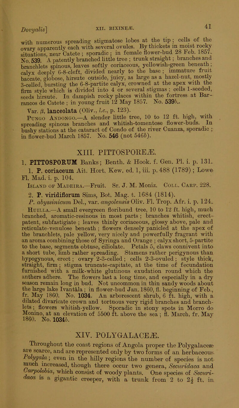 Dovyalis\ with numerous spreading stigmatose lobes at the tip ; cells of the ovary apparently each with several ovules. By thickets m moist rocky situations, near Catete; sporadic; in female flower-bud 28 Feb. 1857 No 539. A patently branched little tree ; trunk straight; branches and branchlets spinous, leaves softly coriaceous, yellowish-green beneath; calyx deeply 6-8-cleft, divided nearly to the base ; immature fruit baccate, globose, hirsute outside, juicy, as large as a hazel-nut, mostly 3-celled, bursting the 6-8-partite calyx, crowned at the apex with the firm style which is divided into 4 or several stigmas ; cells 1-seeded, seeds hirsute. In dampish rocky places within the fortress at Bar- rancos de Catete ; in young fruit 12 May 1857. No. 5395.. Var. 0, lanceolata (Oliv., l.c., p. 123). Pungo Axdongo.—A slender little tree, 10 to 12 ft. high, with spreading spinous branches and whitish-tomentose flower-buds. In bushy stations at the cataract of Condo of the river Cuanza, sporadic ; in flower-bud March 1857. No. 546 (not 5465). XIII. PITTOSPOREiE. 1. PITTOSPORUM Banks; Benth. & Hook. f. Gen. PI. i. p. 131. 1. P. coriaceum Ait. Hort. Kew. ed. 1, iii. p. 488 (1789); Lowe FI. Mad. i. p. 104. Island of Madeira.—Fruit. Sr. J. M. Moniz. Coll. Carp. 228. 2. P. viridiflorum Sims, Bot. Mag. t. 1684 (1814). P. abyssinicum Del., var. angolensis Oliv. FI. Trop. Afr. i. p. 124. Huilla.—A small evergreen floribund tree, 10 to 12 ft. high, much branched, aromatic-resinous in most parts ; branches whitish, erect- patent, subfastigiate ; leaves thinly coriaceous, glossy above, pale and reticulate-venulose beneath ; flowers densely panicled at the apex of the branchlets, pale yellow, very nicely and powerfully fragrant with an aroma combining those of Syringa and Orange ; calyx short, 5-partite to the base, segments obtuse, ciliolate. Petals 5, claws connivent into a short tube, limb rather spreading. Stamens rather perigynous than hypogynous, erect; ovary 2-3-celled ; cells 2-3-ovuled ; style thick, straight, firm ; stigma truncate-capitate, at the time of fecundation furnished with a milk-white glutinous exudation round which the anthers adhere. The flowers last a long time, and especially in a dry season remain long in bud. Not uncommon in thin sandy woods about the large lake Ivantala ; in flower-bud Jan. 1860, fl. beginning of Feb., fr. May 1860. No. 1034. An arborescent shrub, 6 ft. high, with a dilated divaricate crown and tortuous very rigid branches and branch- lets flowers whitish-yellow. Sporadic in stony spots in Morro do Monino, at an elevation of 5500 ft. above the sea ; fl. March, fr. May I860. No. 10345. XIV. POLYGALACEiE. Throughout the coast regions of Angola proper the Polygalacete are scarce, and are represented only by two forms of an herbaceous ] olygala; even in the hilly regions the number of species is not much increased, though there occur two genera, Securidaca and yarpolobia, which consist of woody plants. One species of Securi- daca is a gigantic creeper, with a trunk from 2 to 2| ft. in