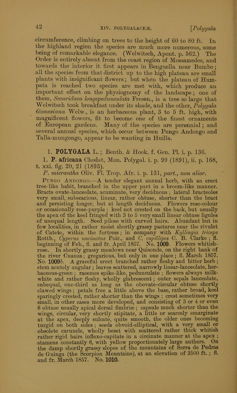 circumference, climbing on trees to the height of 60 to 80 ft. In the highland region the species are much more numerous, some being of remarkable elegance. (Welwitsch, Apont. p. 562.) The Order is entirely absent from the coast region of Mossamedes, and towards the interior it first appears in Benguella near Bumbo; all the species from that district up to the high plateau are small plants with insignificant flowers; but when the plateau of Hum- pata is reached two species are met with, which produce an important effect on the physiognomy of the landscape; one of them, Securidaca longepedunculata Fresen., is a tree so large that W elwitsch took breakfast under its shade, and the other, Poly gala Gomesiana Welw., is an herbaceous plant, 3 to 5 ft. high, with magnificent flowers, fit to become one of the finest ornaments of European gardens. Many of the species are perennial; and several annual species, which occur between Pungo Andongo and Talla-mungongo, appear to be wanting in Huilla. 1. POLYGALA L.; Benth. & Hook. f. Gen. PI. i. p. 136. 1. P. africana Chodat, Mon. Polygal. i. p. 99 (1891), ii. p. 168, t. xxi. fig. 20, 21 (1893). P. micrantha Oliv. FI. Trop. Afr. i. p. 131, part., non alior. Pungo Andongo.—A tender elegant annual herb, with an erect tree-like habit, branched in the upper part in a broom-like manner. Bracts ovate-lanceolate, acuminate, very deciduous ; lateral bracteoles very small, subscarious, linear, rather obtuse, shorter than the bract and persisting longer, but at length deciduous. Flowers rose-colour or occasionally rose-purple ; keel not crested on the back, but usually the apex of the keel fringed with 3 to 5 very small linear obtuse ligules of unequal length. Seed pilose with curved hairs. Abundant but in few localities, in rather moist shortly grassy pastures near the rivulet of Catete, within the fortress ; in company with Kyllingia triceps Rottb., Cyperns uncinatus Poir., and C. capillipes C. B. Clarke ; fl. beginning of Feb., fl. and fr. April 1857. No. 1009. Flowers whitish- rose. In shortly grassy meadows near Quisonde, on the right bank of the river Cuanza; gregarious, but only in one place; fl. March 1857. No. 10095. A graceful erect branched rather fleshy and bitter herb ; stem acutely angular ; leaves scattered, narrowly linear-lanceolate, her- baceous-green ; racemes spike-like, pedunculate ; flowers always milk- white and rather fleshy, wholly glabrescent; outer sepals lanceolate, subequal, one-third as long as the obovate-circular obtuse shortly clawed wings; petals free a little above the base, rather broad, keel sparingly crested, rather shorter than the wings ; crest sometimes very small, in other cases more developed, and consisting of 3 or 4 or even 8 obtuse usually apical dorsal fimbriae ; capsule much shorter than the wings, circular, very shortly stipitate, a little or scarcely emarginate at the apex, deeply sulcate, quite smooth, the older ones becoming turgid on both sides; seeds obvoid-elliptical, with a very small or obsolete caruncle, wholly beset with scattered rather thick whitish rather rigid hairs inflexo-capitate in a circinate manner at the apex ; stamens constantly 8, with yellow proportionately large anthers. On the damp shortly grassy slopes of the mountains of Serra de Pedras de Guinga (the Scorpion Mountains), at an elevation of 3500 ft. ; fl. and fr. March 1857. No. 1010.