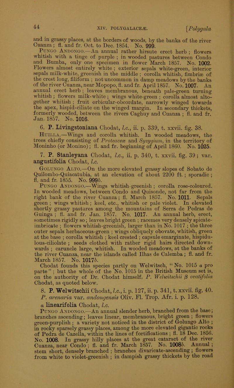 and in grassy places, at the borders of woods, by the banks of the river Cuanza ; fl. and fr. Oct. to Dec. 1854. No. 999. Pungo Andongo.—An annual rather hirsute erect herb ; flowers whitish with a tinge of purple ; in wooded pastures between Condo and Bumba, only one specimen in flower March 1857. No. 1002. Flowers almost entirely white ; exterior sepals white-green, interior sepals milk-white, greenish in the middle ; corolla whitish, fimbria: of the crest long, filiform ; not uncommon in damp meadows by the banks of the river Cuanza, near Mopopo, fl. and f r. April 1857. No. 1007- An annual erect herb ; leaves membranous, beneath pale-green turning whitish ; flowers milk-white ; wings white-green ; corolla almost alto- gether whitish ; fruit orbicular-obcordate, narrowly winged towards the apex, hispid-ciliate on the winged margin. In secondary thickets, formerly wooded, between the rivers Caghuy and Cuanza ; fl. and fr. Jan. 1857. No. 1016. 6. P. Livingstoniana Chodat, l.c., ii. p. 339, t. xxvii. fig. 38. Huilla.—Wings and corolla whitish. In wooded meadows, the trees chiefly consisting of Proteacece and Syzygium, in the territory of Moninho (or Monino); fl. and fr. beginning of April 1860. No. 1025. 7. P. Stanleyana Chodat, l.c., ii. p. 340, t. xxvii. fig. 39; var, angustifolia Chodat, l.c. Golungo Alto.—On the more elevated grassy slopes of Sobato de Quilombo-Quiacatubia, at an elevation of about 2200 ft.; sporadic ; fl. and fr. 1855. No. 9995. Pungo Andongo.—Wings whitish-greenish ; corolla rose-coloured. In wooded meadows, between Condo and Quisonde, not far from the right bank of the river Cuanza; fl. March 1857. No. 1011. Sepals green ; wings whitish; keel, etc., whitish or pale violet. In elevated shortly grassy pastures among the mountains of Serra de Pedras de Guinga ; fl. and fr. Jan. 1857. No. 1017. An annual herb, erect, sometimes rigidly so; leaves bright green ; racemes very densely spicate- imbricate ; flowers whitish-greenish, larger than in No. 1017 ; the three outer sepals herbaceous-green ; wings obliquely obovate, whitish, green at the base ; corolla whitish ; keel crested ; capsule emarginate, hispidu- lous-ciliolate ; seeds clothed with rather rigid hairs directed down- wards ; caruncle large, whitish. In wooded meadows, at the banks of the river Cuanza, near the islands called Ilhas de Calemba; fl. and fr. March 1857. No. 10175. Chodat founds this species partly on Welwitsch, “No. 1015 a pro parte ” ; but the whole of the No. 1015 in the British Museum set is, on the authority of Dr. Chodat himself, P. Welwitschii /3 ovatifolia Chodat, as quoted below. 8. P. Welwitschii Chodat, l.c., i. p. 127, ii. p. 341, t. xxvii. fig. 40. P. arenaria var. andonyensis Oliv. Fl. Trop. Afr. i. p. 128. a linearifolia Chodat, l.c. Pungo Andongo.—An annual slender herb, branched from the base; branches ascending; leaves linear, membranous, bright green ; flowers green-purplish ; a variety not noticed in the district of Golungo Alto ; in rocky sparsely grassy places, among the more elevated gigantic rocks of Pedra de Cazella, within the lines of fortifications ; fl. 18 Dec. 1856. No. 1008. In grassy hilly places at the great cataract of the river Cuanza, near Condo ; fl. and fr. March 1857. No. 10085. Annual ; stem short, densely branched ; branches divaricate-ascending ; flowers from white to violet-greenish ; in dampish grassy thickets by the road