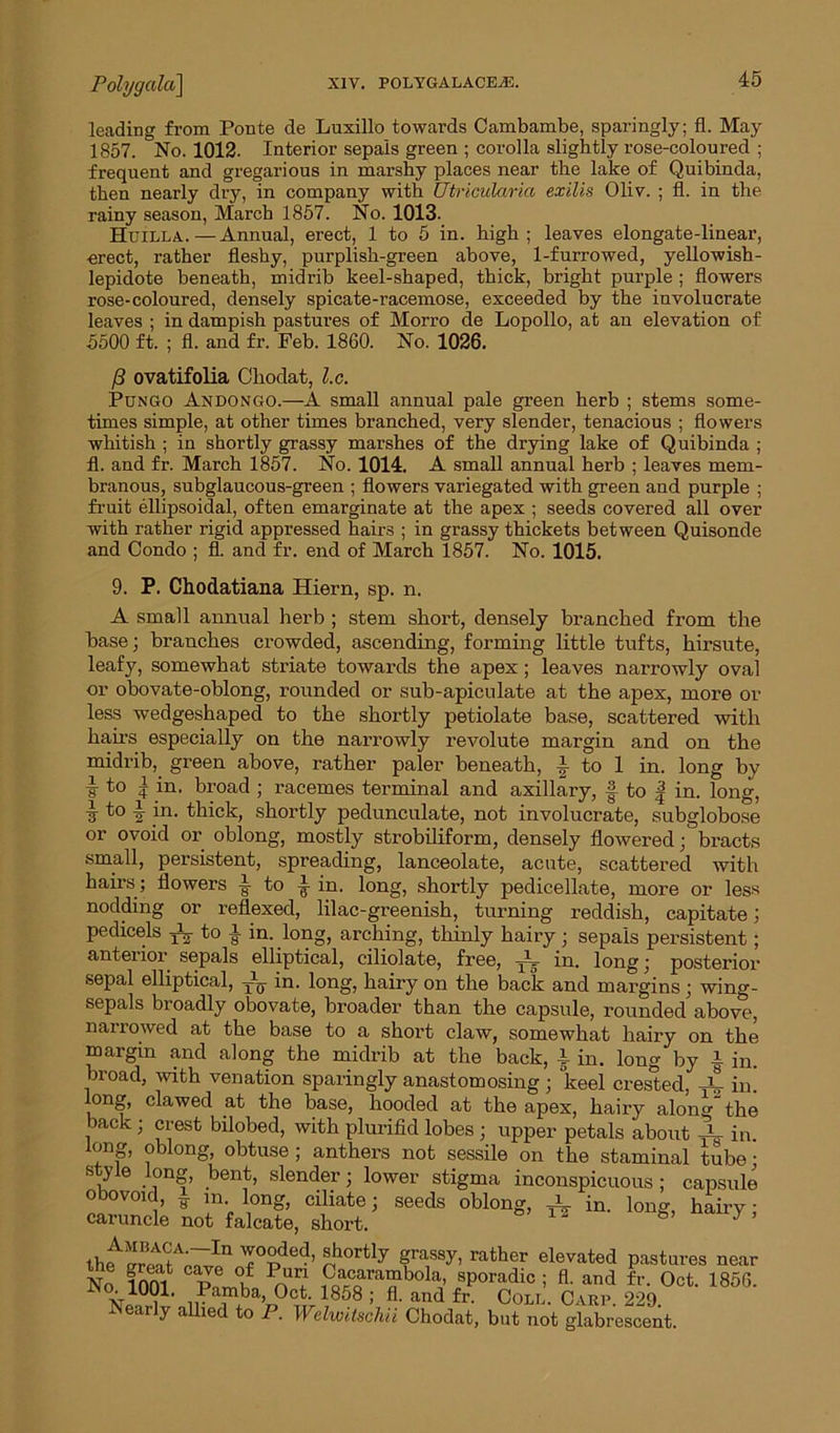leading from Ponte de Luxillo towards Cambambe, sparingly; fl. May 1857. No. 1012. Interior sepals green ; corolla slightly rose-coloured ; frequent and gregarious in marshy places near the lake of Quibinda, then nearly dry, in company with Utricularia exilis Oliv. ; fl. in the rainy season, March 1857. No. 1013. Htjilla.—Annual, erect, 1 to 5 in. high; leaves elongate-linear, erect, rather fleshy, purplish-green above, 1-furrowed, yellowish- lepidote beneath, midrib keel-shaped, thick, bright purple ; flowers rose-coloured, densely spicate-racemose, exceeded by the involucrate leaves ; in dampish pastures of Morro de Lopollo, at an elevation of 5500 ft. ; fl. and fr. Feb. 1860. No. 1026. P ovatifolia Chodat, l.c. Pungo Andongo.—A small annual pale green herb ; stems some- times simple, at other times branched, very slender, tenacious ; flowers whitish ; in shortly grassy marshes of the drying lake of Quibinda ; fl. and fr. March 1857. No. 1014. A small annual herb ; leaves mem- branous, subglaucous-green ; flowers variegated with green and purple ; fruit ellipsoidal, often emarginate at the apex ; seeds covered all over with rather rigid appressed hairs ; in grassy thickets between Quisonde and Condo ; fl. and fr. end of March 1857. No. 1015. 9. P. Chodatiana Hiern, sp. n. A small annual herb ; stem short, densely branched from the base; branches crowded, ascending, forming little tufts, hirsute, leafy, somewhat striate towards the apex; leaves narrowly oval or obovate-oblong, rounded or sub-apiculate at the apex, more or less wedgeshaped to the shortly petiolate base, scattered with hairs especially on the narrowly revolute margin and on the midrib,, green above, rather paler beneath, I to 1 in. long by i to ^ in. broad ; racemes terminal and axillary, f to f in. long, It to 4 in. thick, shortly pedunculate, not involucrate, subglobose or ovoid or oblong, mostly strobiliform, densely flowered; bracts small, persistent, spreading, lanceolate, acute, scattered with hairs; flowers •§• to £ in. long, shortly pedicellate, more or less nodding or reflexed, lilac-greenish, turning reddish, capitate; pedicels ^ to i in. long, arching, thinly hairy; sepals persistent; anterior sepals elliptical, ciliolate, free, -A- in. long; posterioi* sepal elliptical, -A in. long, hairy on the back and margins; wing- sepals broadly obovate, broader than the capsule, rounded above, nan owed at the base to a short claw, somewhat hairy on the margin and along the midrib at the back, l in. long by i in. broad, with venation sparingly anastomosing ; keel crested, A- in. ong, clawed at the base, hooded at the apex, hairy along” the back ; crest bilobed, with plurifid lobes ; upper petals about A in long, oblong, obtuse; anthers not sessile on the staminal tube; style long, bent, slender; lower stigma inconspicuous; capsule o bo void, i m long, ciliate; seeds oblong, i in. j hairy; caruncle not falcate, short. & y ’ th^ZT'7ln T0i°.de<1, r!“rtly 8ra,ssyi rather elevated pastures near No lOm P, f ^acarambola, sporadic ; fl. and fr. Oct. 1856. ■ 1001. Pamba, Oct. 1858 ; fl. and fr. Coll. Carp. 229 JN early allied to P. Welwitschii Chodat, but not glabrescent.