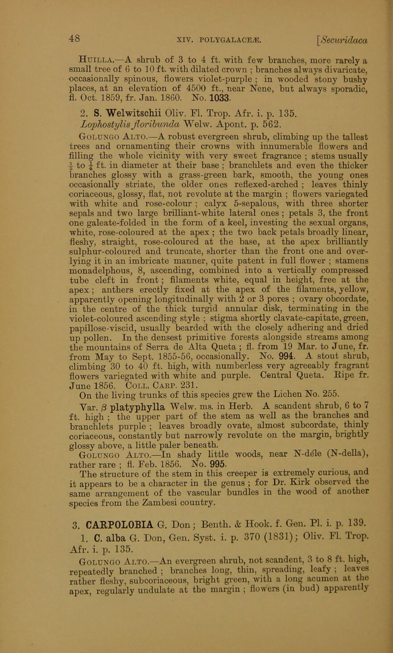 Huilla.—A shrub of 3 to 4 ft. with few branches, more rarely a small tree of 6 to 10 ft. with dilated crown ; branches always divaricate, occasionally spinous, flowers violet-purple ; in wooded stony bushy places, at an elevation of 4500 ft., near Nene, but always sporadic, fl. Oct. 1859, fr. Jan. 1860. No. 1033. 2. S. Welwitschii Oliv, Fl. Trop. Afr. i. p. 135. LophostylisJloribunda Welw. Apont. p. 562. Gor.uxgo Alto.—A robust evergreen shrub, climbing up the tallest trees and ornamenting their crowns with innumerable flowers and filling the whole vicinity with very sweet fragrance ; stems usually i to J ft. in diameter at their base ; branchlets and even the thicker branches glossy with a grass-green bark, smooth, the young ones occasionally striate, the older ones reflexed-arched ; leaves thinly coriaceous, glossy, flat, not revolute at the margin ; flowers variegated with white and rose-colour ; calyx 5-sepalous, with three shorter sepals and two large brilliant-white lateral ones ; petals 3, the front one galeate-folded in the form of a keel, investing the sexual organs, white, rose-coloured at the apex; the two back petals broadly linear, fleshy, straight, rose-coloured at the base, at the apex brilliantly sulphur-coloured and truncate, shorter than the front one and over- lying it in an imbricate manner, quite patent in full flower ; stamens monadelphous, 8, ascending, combined into a vertically compressed tube cleft in front; filaments white, equal in height, free at the apex; anthers erectly fixed at the apex of the filaments, yellow, apparently opening longitudinally with 2 or 3 pores ; ovary obcordate, in the centre of the thick turgid annular disk, terminating in the violet-coloured ascending style ; stigma shortly clavate-capitate, green, papillose-viscid, usually bearded with the closely adhering and dried up pollen. In the densest primitive forests alongside streams among the mountains of Serra de Alta Queta ; fl. from 19 Mar. to June, fr. from May to Sept. 1855-56, occasionally. No. 994. A stout shrub, climbing 30 to 40 ft. high, with numberless very agreeably fragrant flowers variegated with white and purple. Central Queta. Eipe fr. June 1856. Coll. Carp. 231. On the living trunks of this species grew the Lichen No. 255. Var. /3 platyphylla Welw. ms. in Herb. A scandent shrub, 6 to 7 ft. high ; the upper part of the stem as well as the branches and branchlets purple ; leaves broadly ovate, almost subcordate, thinly coriaceous, constantly but narrowly revolute on the margin, brightly glossy above, a little paler beneath. Golungo Alto.—In shady little woods, near N-dele (N-della), rather rare ; fl. Feb. 1856. No. 995- The structure of the stem in this creeper is extremely curious, and it appears to be a character in the genus ; for Dr. Kirk observed the same arrangement of the vascular bundles in the wood of another species from the Zambesi country. 3. CARPOLOBIA G. Don; Benth. & Hook. f. Gen. PI. i. p. 139. 1. C. alba G. Don, Gen. Syst. i. p. 370 (1831); Oliv. Fl. Trop. Afr. i. p. 135. Golungo Alto.—An evergreen shrub, not scandent, 3 to 8 ft. high, repeatedly branched ; branches long, thin, spreading, leafy ; leaves rather fleshy, subcoriaceous, bright green, with a long acumen at the apex, regularly undulate at the margin ; flowers (in bud) apparently
