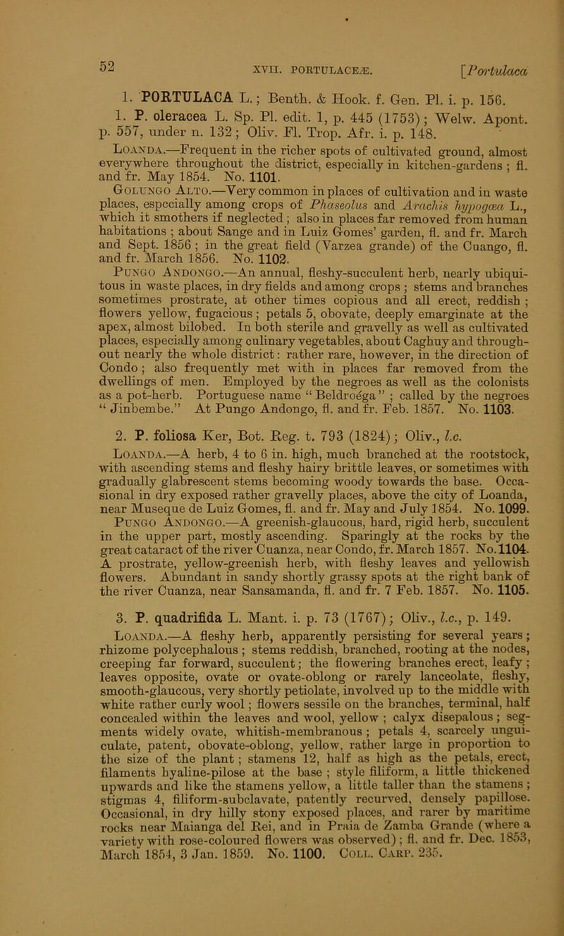 1. PORTULACA L.; Bentk. & Hook. f. Gen. PI. i. p. 156. 1. P. oleracea L. Sp. PI. edit. 1, p. 445 (1753); Welw. Apont. p. 557, under n. 132 ; Oliv. FI. Trop. Afr. i. p. 148. Loan da.—Frequent in the richer spots of cultivated ground, almost everywhere throughout the district, especially in kitchen-gardens : fl. and fr. May 1854. No. 1101. Golungo Alto.—Very common in places of cultivation and in waste places, especially among crops of Phaseolus and Arncliis hypogcea L., which it smothers if neglected ; also in places far removed from human habitations ; about Sange and in Luiz Gomes’ garden, fl. and fr. March and Sept. 1856 ; in the great field (Yarzea grande) of the Cuango, fl. and fr. March 1856. No. 1102. Pungo Andongo.—An annual, fleshy-succulent herb, nearly ubiqui- tous in waste places, in dry fields and among crops ; stems and branches sometimes prostrate, at other times copious and all erect, reddish ; flowers yellow, fugacious ; petals 5, obovate, deeply emarginate at the apex, almost bilobed. In both sterile and gravelly as well as cultivated places, especially among culinary vegetables, about Caghuy and through- out nearly the whole district: rather rare, however, in the direction of Gondo; also frequently met with in places far removed from the dwellings of men. Employed by the negroes as well as the colonists as a pot-herb. Portuguese name “Beldroega” ; called by the negroes “ Jinbembe.” At Pungo Andongo, fl. and fr. Feb. 1857. No. 1103. 2. P. foliosa Ker, Bot. Beg. t. 793 (1824); Oliv., l.c. Loan da.—A herb, 4 to 6 in. high, much branched at the rootstock, with ascending stems and fleshy hairy brittle leaves, or sometimes with gradually glabrescent stems becoming woody towards the base. Occa- sional in dry exposed rather gravelly places, above the city of Loanda, near Museque de Luiz Gomes, fl. and fr. May and July 1854. No. 1099. Pungo Andongo.—A greenish-glaucous, hard, rigid herb, succulent in the upper part, mostly ascending. Sparingly at the rocks by the great cataract of the river Cuanza, near Condo, fr. March 1857. No. 1104. A prostrate, yellow-greenish herb, with fleshy leaves and yellowish flowers. Abundant in sandy shortly grassy spots at the right bank of the river Cuanza, near Sansamanda, fl. and fr. 7 Feb. 1857. No. 1105. 3. P. quadrifida L. Mant. i. p. 73 (1767); Oliv., l.c., p. 149. Loanda.—A fleshy herb, apparently persisting for several years; rhizome polycephalous ; stems reddish, branched, rooting at the nodes, creeping far forward, succulent; the flowering branches erect, leafy ; leaves opposite, ovate or ovate-oblong or rarely lanceolate, fleshy, smooth-glaucous, very shortly petiolate, involved up to the middle with white rather curly wool; flowers sessile on the branches, terminal, half concealed within the leaves and wool, yellow ; calyx disepalous ; seg- ments widely ovate, whitish-membranous ; petals 4, scarcely ungui- culate, patent, obovate-oblong, yellow, rather large in proportion to the size of the plant; stamens 12, half as high as the petals, erect, filaments hyaline-pilose at the base ; style filiform, a little thickened upwards and like the stamens yellow, a little taller than the stamens ; stigmas 4, filiform-subclavate, patently recurved, densely papillose. Occasional, in dry hilly stony exposed places, and rarer by maritime rocks near Maianga del Rei, and in Praia de Zamba Grande (where a variety with rose-coloured flowers was observed); fl. and fr. Dec. 1853, March 1854, 3 Jan. 1859. No. 1100. Coll. Carp. 235.