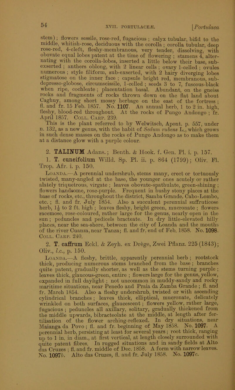XVII. PORTULACEiE. [.Portulaca stem) ; flowers sessile, rose-red, fugacious ; calyx tubular, bifid to the middle, whitish-rose, deciduous with the corolla ; corolla tubular, deep rose-red, 4-cleft, fleshy-membranous, very tender, dissolving, with obovate equal lobes patent at the time of flowering ; stamens 4, alter- nating with the corolla-lobes, inserted a little below their base, sub- exserted ; anthers oblong, with 2 linear cells ; ovary 1-celled ; ovules numerous ; style filiform, sub-exserted, with 2 hairy diverging lobes stigmatose on the inner face ; capsule bright red, membranous, sub- depresso-globose, circumscissile, 1-celled ; seeds 3 to 7, fuscous-black when ripe, cochleate ; placentation basal. Abundant, on the gneiss rocks and fragments of rocks thrown down on the flat land about Caghuy, among short mossy herbage on the east of the fortress ; fl. and fr. 15 Feb. 1857. No. 1107- An annual herb, 1 to 2 in. high, fleshy, blood-red throughout. At the rocks of Pungo Andongo ; fr. April 1857. Coll. Carp. 239. This is the plant referred to by Welwitsch, Apont. p. 557, under n. 132, as a new genus, with the habit of Sedurn rubens L., which grows in such dense masses on the rocks of Pungo Andongo as to make them at a distance glow with a purple colour. 2. TALINUM Adans.; Benth. & Hook. f. Gen. PI. i. p. 157. 1. T. cimeifolium Willd. Sp. PL ii. p. 864 (1799); Oliv. FL Trop. Afr. i. p. 150. Loanda.—A perennial undershrub, stems many, erect or tortuously twisted, many-angled at the base, the younger ones acutely or rather alately triquetrous, virgate ; leaves obovate-spathulate, green-shining ; flowers handsome, rose-purple. Frequent in bushy stony places at the base of rocks, etc., throughout the district, Samba Grande, Cabo-Lombo, etc. ; fl. and fr. July 1854. Also a succulent perennial suffruticose herb, 14 to 2 ft. high ; leaves fleshy, bright green, mucronate ; flowers racemose, rose-coloured, rather large for the genus, nearly open iu the sun; peduncles and pedicels bracteate. In dry little-elevated hilly places, near the sea-shore, between the city of Loanda and the mouths of the river Cuauza, near Tanza; fl. and fr. end of Feb. 1858. No. 1098. Coll. Carp. 240. 2. T. caffrum Eckl. & Zeyli. ex DiAge, Zwei Pflanz. 225 (1843); Oliv., l.c., p. 150. Loanda.—A fleshy, brittle, apparently perennial herb ; rootstock thick, producing numerous stems branched from the base; branches quite patent, gradually shorter, as well as the stems turning purple : leaves thick, glaucous-green, entire ; flowers large for the genus, yellow, expanded in full daylight ; not uncommon in muddy-sandy and rocky maritime situations, near Penedo and Praia da Zamba Grande ; fl. and fr. March 1854. Also a fleshy undershrub, twisted or with ascending cylindrical branches; leaves thick, elliptical, mucronate, delicately wrinkled on both surfaces, glaucescent; flowers yellow, rather large, fugacious ; peduncles all axillary, solitary, gradually thickened from the middle upwards, bibracteolate at the middle, at length after fer- tilisation of the flower arching-reflexed. In dry situations, near Maianga da Povo; fl. and fr. beginning of May 1858. No. 1097- A perennial herb, persisting at least for several years ; root thick, ranging up to 1 iu. in diam., at first vertical, at length closely surrounded with quite patent fibres. In rugged situations and in sandy fields at Alto das Cruzes ; fl. and fr. middle of Dec. 1858. A form with narrow leaves. No. 10975. Alto das Cruzes, fl. and fr. July 1858. No. 1097c.
