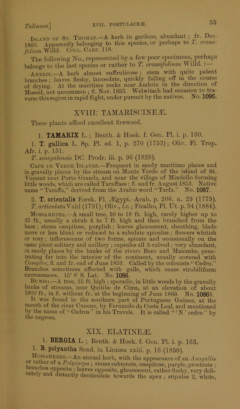 Talinum] Island of St. Thomas—A herb in gardens, abundant ; fr. Dec. 1860. Apparently belonging to this species, or perhaps to T. crasst- folium Willd. Coll. Carp. 118. The following No., represented by a few poor specimens, perhaps belongs to the last species or rather to T. crassifolium Willd. :— Ambriz.—A herb almost suffruticose ; stem with quite patent branches ; leaves fleshy, lanceolate, quickly falling off in the course of drying. At the maritime rocks near Ambriz in the direction of Mossul, not uncommon ; fl. Nov. 1853, Welwitsch had occasion to tra- verse this region in rapid flight, under pursuit by the natives. No. 1096. XVIII: TAMARISCINEiE. These plants afford excellent firewood. 1. TAMARIX L. ; Benth. & Hook. f. Gen. PI. i. p. 160. 1. T. gallica L. Sp. PI. ed. 1, p. 270 (1753); Oliv. Fl. Trop. Afr. i. p. 151. T. senegalensis DC. Prodr. in. p. 96 (1828). Cape de Yerde Islands.—Frequent in sandy maritime places and in gravelly places by the stream on Monte Yerde of the island of St. Vincent near Porto Grande, and near the village of Mindello forming little woods, which are called Taraffaes ; fl. and fr. August 1853. Native name “ Taraffa,” derived from the Arabic word “ Tarfa.” No. 1087. 2. T. orientalis Forsk. Fl. M5gypt.-Arab. p. 206. n. 29 (1775). T. articulata Yahl (1791); Oliv., l.c.; Ficalho, PI. IJt. p. 94 (1884). Mossamedes.—A small tree, 10 to 18 ft. high, rarely higher up to 25 ft., usually a shrub 4 to 7 ft. high and then branched from the base ; stems csespitose, purplish ; leaves glaucescent, sheathing, blade more or less blunt or reduced to a subulate apiculus ; flowers whitish or rosy; inflorescence of two forms, spicate and occasionally on the same plant solitary and axillary ; capsules all 3-valved ; very abundant, in sandy places by the banks of the rivers Bero and Maiombo, pene- trating far into the interior of the continent, usually covered with CassytJia, fl. and fr. end of June 1859. Called by the colonists “ Cedro.” Branches sometimes affected with galls, which cause strobiliform excrescences. 15° 8' S. Lat. No. 1086. Bumbo.—A tree, 25 ft. high ; sporadic, in little woods by the gravelly banks of streams, near Quitibe de Cima, at an elevation of about 1800 ft., in fl. without fr. at the beginning of June 1860. No. 10865. It was found in the southern part of Portuguese Guinea, at the mouth of the river Cunene, by Fernando da Costa Leal, and mentioned by the name of “ Cedros ” in his Travels. It is called “ 1N ’ cedro ” by the negroes. XIX. ELATINEiE. 1. BERGIA L.; Benth. & Hook. f. Gen. PI. i. p. 163. 1. B. polyantha Soncl. in Linnsea xxiii. p. 16 (1850). nrM'nSAMiPESfi annu:i^ herb, with the appearance of an Anagallis ia ierot a Polycmpa; stems subterete, cmspitose, purple, prostrate ; anc jes opposite ; leaves opposite, glaucescent, rather fleshy, very deli- o \ and distantly denticulate towards the apex ; stipules 2, white,