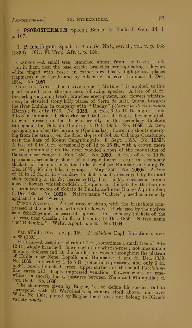 XX. HYPERICINEjE. Psorospermum] 2. PSOROSPERMUM Spach; Bentk. & Hook. f. Gen. PI. i. p. 167. 1. P. febrifugum Spach in Ann. Sc. Hat., ser. ii., vol. v. p. 163 (1836); Oliv. FI. Trop. Afr. i. p. 158. Cazexgo.—A small tree, branched almost from the base ; trunk 4 in. in diam. near the base, erect; branches erect-spreading ; flowers white tinged with rose; in rather dry bushy high-grassy places (capinaes), near Cacula and by hills near the river Luinha ; fl. Dec. 1854. No. 1057. Goluxgo Alto.—The native name “ Mutuue ” is applied to this plant as well as to the one next following species. A tree of 10 ft. (or perhaps a young tree) ; branches erect-patent, lax ; flowers whitish- rose ; in elevated stony hilly places of Serra de Alta Queta, towards the river Luinha, in company with “ Unday” (Gardenia Jovis-tonantis Hiern) ; fr. July 1856. No. 1058. A tree, 6 to 10 ft. high ; trunk 2 to 3 in. in diam. ; bark corky, said to be a febrifuge; flower whitish to whitish-rose ; in the drier especially in the secondary thickets throughout the Sob. de Bumba ; fl. Oct. 1855. No. 1059. A tree, springing up after the burnings (Queimadas) ; flowering shoots emerg- ing from the trunk ; on the drier slopes of Sobato Cabanga-Cacalungo, near the base of Mount Cungulungulo ; fl. Sept. 1855. No. 10595. A tree of 6 to 10 ft., occasionally of 12 to 15 ft., with a crown more or less pyramidal; on the drier wooded slopes of the mountains of Capopa, near Sange; fl. Feb. 1855. No. 1060. A tree of 8 to 10 ft. (perhaps a secondary shoot of a larger burnt tree) ; in secondary thickets of the more elevated hills of Sobato Bumba ; in young fr. Dec. 1855 ; Menha lula, in young fr. May 1855. No. 10605. A tree of 10 to 15 ft., or in secondary thickets usually destroyed by fire and then forming a shrub; leaves softly but thickly coriaceous, green above ; flowers whitish-reddish ; frequent in thickets by the borders of primitive woods of Sobato de Bumba and near Bango-Aquitamba ; fl. Dec. 1855. No. 10615. Native name “ Cabrei ” ; used as a remedy against the itch (Sarna). Pungo Andongo.—An arborescent shrub, with the branchlets com- pressed at the nodes and with white flowers. Bark used by the natives as a febrifuge and in cases of leprosy. In secondary thickets of the fortress, near Cazella ; in fl. and young fr. Dec. 1856. Native name “ M’-Bulambia. ” Welw. Apont. p. 560. No. 1064. Far. albida Oliv., l.c., p. 159. P. albhlum Engl. Bot. Jahrb. xvii. p. 83 (1893). ■Huilla.—A caespitose shrub of 1 ft., sometimes a small tree of 8 to . widely branched ; flowers white or whitish-rose ; not uncommon m stony thickets and at the borders of woods throughout the plateau tv near Nene’ LoPoll° and Humpata ; fl. and fr. Dec. 1859. v°u i ^ s^ru6 of 1 to 5 ft. (sometimes prostrate and only 6 in. high) loosely branched, erect ; upper surface of the small Vaccinium- nRe leaves with deeply impressed venation; flowers white or rose- n * i L!? portly bushy pastures between Nene and Mumpulla ; fl. Get. 1859. No. 1066. The characters given by Engler, l.c., to define his species, fail to wrP°.nd a11 Welwitsch’s specimens cited above; moreover variety a?5kZ«64’ quoted by EnSler for ^ does not belong to Oliver’s