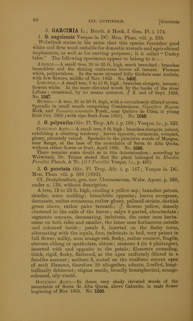 arcirna 3. GARCINIA L.; Benth. & Hook. f. Gen. PI. i. 174. 1. G. angolensis Vesque in DO. Mon. Phan. viii. p. 335. . Welwitsch states in kis notes that this species furnishes good white and firm wood suitable for domestic utensils and agricultural implements, as well as for carving purposes; it is called “Unday falso.” The following specimens appear to belong to it:— Ambriz.—A small tree, 20 to 25 ft. high, much branched ; branches branchlets and the shining coriaceous leaves all ternate. Flowers white, polypetalous. In the more elevated hilly thickets near Ambriz, with few flowers, middle of Nov. 1853. No. 5402. Libongo.—A small tree, 9 to 12 ft. high ; branches elongate, ternate ; flowers white. In the more elevated woods by the banks of the river Lifune; occasional, by no means common, % fl. end of Sept. 1858. No. 1047. Bumbo.—A tree, 30 to 50 ft. high, with a corymbosely dilated crown. Sporadic in small woods comprising Combretaceae, Copaifera Mopane. Kirk, and Tamarix orientals Forsk., near Quitive de Cima, in young fruit Oct. 1859 (with ripe fruit June 1860). No. 1048- 2. G. polyantha Oliv. Fl. Trop. Afr. i. p. 166 ; Vesque, l.c., p. 332. Golungo Alto.—A small tree, 8 ft. high ; branches elongate, patent, exhibiting a climbing tendency ; leaves opposite, coriaceous, compact, glossy, pinnately veined. Sporadic in the primitive woods of Mangue, near Sange, at the base of the mountains of Serra de Alta Queta, without either flower or fruit, April 1885. No. 1046. There remains some doubt as to this determination ; according to Welwitsch, Dr. Triana stated that the plant belonged to Rlieedia Pervillei Planch. & Tr. (G? Pervillei Vesque, l.c., p. 485). 3. G. punctata Oliv. Fl. Trop. Afr. i. p. 167; Vesque in DO. Mon. Phan. viii. p. 380 (1893). Of. Dactylantherco, gen. nov. Clusiacearum, Welw. Apont. p. 560, under n. 139, without description. A tree, 15 to 25 ft. high, exuding a yellow sap; branches patent, slender, some nodding; branchlets opposite; leaves evergreen, decussate, rather coriaceous, rather glossy, pellucid-striate, darkish green above, rather paler beneath; S flowers yellow, densely clustered in the axils of the leaves; calyx 4-parted, ebracteolate; segments concave, decussating, imbricate, the outer ones herba- ceous on both sides and smaller, the inner ones herbaceous outside and coloured inside; petals 4, inserted on the fleshy torus, alternating with the sepals, free, imbricate in bud, very patent in full flower, milky, soon orange-red, fleshy, rather concave, fragile, obovate-oblong or spathulate, obtuse; stamens 4 (in 4 phalanges), inserted with and opposite to the petals; filaments ascending, thick, rigid, fleshy, flattened, at the apex uniformly dilated in a fan-like manner; anthers 5, seated on the reniform convex apex of each filament, therefore 20 altogether, adnate, 2-celled, longi- tudinally dehiscent; stigma sessile, broadly hemispherical, orange- coloured, oily-viscid. Golungo Alto.—In dense very shady elevated woods of the mountains of Serra de Alta Queta, above Cahunha, in male flower beginning of Nov. 1855. No. 1050.