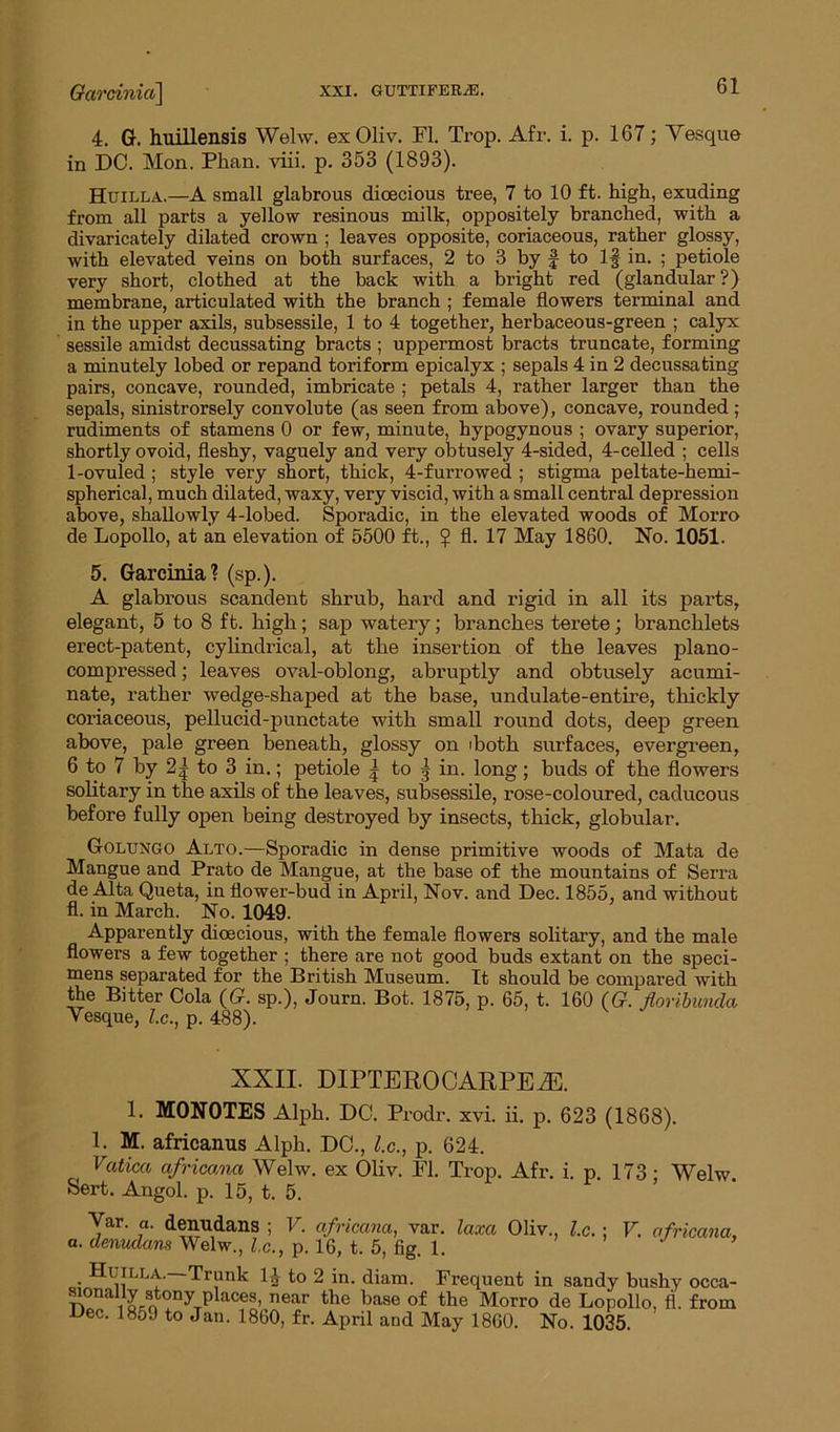 Garcinia] 4. G. huillensis Welw. exOliv. FI. Trop. Afr. i. p. 167; Yesque in DC. Mon. Phan. viii. p. 353 (1893). Huilla.—A small glabrous dioecious tree, 7 to 10 ft. high, exuding from all parts a yellow resinous milk, oppositely branched, with a divaricately dilated crown ; leaves opposite, coriaceous, rather glossy, with elevated veins on both surfaces, 2 to 3 by f to If in. ; petiole very short, clothed at the back with a bright red (glandular?) membrane, articulated with the branch ; female flowers terminal and in the upper axils, subsessile, 1 to 4 together, herbaceous-green ; calyx sessile amidst decussating bracts ; uppermost bracts truncate, forming a minutely lobed or repand toriform epicalyx ; sepals 4 in 2 decussating pairs, concave, rounded, imbricate ; petals 4, rather larger than the sepals, sinistrorsely convolute (as seen from above), concave, rounded ; rudiments of stamens 0 or few, minute, hypogynous ; ovary superior, shortly ovoid, fleshy, vaguely and very obtusely 4-sided, 4-celled ; cells 1-ovuled ; style very short, thick, 4-furrowed ; stigma peltate-hemi- spherical, much dilated, waxy, very viscid, with a small central depression above, shallowly 4-lobed. Sporadic, in the elevated woods of Morro de Lopollo, at an elevation of 5500 ft., ? fl. 17 May 1860. No. 1051. 5. Garcinia? (sp.). A glabrous scandent shrub, hard and rigid in all its parts, elegant, 5 to 8 ft. high; sap watery; branches terete; branchlets erect-patent, cylindrical, at the insertion of the leaves piano- compressed ; leaves oval-oblong, abruptly and obtusely acumi- nate, rather wedge-shaped at the base, undulate-entire, thickly coriaceous, pellucid-punctate with small round dots, deep green above, pale green beneath, glossy on iboth surfaces, evergreen, 6 to 7 by 2f to 3 in.; petiole f to f in. long; buds of the flowers solitary in the axils of the leaves, subsessile, rose-coloured, caducous before fully open being destroyed by insects, thick, globular. Golungo Alto.—Sporadic in dense primitive woods of Mata de Mangue and Prato de Mangue, at the base of the mountains of Serra de Alta Queta, in flower-bud in April, Nov. and Dec. 1855, and without fl. in March. No. 1049. Apparently dioecious, with the female flowers solitary, and the male flowers a few together ; there are not good buds extant on the speci- mens separated for the British Museum. Tt should be compared with the Bitter Cola (G. sp.), Journ. Bot. 1875, p. 65, t. 160 (G. floribunda Yesque, l.c., p. 488). XXII. DIPTEROCARPEiE. 1. MONOTES Alph. DC. Prodr. xvi. ii. p. 623 (1868). 1. M. africanus Alph. DC., l.c., p. 624. Vatica africanci Welw. ex Oliv. Fl. Trop. Afr. i. p 173 • Welw Sert. Angol. p. 15, t. 5. Yar. a. denudans ; V. africana, var. laxa Oliv., l.c. ; a. denudans Welw., l.c., p. 16, t. 5, fig. 1. V. africana, Huilla. Trunk If to 2 in. diam. Frequent in sandy bushy occa- sionally stony plaecs, near the base of the Morro de Lopollo, fl. from Dec. 185.) to Jan. 1860, fr. April and May I860. No. 1035.