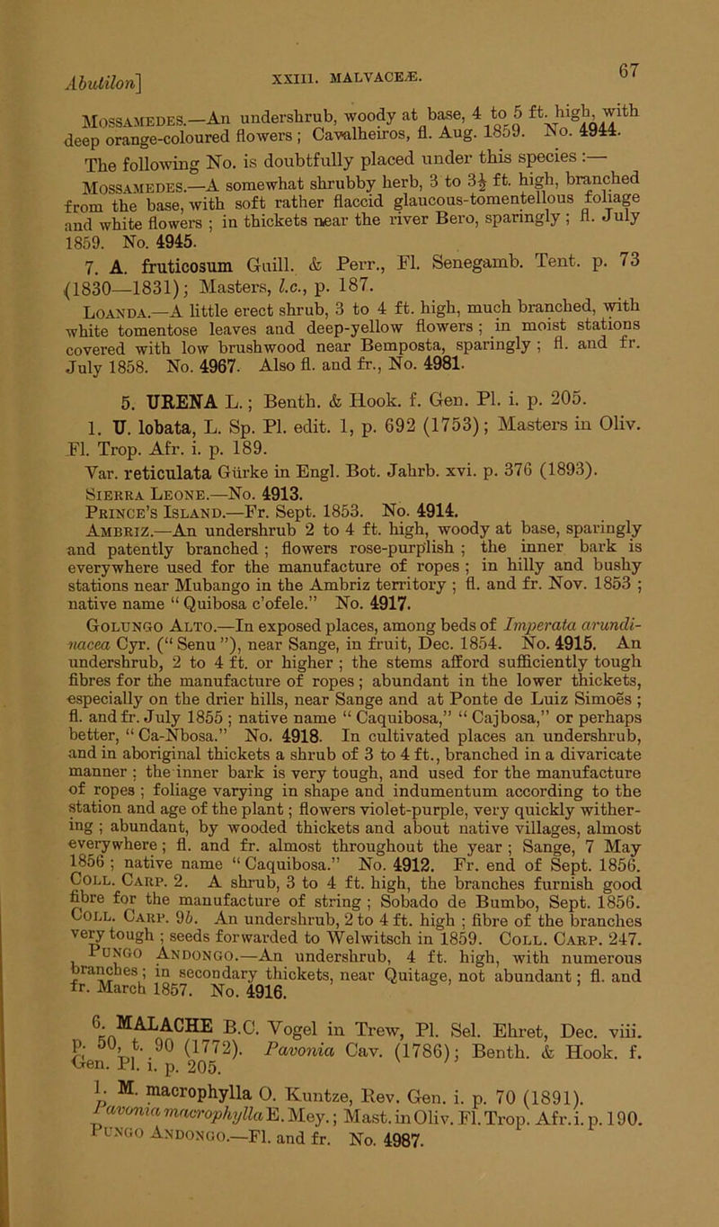 Abutilon] XXIII. MALVACEAE. Mossamedes.— An undershrub, woody at base, 4 to 5 ft.hl§]b ™lth deep orange-coloured flowers ; Cavalheiros, fl. Aug. 1859. No. 4944. The following No. is doubtfully placed under this species : Mossamedes.—A somewhat shrubby herb, 3 to 3^ ft. high, branched from the base, with soft rather flaccid glaucous-tomentellous foliage and white flowers ; in thickets near the river Bero, sparingly ; fl. July 1859. No. 4945. 7. A. fruticosum Guill. & Perr., Fl. Senegamb. Tent. p. 73 (1830—1831); Masters, l.c., p. 187. Loanda.—A little erect shrub, 3 to 4 ft. high, much branched, with white tomentose leaves and deep-yellow flowers ; in moist stations covered with low brushwood near Bemposta, sparingly 5 fl. and fr. July 1858. No. 4967- Also fl. and fr., No. 4981. 5. TIRENA L.; Benth. & Iiook. f. Gen. PI. i. p. 205. 1. U. lobata, L. Sp. PI. edit. 1, p. 692 (1753); Masters in Oliv. Fl. Trop. Afr. i. p. 189. Var. reticulata Giirke in Engl. Bot. Jahrb. xvi. p. 376 (1893). Sierra Leone.—No. 4913. Prince’s Island.—Fr. Sept. 1853. No. 4914. Ambriz.—An undershrub 2 to 4 ft. high, woody at base, sparingly and patently branched ; flowers rose-purplish ; the inner bark is everywhere used for the manufacture of ropes ; in hilly and bushy stations near Mubango in the Ambriz territory ; fl. and fr. Nov. 1853 ; native name “ Quibosa c’ofele.” No. 4917. Golungo Alto.—In exposed places, among beds of Imperata arundi- nacea Cyr. (“ Senu ”), near Sange, in fruit, Dec. 1854. No. 4915. An undershrub, 2 to 4 ft. or higher ; the stems afford sufficiently tough fibres for the manufacture of ropes; abundant in the lower thickets, especially on the drier hills, near Sange and at Ponte de Luiz Simoes ; fl. and fi'. July 1855 ; native name “ Caquibosa,” “ Cajbosa,” or perhaps better, “ Ca-Nbosa.” No. 4918. In cultivated places an undershrub, and in aboriginal thickets a shrub of 3 to 4 ft., branched in a divaricate manner : the inner bark is very tough, and used for the manufacture of ropes ; foliage varying in shape and indumentum according to the station and age of the plant; flowers violet-purple, very quickly wither- ing ; abundant, by wooded thickets and about native villages, almost everywhere; fl. and fr. almost throughout the year ; Sange, 7 May 1856 ; native name “ Caquibosa.” No. 4912. Fr. end of Sept. 1856. Coll. Carp. 2. A shrub, 3 to 4 ft. high, the branches furnish good fibre for the manufacture of string ; Sobado de Bumbo, Sept. 1856. Coll. Carp. 95. An undershrub, 2 to 4 ft. high ; fibre of the branches very tough ; seeds forwarded to Welwitsch in 1859. Coll. Carp. 247. Pungo Andongo.—An undershrub, 4 ft. high, with numerous branches; in secondary thickets, near Quitage, not abundant; fl. and fr. March 1857. No. 4916. 6 MALACHE B.C. Vogel in Trew, PI. Sel. Ehret, Dec. viii. p. 50 t 90 (1772). Panonia Cav. (1786); Benth. & Hook. f. Gen. PI. i. p. 205. 1. M. macrophylla O. Kuntze, Rev. Gen. i. p. 70 (1891). 1 avoma mncrophyllaK,. Mey.; Mast, in Oliv. Fl. Trop. Afr. i. p. 190. Pungo Andongo.—Fl. and fr. No. 4987.