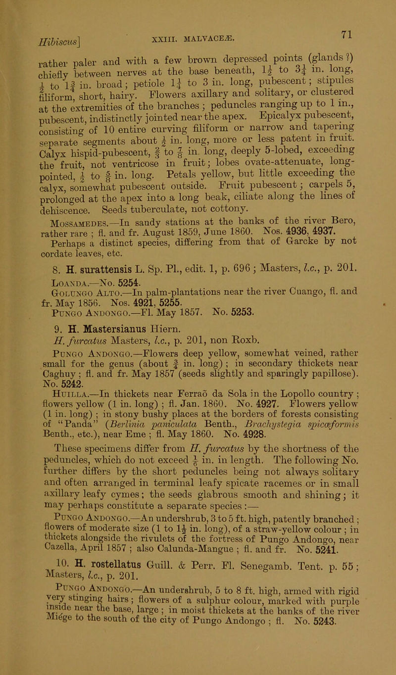 rather paler and with a few brown depressed points (glands ?) chiefly between nerves at the base beneath, ls to o4 m. long, i to l3 in broad; petiole 1| to 3 in. long, pubescent; stipules Aliform4 short, hairy. Flowers axillary and solitary, or clustered at the extremities of the branches ; peduncles ranging up to 1 m., pubescent, indistinctly jointed near the apex. Epicalyx pubescent, consisting of 10 entire curving filiform or narrow and tapering separate segments about £ in. long, more or less patent m fruit. Calyx hispid-pubescent, f to J in. long, deeply 5-lobed, exceeding the fruit, not ventricose in fruit; lobes ovate-attenuate, long- pointed, | to | in. long. Petals yellow, but little exceeding the calyx, somewhat pubescent outside. Fruit pubescent, caipels 5, prolonged at the apex into a long beak, ciliate along the lines of dehiscence. Seeds tuberculate, not cottony. Mossamedes.—In sandy stations at the banks of the river Bero, rather rare ; fl. and fr. August 1859, June 1860. Nos. 4936, 4937. Perhaps a distinct species, differing from that of Garcke by not cordate leaves, etc. 8. H. surattensis L. Sp. PL, edit. 1, p. 696 ; Masters, l.c., p. 201. Loanda.—No. 5254. Golungo Alto.—In palm-plantations near the river Cuango, fl. and fr. May 1856. Nos. 4921, 5255. Pungo Andongo.—Fl. May 1857. No. 5253. 9. H. Mastersianus Hiern. II. furcatus Masters, l.c., p. 201, non Roxb. Pungo Andongo.—Flowers deep yellow, somewhat veined, rather small for the genus (about £ in. long) ; in secondary thickets near Caghuy ; fl. and fr. May 1857 (seeds slightly and sparingly papillose). No. 5242. Huilla.—In thickets near Ferrao da Sola in the Lopollo country ; flowers yellow (1 in. long) ; fl. Jan. 1860. No. 4927. Flowers yellow (1 in. long) ; in stony bushy places at the borders of forests consisting of “Panda” (Berlinia paniculata Benth., Brachystegia spicceformis Benth., etc.), near Erne ; fl. May 1860. No. 4928. These specimens differ from II. furcatus by the shortness of the peduncles, which do not exceed in. in length. The following No. further differs by the short peduncles being not always solitary and often arranged in terminal leafy spicate racemes or in small axillary leafy cymes; the seeds glabrous smooth and shining; it may perhaps constitute a separate species :— Pungo Andongo.—An undershrub, 3 to 5 ft. high, patently branched; flowers of moderate size (1 to 1£ in. long), of a straw-yellow colour ; in thickets alongside the rivulets of the fortress of Pungo Andongo, near Cazella, April 1857 ; also Calunda-Mangue ; fl. and fr. No. 5241. 10. H. rostellatus Guill. & Perr. Fl. Senegamb. Tent. p. 55; Masters, l.c., p. 201. Pungo Andongo.—An undershrub, 5 to 8 ft. high, armed with rigid very stinging hairs; flowers of a sulphur colour, marked with purple msi o near the base, large ; in moist thickets at the banks of the river JViiege to the south of the city of Pungo Andongo ; fl. No. 5243.