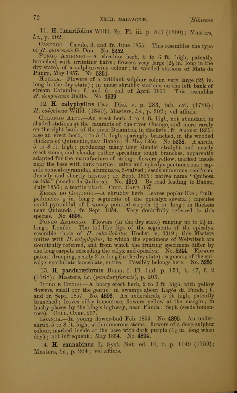 XXIII. MALVACEAE. [THbisCU8 11. H. lunarifolius Willd. Sp. PI. iii. p. 811 (1800); Masters, l.c., p. 202. Cazengo. Caculo, fl. and fr. June 1855. This resembles the type of II. gumeensis G. Don. No. 5252. Pungo Andongo.—A shrubby herb, 5 to 6 ft. high, patently branched, with irritating hairs ; flowers very large (24 in. long in the dry state), of a sulphur-wine colour ; in wooded stations of Mata de Pungo, May 1857. No. 5251. Huili.a.—Flowers of a brilliant sulphur colour, very large (24 in. long in the dry state) ; in moist shrubby stations on the left bank of stream Catumba; fl. and fr. end of April 1860. This resembles H. dongolensis Delile. No. 4939. 12. H. calyphyllus Cav. Diss. v. p. 283, tab. cxl. (1788); H. calycinus Willd. (1840), Masters, l.c., p. 202 ; vel affinis. Golungo Alto.—An erect herb, 3 to 4 ft. high, not abundant, in shaded stations at the cataracts of the river Cuango, and more rarely on the right bank of the river Delamboa, in thickets ; fr. August 1855 ; also an erect herb, 4 to 5 ft. high, sparingly branched, in the wooded thickets of Quisuculo, near Bango ; fl. May 1856. No. 5238. A shrub, 5 to 8 ft. high; producing many long slender straight and nearly erect stems, and slender rather spreading tough branches, apparently adapted for the manufacture of string ; flowers yellow, marked inside near the base with dark purple ; calyx and epicalyx pentamerous ; cap- sule conical-pyramidal, acuminate, 5-valved ; seeds numerous, reniform, densely and shortly hirsute; fr. Sept. 1855; native name “Quibosa ca-idla ” (macho da Quibosa). No. 4919. By road leading to Bango, July 1856 ; a textile plant. Coll. Carp. 367. Zenza do Golungo.—A shrubby herb; leaves poplar-like ; fruit- peduncles 4 in. long ;- segments of the epicalyx several; capsules ovoid-pyramidal, of 5 woody pointed carpels in. long ; in thickets near Quicanda; fr. Sept. 1854. Very doubtfully referred to this species. No. 4898. Pungo Andongo.—Flowers (in the dry state) ranging up to 2| in. long; Lombe. The tail-like tips of the segments of the epicalyx resemble those of H. subtrilobatus Hochst. n. 2319 ; this Masters unites with H. calyphyllus, to which the specimens of Welwitsch are doubtfully referred, and from which the fruiting specimens differ by the long carpels exceeding the calyx and epicalyx. No. 5244. Flowers patent-drooping, nearly 2 in. long (in the dry state); segments of the epi- calyx spathulate-lanceolate, entire. Possibly belongs here. No. 5250. 13. H. pandurseformis Bunn. f. Fl. Ind. p. 151, t. 47, f. 2 (1768); Masters, l.c. (jxmduriformis), p. 203. Icolo E Bengo.—A hoary erect herb, 2 to 3 ft. high, with yellow flowers, small for the genus ; in swamps about Lagoa da Funda ; fl. and fr. Sept. 1857. No. 4896. An undershrub, 5 ft. high, patently branched; leaves silky-tomentose, flowers yellow at the margin ; in bushy places by the king’s highway, near Funda ; Sept, (seeds tomen- tose). Coll. Carp. 257. Loanda.—In young flower-bud Feb. 1859. No. 4895. An under- shrub, 5 to 8 ft. high, with numerous stems ; flowers of a deep-sulphur colour, marked inside at the base with dark purple (1^ in. long when dry) ; not infrequent; May 1854. No. 4894. 14. H. cannabinus L. Syst. Nat. ed. 10, ii. p. 1149 (1759); Masters, l.c., p. 204 ; vel affinis.