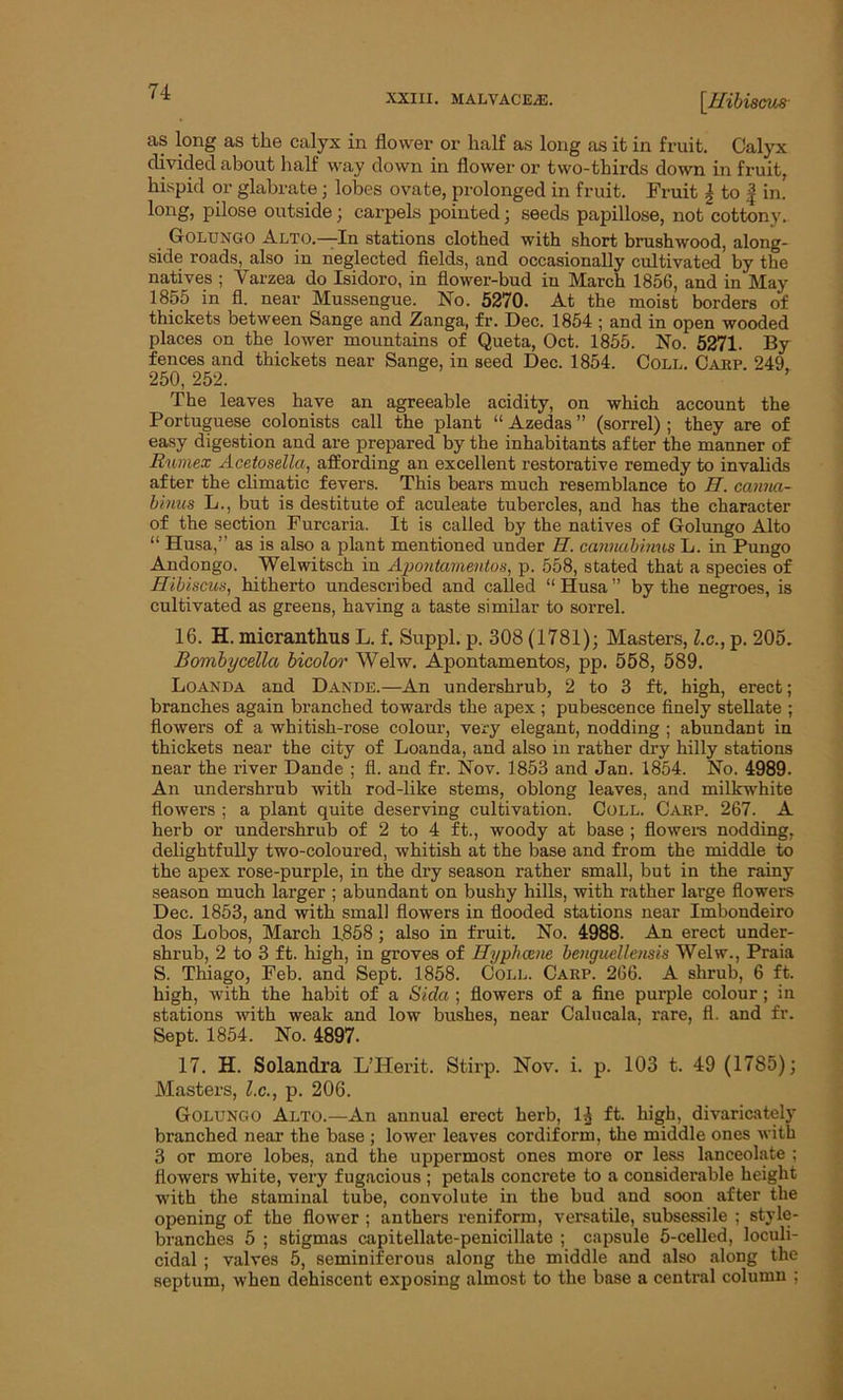 as long as the calyx in flower or half as long as it in fruit. Calyx divided about half way down in flower or two-thirds down in fruit, hispid or glabrate; lobes ovate, prolonged in fruit. Fruit \ to f in! long, pilose outside; carpels pointed; seeds papillose, not cottony. Golungo Alto.—In stations clothed with short brushwood, along- side roads, also in neglected fields, and occasionally cultivated by the natives ; Varzea do Isidoro, in flower-bud in March 1856, and in May 1855 in fl. near Mussengue. No. 5270. At the moist borders of thickets between Sange and Zanga, fr. Dec. 1854 ; and in open wooded places on the lower mountains of Queta, Oct. 1855. No. 5271. By fences and thickets near Sange, in seed Dec. 1854. Coll. Carp. 249 250, 252. The leaves have an agreeable acidity, on which account the Portuguese colonists call the plant “ Azedas ” (sorrel) ; they are of easy digestion and are prepared by the inhabitants after the manner of Rumex Acetosella, affording an excellent restorative remedy to invalids after the climatic fevers. This bears much resemblance to H. canna- binus L., but is destitute of aculeate tubercles, and has the character of the section Furcaria. It is called by the natives of Golungo Alto “ Husa,’' as is also a plant mentioned under II. cannabinus L. in Pungo Andongo. Welwitsch in Apontamentos, p. 558, stated that a species of Hibiscus, hitherto undescribed and called “ Husa ” by the negroes, is cultivated as greens, having a taste similar to sorrel. 16. H. micranthus L. f. Suppl. p. 308 (1781); Masters, lx., p. 205. Bombycella bicolor Welw. Apontamentos, pp. 558, 589. Loanda and Dande.—An undershrub, 2 to 3 ft. high, erect; branches again branched towards the apex ; pubescence finely stellate ; flowers of a whitish-rose colour, very elegant, nodding ; abundant in thickets near the city of Loanda, and also in rather dry hilly stations near the river Dande ; fl. and fr. Nov. 1853 and Jan. 1854. No. 4989. An undershrub with rod-like stems, oblong leaves, and milkwhite flowers ; a plant quite deserving cultivation. Coll. Carp. 267. A herb or undershrub of 2 to 4 ft., woody at base ; flowers nodding, delightfully two-coloured, whitish at the base and from the middle to the apex rose-purple, in the dry season rather small, but in the rainy season much larger ; abundant on bushy hills, with rather large flowers Dec. 1853, and with small flowers in flooded stations near Imbondeiro dos Lobos, March 1858; also in fruit. No. 4988. An erect under- shrub, 2 to 3 ft. high, in groves of Hyphcene benguellensis Welw., Praia S. Thiago, Feb. and Sept. 1858. Coll. Carp. 266. A shrub, 6 ft. high, with the habit of a Sida ; flowers of a fine purple colour ; in stations with weak and low bushes, near Calucala. rare, fl. and fr. Sept. 1854. No. 4897. 17. H. Solandra L’Herit. Stirp. Nov. i. p. 103 t. 49 (1785); Masters, l.c., p. 206. Golungo Alto.—An annual erect herb, H ft. high, divaricately branched near the base ; lower leaves cordiform, the middle ones with 3 or more lobes, and the uppermost ones more or less lanceolate ; flowers white, very fugacious ; petals concrete to a considerable height with the staminal tube, convolute in the bud and soon after the opening of the flower ; anthers reniform, versatile, subsessile ; style- branches 5 ; stigmas capitellate-penicillate ; capsule 5-celled, loculi- cidal ; valves 5, seminiferous along the middle and also along the septum, when dehiscent exposing almost to the base a central column ;