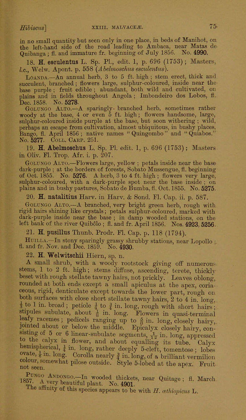 in no small quantity but seen only in one place, in beds of Manihot, on the left-hand side of the road leading to Ambaca, near Matas de Quibanga ; fl. and immature fr. beginning of July 1856. No. 4990. 18. H. esculentus L. Sp. PL, edit. 1, p. 696 (1753); Masters, l.c., Welw. Apont. p. 558 (A belmoschus esculentus). Loanda.—An annual herb, 3 to 5 ft. high ; stem erect, thick and succulent, branched; flowers large, sulphur-coloured, inside near the base purple ; fruit edible ; abundant, both wild and cultivated, on plains and in fields throughout Angola ; Imbondeiro dos Lobos, fl. Dec. 1858. No. 5278. Golungo At,to.—A sparingly- branched herb, sometimes rather woody at the base, 4 or even 5 ft. high; flowers handsome, large, sulphur-coloured inside purple at the base, but soon withering ; wild, perhaps an escape from cultivation, almost ubiquitous, in bushy places, Bango, fl. April 1856; native names “Quingombo” and “ Quiabos.” No. 5277. Coll. Carp. 251. 19. H. Abelmoschus L. Sp. PI. edit. 1, p. 696 (1753); Masters in Oliv. PI. Trop. Afr. i. p. 207. Golungo Alto.—Flowers large, yellow ; petals inside near the base dark-purple ; at the borders of forests, Sobato Mussengue, fl. beginning of Oct. 1855. No. 5276. A herb, 3 to 4 ft. high ; flowers very large, sulphur-coloured, with a dark-purple spot near the base inside ; on plains and in bushy pastures, Sobato de Bumba, fl. Oct. 1855. No. 5275. 20. H. natalitius Harv. in Harv. & Sond. Fl. Cap. ii. p. 587. Golungo Alto.—A branched, very bright green herb, rough with rigid hairs shining like crystals; petals sulphur-coloured, marked with dark-purple inside near the base ; in damp wooded stations, on the left bank of the river Quibolo ; fl. and fr. April 1856. Nos. 4923, 5256. 21. H. pusillus Thunb. Prodr. Fl. Cap. p. 118 (1794). Huilla.—In stony sparingly grassy shrubby stations, near Lopollo ; fl. and fr. Nov. and Dec. 1859. No. 4930. 22. H. Welwitschii Hiern, sp. n. A small shrub, with a woody rootstock giving off numerous stems, 1 to 2 ft. high; stems diffuse, ascending, terete, thickly beset with rough stellate tawny hairs, not prickly. Leaves oblong, rounded at both ends except a small apiculus at the apex, coria- ceous, rigid, denticulate except towards the lower part, rough on both surfaces with close short stellate tawny hairs, 2 to 4 in. Ion. 3 to 1 in. broad; petiole y to in. long, rough with short hairs; stipules subulate, about g in. long. Flowers in quasi-terminal leafy racemes; pedicels ranging up to f in. long, closely hairy, jointed about or below the middle. Epicalyx closely hairy, con- sisting of 5 or 6 linear-subulate segments, yh in> long, appressed to the calyx m flower, and about equalling its tube. Calyx emisp^ encal, | in. long, rather deeply 5-cleft, tomentose; lobes va e, ^ in. long. Corolla nearly | in. long, of a brilliant vermilion colour, somewhat pilose outside. Style 5-lobed at the apex. Fruit not seen. 1 1857DNGA vtNDnNG°;^:I,n ,wooded thickets, near Quitage ; fl. March TL Very beautiful plant. No. 4901. J.ne affinity of this species appears to be with II. cethiopicus L.