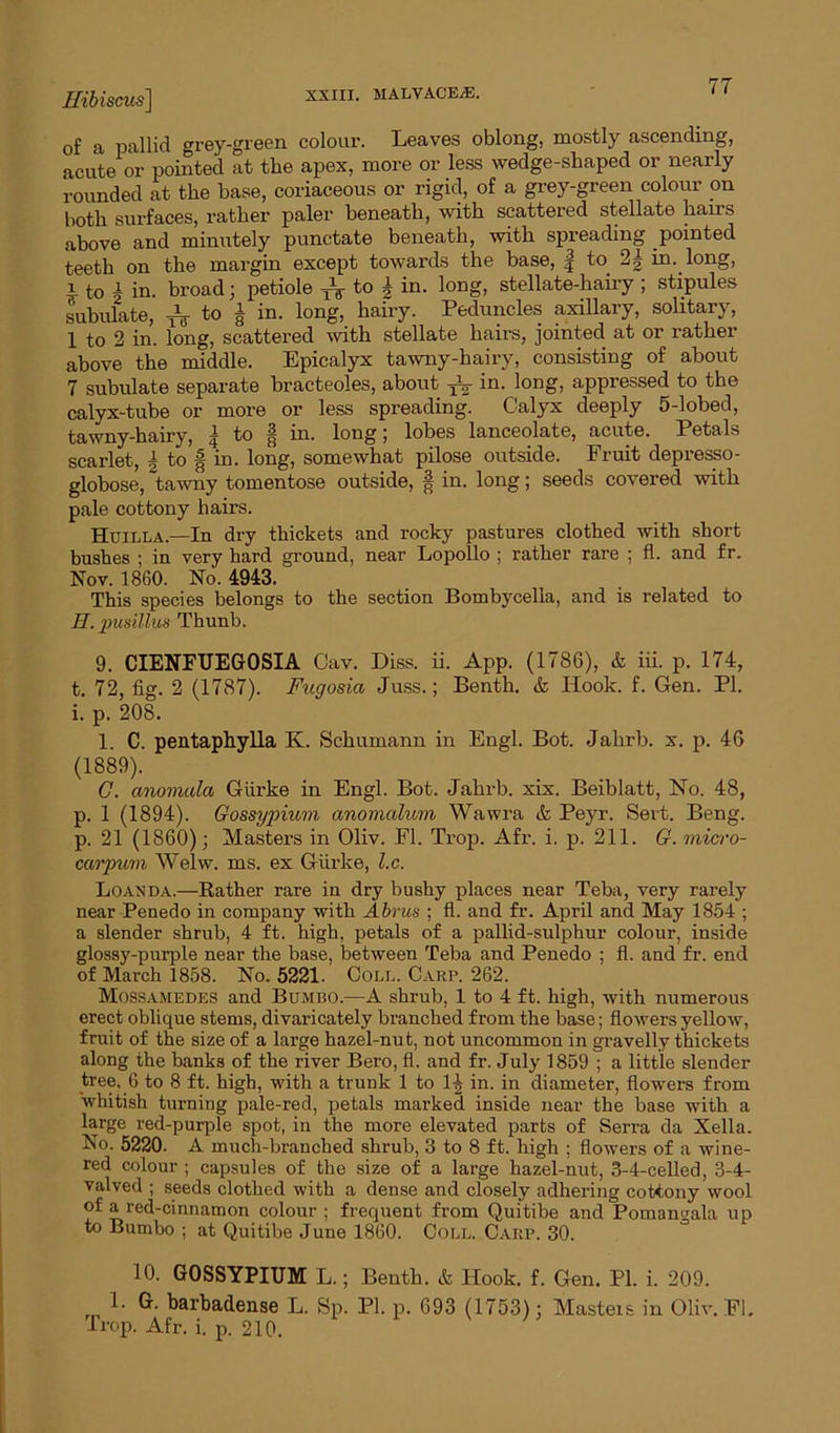 Hibiscus] XXXII. MALVACE/E. ‘ ' of a pallid grey-green colour. Leaves oblong, mostly ascending, acute or pointed at the apex, more or less wedge-shaped or nearly rounded at the base, coriaceous or rigid, of a grey-green colour on both surfaces, rather paler beneath, with scattered stellate hairs above and minutely punctate beneath, with spreading pointed teeth on the margin except towards the base, f to. 2| in., long, i to i in. broad; petiole T\- to k in. long, stellate-hairy ; stipules subulate, i to i in. long, hairy- Peduncles axillary, solitary, 1 to 2 in. long, scattered with stellate hairs, jointed at or rather above the middle. Epicalyx tawny-hairy, consisting of about 7 subulate separate bracteoles, about -jV in. long, appressed to the calyx-tube or more or less spreading. Calyx deeply 5-lobed, tawny-hairy, | to § in. long; lobes lanceolate, acute. Petals scarlet, 4 to § in. long, somewhat pilose outside. Fruit depresso- globose, tawny tomentose outside, § in. long; seeds covered with pale cottony hairs. Huilla.—In dry thickets and rocky pastures clothed with short bushes ; in very hard ground, near Lopollo ; rather rare ; fl. and fr. Nov. 1860. No. 4943. This species belongs to the section Bombycella, and is related to H. pusillus Thunb. 9. CIENFUEGOSIA Cav. Diss. ii. App. (1786), & iii. p. 174, t. 72, fig. 2 (1787). Fitgosia Juss.; Benth. & Hook. f. Gen. PI. i. p. 208. 1. C. pentaphylla K. Schumann in Engl. Bot. Jahrb. x. p. 46 (1889). C. anomula Giirke in Engl. Bot. Jahrb. xix. Beiblatt, No. 48, p. 1 (1894). Gossypium anomcdum Wawra & Peyr. Sert. Beng. p. 21 (1860); Masters in Oliv. Fl. Trop. Afr. i. p. 211. G. micro- carpum Welw. ms. ex Giirke, lx. Loanda.—Rather rare in dry bushy places near Teba, very rarely near Penedo in company with Abrus ; fl. and fr. April and May 1854 ; a slender shrub, 4 ft. high, petals of a pallid-sulphur colour, inside glossy-purple near the base, between Teba and Penedo ; fl. and fr. end of March 1858. No. 5221. Coll. Carp. 262. Mossamedes and Bumbo.—A shrub, 1 to 4 ft. high, with numerous erect oblique stems, divaricately branched from the base; flowers yellow, fruit of the size of a large hazel-nut, not uncommon in gravelly thickets along the banks of the river Bero, fl. and fr. July 1859 ; a little slender tree, 6 to 8 ft. high, with a trunk 1 to 1^ in. in diameter, flowers from whitish turning pale-red, petals marked inside near the base with a large red-purple spot, in the more elevated parts of Serra da Xella. No. 5220- A much-branched shrub, 3 to 8 ft. high ; flowers of a wine- red colour ; capsules of the size of a large hazel-nut, 3-4-celled, 3-4- valved ; seeds clothed with a dense and closely adhering cottony wool of a red-cinnamon colour ; frequent from Quitibe and Pomanoala up to Bumbo ; at Quitibe June 1860. Coll. Carp. 30. 10. GOSSYPIUM L.; Benth. & Hook. f. Gen. PI. i. 209. 1. G. barhadense L. Sp. PI. p. 693 (1753); Masters in Oliv. Fl. Prop. Afr. i. p. 210.