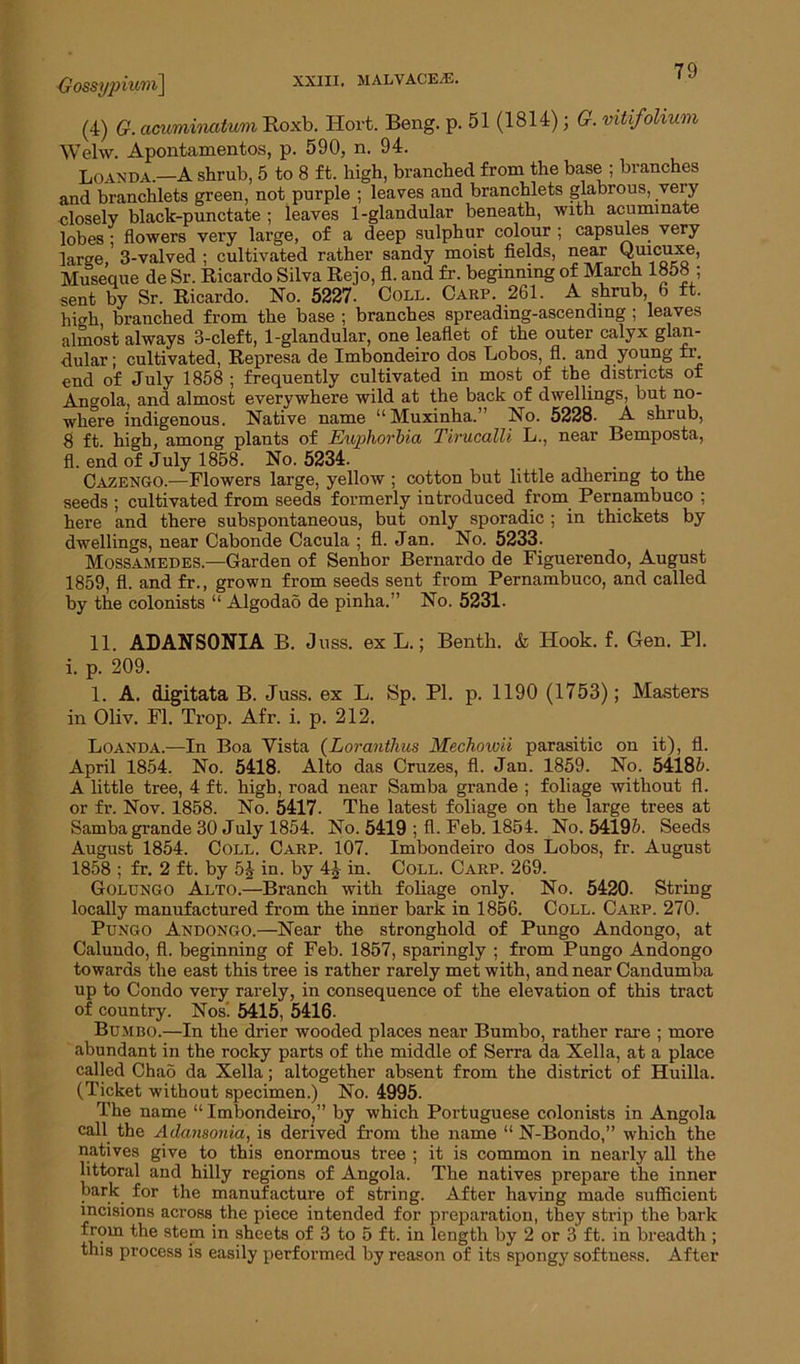 Gossyjnuru] (4) G. acuminatum Roxb. Hort. Beng. p. 51 (1814); G. mUfolium Welw. Apoxitamentos, p. 590, n. 94. Loanda.—A shrub, 5 to 8 ft. high, branched from the base ; branches and branchlets green, not purple ; leaves and branchlets glabrous, very closely black-punctate ; leaves 1-glandular beneath, with acuminate lobes • flowers very large, of a deep sulphur colour ; capsules very large,' 3-valved ; cultivated rather sandy moist fields, near Quicuxe, Museque de Sr. Ricardo Silva Rejo, fl. and fr. beginning of March 1858; sent by Sr. Ricardo. No. 5227. Coll. Carp. 261. A shrub, 6 ft. high, branched from the base ; branches spreading-ascending ; leaves almost always 3-cleft, 1-glandular, one leaflet of the outer calyx glan- dular ; cultivated, Represa de Imbondeiro dos Lobos, fl. and young fr. end of July 1858 ; frequently cultivated in most of the districts of Angola, and almost everywhere wild at the back of dwellings, but no- where indigenous. Native name “Muxinha.” No. 5228. A shrub, 8 ft high, among plants of Euphorbia Tirucalli L., near Bemposta, fl. end of July 1858. No. 5234. Cazengo.—Flowers large, yellow ; cotton but little adhering to the seeds ; cultivated from seeds formerly introduced from Pernambuco ; here and there subspontaneous, but only sporadic ; in thickets by dwellings, near Cabonde Cacula ; fl. Jan. No. 5233. Mossamedes.—Garden of Senhor Bernardo de Figuerendo, August 1859, fl. and fr., grown from seeds sent from Pernambuco, and called by the colonists “ Algodad de pinha.” No. 5231. 11. ADANSONTA B. Juss. ex L.; Benth. & Hook. f. Gen. PI. i. p. 209. 1. A. digitata B. Juss. ex L. Sp. PI. p. 1190 (1753); Masters in Oliv. Fl. Trop. Afr. i. p. 212. Loanda.—In Boa Vista (Loranthus Mechowii parasitic on it), fl. April 1854. No. 5418. Alto das Cruzes, fl. Jan. 1859. No. 54185. A little tree, 4 ft. high, road near Samba grande ; foliage without fl. or fr. Nov. 1858. No. 5417. The latest foliage on the large trees at Samba grande 30 July 1854. No. 5419 ; fl. Feb. 1854. No. 54195. Seeds August 1854. Coll. Carp. 107. Imbondeiro dos Lobos, fr. August 1858 ; fr. 2 ft. by 5J in. by 4J in. Coll. Carp. 269. Golxjngo Alto.—Branch with foliage only. No. 5420. String locally manufactured from the inner bark in 1856. Coll. Carp. 270. Pungo Andongo.—Near the stronghold of Pungo Andongo, at Caluudo, fl. beginning of Feb. 1857, sparingly ; from Pungo Andongo towards the east this tree is rather rarely met with, and near Candumba up to Condo very rarely, in consequence of the elevation of this tract of country. Nosi 5415, 5416. Bumbo.—In the drier wooded places near Bumbo, rather rare ; more abundant in the rocky parts of the middle of Serra da Xella, at a place called Chao da Xella; altogether absent from the district of Huilla. (Ticket without specimen.) No. 4995. The name “ Imbondeiro,” by which Portuguese colonists in Angola call the Adansonia, is derived from the name “ N-Bondo,” which the natives give to this enormous tree ; it is common in nearly all the littoral and hilly regions of Angola. The natives prepare the inner hark for the manufacture of string. After having made sufficient incisions across the piece intended for preparation, they strip the bark from the stem in sheets of 3 to 5 ft. in length by 2 or 3 ft. in breadth ; this process is easily performed by reason of its spongy softness. After