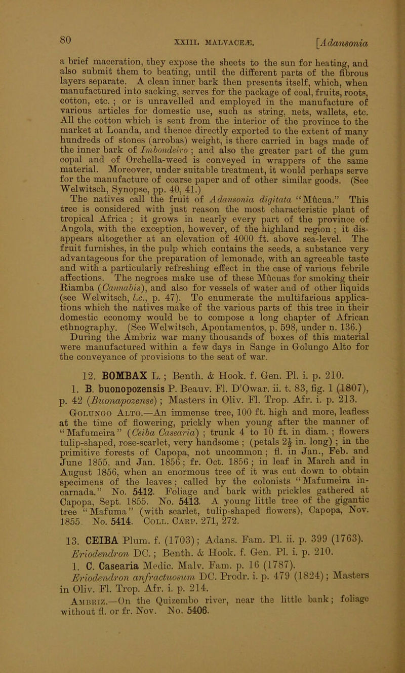 a brief maceration, they expose the sheets to the sun for heating, and also submit them to beating, until the different parts of the fibrous layers separate. A clean inner bark then presents itself, which, when manufactured into sacking, serves for the package of coal, fruits, roots, cotton, etc. ; or is unravelled and employed in the manufacture of various articles for domestic use, such as string, nets, wallets, etc. All the cotton which is sent from the interior of the province to the market at Loanda, and thence directly exported to the extent of many hundreds of stones (arrobas) weight, is there carried in bags made of the inner bark of Imbondeiro ; and also the greater part of the gum copal and of Orchella-weed is conveyed in wrappers of the same material. Moreover, under suitable treatment, it would perhaps serve for the manufacture of coarse paper and of other similar goods. (See Welwitsch, Synopse, pp. 40, 41.) The natives call the fruit of Adansonia digitata “ Mucua.” This tree is considered with just reason the most characteristic plant of tropical Africa ; it grows in nearly every part of the province of Angola, with the exception, however, of the highland region ; it dis- appears altogether at an elevation of 4000 ft. above sea-level. The fruit furnishes, in the pulp which contains the seeds, a substance very advantageous for the preparation of lemonade, with an agreeable taste and with a particularly refreshing effect in the case of various febrile affections. The negroes make use of these Mficuas for smoking their Riamba (Cannabis), and also for vessels of water and of other liquids (see Welwitsch, l.c., p. 47). To enumerate the multifarious applica- tions which the natives make of the various parts of this tree in their domestic economy would be to compose a long chapter of African ethnography. (See Welwitsch, Apontamentos, p. 598, under n. 136.) During the Ambriz war many thousands of boxes of this material were manufactured within a few days in Sange in Grolungo Alto for the conveyance of provisions to the seat of war. 12. B0MBAX L.; Benth. & Hook. f. Gen. PI. i. p. 210. 1. B. buonopozensis P. Beauv. FI. D’Owar. ii. t. 83, fig. 1 (1807), p. 42 (Buonapozense); Masters in Oliv. FI. Trop. Afr. i. p. 213. Golungo Alto.—An immense tree, 100 ft. high and more, leafless at the time of flowering, prickly when young after the manner of “Mafumeira” (Ceiba Casearia) ; trunk 4 to 10 ft. in diam. ; flowers tulip-shaped, rose-scarlet, very handsome ; (petals 2£ in. long) ; in the primitive forests of Capopa, not uncommon; fl. in Jan., Feb. and June 1855, and Jan. 1856 ; fr. Oct. 1856 ; in leaf in March and in August 1856, when an enormous tree of it was cut down to obtain specimens of the leaves; called by the colonists “ Mafumeira in- carnada.” No. 5412- Foliage and bark with prickles gathered at Capopa, Sept. 1855. No. 5413. A young little tree of the gigantic tree “Mafuma” (wdth scarlet, tulip-shaped flowers), Capopa, Nov. 1855. No. 5414. Coll. Carp. 271, 272. 13. CEIBA Plum. f. (1703); Adans. Fam. PI. ii. p. 399 (1763). Eriodendron DC.; Benth. & Hook. f. Gen. PI. i. p. 210. 1. C. Casearia Medic. Malv. Fam. p. 16 (1787). Eriodendron cinfractuosum DC. Prodr. i. p. 479 (1824); Masters in Oliv. Fl. Trop. Afr. i. p. 214. Ambriz.—On the Quizembo river, near the little bank; foliage without fl. or fr. Nov. No. 5406.