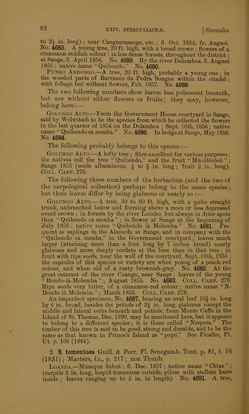 to 24 in. long) ; near Canguerasange, etc. ; fl. Oct. 1854, fr. August. No. 4685. A young tree, 20 ft. high, with a broad crown ; flowers of a cinnamon-reddish colour ; in less dense forests, throughout the district; at Sange, fl. April 1856. No. 4689. By the river Delamboa, fl. August 1856 ; native name “ Quibondo.” No. 4690. Pungo Andongo.—A tree, 20 ft. high, probably a young one ; in the wooded parts of Barranco da Pedra Songue within the citadel; with foliage but without flowers, Feb. 1857. No. 4688. The two following numbers show leaves less pubescent beneath, but are without either flowers or fruits; they may, however, belong here:— Golungo Alto.—From the Government House courtyard in Sange, said by Welwitsch to be the species from which he collected the flowers in the last quarter of 1854 on the Delamboa ; Sept. 10th, 1856 ; native name “ Quibondo ca menha.” No. 4686. In hedge at Sange, May 1856. No. 4684. The following probably belongs to this species:— Golungo Alto.—A lofty tree ; fibre excellent for various purposes; the natives call the tree “Quibondo,” and the fruit “Mucolococo” ; Sange 1855 (seeds albuminous, 4 to § in. long; fruit 2 in. long). Coll. Carp. 276. The following three numbers of the herbarium (and the two of the carpological collection) perhaps belong to the same species; but their leaves differ by being glabrous or nearly so :— Golungo Alto.—A tree, 30 to 60 ft. high, with a quite straight trunk, unbranched below and forming above a more or less depressed ovoid crown ; in forests by the river Luinho, but always in drier spots than “ Quibondo ca menha ” ; in flower at Sange at the beginning of July 1856 ; native name “ Quibondo iii Molemba.” No. 4681. Fre- quent as saplings in the Alameda at Sange, and in company with the “ Quibondo ca menha,” in the Government courtyard; leaves much larger (attaining more than a foot long by 7 inches broad) nearly glabrous and more deeply cordate at the base than in that tree ; in fruit with ripe seeds, near the wall of the courtyard, Sept. 10th, 1856 ; the capsules of this species or variety are when young of a peach-red colour, and when old of a rusty brownish-grey. No. 4682. At the great cataract of the river Cuango, near Sange; leaves of the young “ Bondo-ih-Molemba ” ; August 1855. No. 4683. Coll. Carp. 279. Ripe seeds very bitter, of a cinnamon-red colour ; native name “ N- Bondo ia Molemba” ; March 1856. Coll. Carp. 278. An imperfect specimen, No. 4687, bearing an oval leaf 10£ in. long by 6 in. broad, besides the petiole of 3£ in. long, glabrous except the middle and lateral veins beneath and petiole, from Monte Caffe in the Island of St. Thomas, Dec. 1890, may be mentioned here, but it appears to belong to a different species; it is there called “ Nespera.’’ The timber of this tree is said to be good, strong and durable, and to be the same as that known in Prince’s Island as “pop<5.” See Ficalho, PI. Ut. p. 106 (1884). 2. S. tomentosa Guill. & Perr. Fl. Senegamb. Tent. p. 81, t. 16 (1831); Masters, l.c., p. 217 ; non Thunb. Loanda.—Museque Schut ; fl. Dec. 1857 ; native name “ Chixe ” ; (carpels 3 in. long, hispid-tomentose outside, pilose with stellate hairs inside ; leaves ranging up to 5 in. in length). No. 4691. A tree,