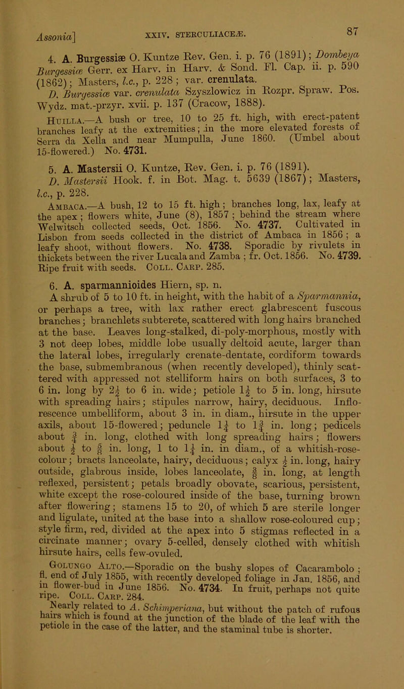 4. A. Bui'gessiae 0. Kuntze Rev. Gen. i. p. 7G (1891); Dombeya Burgesme Gerr. ex Harv. in Harv. & Sond. FI. Cap. li. p. 590 (1862); Masters, l.c., p. 228 ; var. crenulata. D. Burgessice var. crenulata Szyszlowicz m Rozpr. Spraw. Ros. Wydz. mat.-przyr. xvii. p. 137 (Cracow, 1888). Huilla.—A bush or tree, 10 to 25 ft. high, with erect-patent branches leafy at the extremities; .in the more elevated forests of Serra da Xella and near Mumpulla, June 1860. (Umbel about 15-flowered.) No. 4731. 5. A. Mastersii O. Kuntze, Rev. Gen. i. p. 76 (1891). D. Mastersii Hook. f. in Bot. Mag. t. 5639 (186/); Masters, l.c., p. 228. Ambaca—A bush, 12 to 15 ft. high ; branches long, lax, leafy at the apex ; flowers white, June (8), 1857 ; behind the stream where Welwitsch collected seeds, Oct. 1856. No. 4737. Cultivated in Lisbon from seeds collected in the district of Ambaca in 1856 ; a leafy shoot, without flowers. No. 4738. Sporadic by rivulets in thickets between the river Lucala and Zamba ; fr. Oct. 1856. No. 4739. Ripe fruit with seeds. Coll. Carp. 285. 6. A. sparmannioides Hiern, sp. n. A shrub of 5 to 10 ft. in height, with the habit of a Sparmannia, or perhaps a tree, with lax rather erect glabrescent fuscous branches; branchlets subterete, scattered with long hairs branched at the base. Leaves long-stalked, di-poly-morphous, mostly with 3 not deep lobes, middle lobe usually deltoid acute, larger than the lateral lobes, irregularly crenate-dentate, cordiform towards the base, submembranous (when recently developed), thinly scat- tered with appressed not stelliform hairs on both surfaces, 3 to 6 in. long by 2f to 6 in. wide; petiole If to 5 in. long, hirsute with spreading hairs; stipules narrow, hairy, deciduous. Inflo- rescence umbelliform, about 3 in. in diam., hirsute in the upper axils, about 15-flowered; peduncle If to If in. long; pedicels about f in. long, clothed with long spreading hairs; flowers about g to | in. long, 1 to If in. in diam., of a whitish-rose- colour ; bracts lanceolate, hairy, deciduous; calyx f in. long, hairy outside, glabrous inside, lobes lanceolate, | in. long, at length reflexed, persistent; petals broadly obovate, scarious, persistent, white except the rose-coloured inside of the base, turning brown after flowering; stamens 15 to 20, of which 5 are sterile longer and ligulate, united at the base into a shallow rose-coloured cup; style firm, red, divided at the apex into 5 stigmas reflected in a circinate manner; ovary 5-celled, densely clothed with whitish hirsute hairs, cells few-ovuled. Golungo Alto.—Sporadic on the bushy slopes of Cacai'ambolo ; fl. end of July 1855, with recently developed foliage in Jan. 1856, and in flower-bud in June 1856. No. 4734. In fruit, perhaps not quite ripe. Coll. Carp. 284. Nearly related to A. Schimperiana, but without the patch of rufous hairs which is found at the junction of the blade of the leaf with the petiole in the case of the latter, and the staminal tube is shorter.