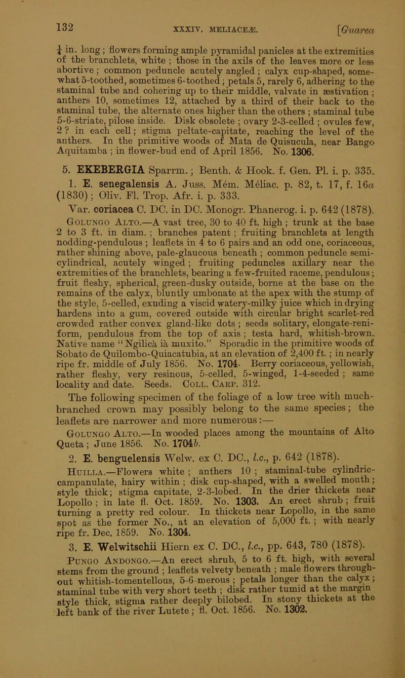 1 in. long; flowers forming ample pyramidal panicles at the extremities of the branchlets, white ; those in the axils of the leaves more or less abortive ; common peduncle acutely angled ; calyx cup-shaped, some- what 5-toothed, sometimes 6-toothed; petals 5, rarely 6, adhering to the staminal tube and cohering up to their middle, valvate in aestivation ; anthers 10, sometimes 12, attached by a third of their back to the staminal tube, the alternate ones higher than the others ; staminal tube 5-6-striate, pilose inside. Disk obsolete ; ovary 2-3-celled ; ovules few, 2 ? in each cell; stigma peltate-capitate, reaching the level of the anthers. In the primitive woods of Mata de Quisucula, near Bango Aquitamba ; in flower-bud end of April 1856. No. 1306. 5. EKEBERGIA Sparrm.; Benth. & Hook. f. Gen. PI. i. p. 335. 1. E. senegalensis A. Juss. Mem. Meliac. p. 82, t. 17, f. 16a (1830); Oliv. FI. Trop. Afr. i. p. 333. Var. coriacea C. DC. in DO. Monogr. Phanerog. i. p. 642 (1878). Golungo Alto.—A vast tree, 30 to 40 ft. high ; trunk at the base 2 to 3 ft. in diam. ; branches patent ; fruiting branchlets at length nodding-pendulous ; leaflets in 4 to 6 pairs and an odd one, coriaceous, rather shining above, pale-glaucous beneath ; common peduncle semi- cylindrical, acutely winged; fruiting peduncles axillary near the extremities of the branchlets, bearing a few-fruited raceme, pendulous; fruit fleshy, spherical, green-dusky outside, borne at the base on the remains of the calyx, bluntly umbonate at the apex with the stump of the style, 5-celled, exuding a viscid watery-milky juice which in drying hardens into a gum, covered outside with circular bright scarlet-red crowded rather convex gland-like dots ; seeds solitary, elongate-reni- form, pendulous from the top of axis ; testa hard, whitish-brown. Native name “ Ngilica ik muxito.” Sporadic in the primitive woods of Sobato de Quilombo-Quiacatubia, at an elevation of 2,400 ft.; in nearly ripe fr. middle of July 1856. No. 1704. Berry coriaceous, yellowish, rather fleshy, very resinous, 5-celled, 5-winged, 1-4-seeded ; same locality and date. Seeds. Coll. Cakp. 312. The following specimen of the foliage of a low tree with much- branched crown may possibly belong to the same species; the leaflets are narrower and more numerous:— Golungo Alto.—In wooded places among the mountains of Alto Queta ; June 1856. No. 17045. 2. E. benguelensis Welw. ex O. DO., l.c., p. 642 (1878). Huilla.—Flowers white ; anthers 10 ; staminal-tube cylindric- campanulate, hairy within ; disk cup-shaped, with a swelled mouth ; style thick; stigma capitate, 2-3-lobed. In the drier thickets near Lopollo ; in late fl. Oct. 1859. No. 1303. An erect shrub ; fruit turning a pretty red colour. In thickets near Lopollo, in the same spot as the former No., at an elevation of 5,000 ft. ; with nearly ripe fr. Dec. 1859. No. 1304. 3. E. Welwitschii ITiern ex C. DC., l.c., pp. 643, 780 (1878). Pungo Andongo.—An erect shrub, 5 to 6 ft. high, with several stems from the ground ; leaflets velvety beneath ; male flowers through- out whitish-tomentellous, 5-6-merous ; petals longer than the calyx; staminal tube with very short teeth ; disk rather tumid at the margin style thick, stigma rather deeply bilobed. In stony thickets at the left bank of the river Lutete ; fl. Oct. 1856. No. 1302.
