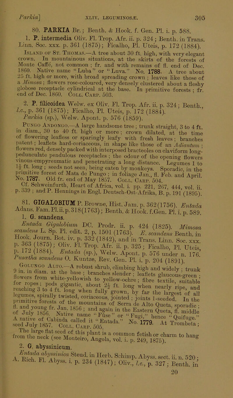 80. PARKIA Br.; Benth. & Hook. f. Gen. PI. i. p. 588. 1. P. intermedia Oliv. FI. Trop. Afr. ii. p. 324; Benth. in Trans. Linn. Soc. xxx. p. 3G1 (1875); Ficalho, PI. Uteis, p. 172 (1884). Island of St. Thomas.—A tree about 30 ft. high, with very elegant crown. In mountainous situations, at the skirts of the forests of Monte Caff6, not common ; fr. and with remains of fl. end of Dec. I860. Native name “Luba” or “Luva.” No. 1788. A tree about 25 ft. high or more, with broad spreading crown ; leaves like those of a .1 f/mosa ; flowers rose-coloured, very densely clustered about a fleshy globose receptacle cylindrical at the base. In primitive forests : fr end of Dec. 1860. Coll. Carp. 503. 2. P. filicoidea Welw. ex Oliv. Fl. Trop. Afr. ii. p. 324; Benth. I. c., p. 361 (1875); Ficalho, PI. Uteis, p. 172 (1884). Parkia (sp.), Welw. Apont. p. 576 (1859). Pungo Andongo.—A large handsome tree ; trunk straight, 3 to 4 ft. m diam., 30 to 40 ft. high or more; crown dilated, at’the time of flowering leafless or sparingly leafy with fresh leaves ; branches patent; leaflets hard-coriaceous, in shape like those of an Adiantum ■ flowers red, densely packed with interposed bracteoles on claviform long- pedunculate pendulous receptacles ; the odour of the opening flowers II, n°US;empyreumatic and Penetrating a long distance. Legumes 1 to lo ft. long ; seeds not seen, being eaten by monkeys. Sporadic, in the fo™^ 0f Mata de PllnS° ; in foliage Jan., fl. Feb. and April No 1787. Old fr. end of May 1857. Coll. Carp. 504. P „ CL Schweinfiirth, Heart of Africa, vol. i. pp. 221, 267, 444, vol. ii. p. ooJ , and P. Hennings in Engl. Deutsch-Ost-Afrika, B. p. 191 (1895). 8L GpALOBIUM P. Browne, Hist. Jam. p. 362(1756). Entcula Adans. Fam.Pl.n.p.318(1763); Benth. &Hook. f.Gen. PI. i. p. 589. 1. G. scandens. Entada Gigalobium DC. Prodr. ii. p. 424 (1825). Mimosa smndens L. Sp PI edit. 2, p. 1501 (1763). E. scandens Benth. in , 3°r3 S Bnr ^ f2 <1842)’ and in Trans. Linn. Soc. xxx. ' m isIX’ °i1V; f- Tnf^V' ll 325 i Kcalho, PI. Uteis, p. H (1884) Entada (sp.), Welw. Apont. p. 576 under n 176 1 uscet/ia scandens O. Kuntze, Rev. Gen. PI. i. p. 204 (1891). Golungo Alto —A robust shrub, climbing high and widely • trunk 9 in. in dram, at the base ; branches slender; leaflets glaucous-meen flowers from white-yellowish to yellow-ochre; fibre textile 1suitable for ropes ; pods gigantic, about 24 ft. long when nearly ripe and reaching 3 to 4 ft. long when fully-grown, by far t^laLTof all egumes, spirally twisted, coriaceous jointed • joints 1-seeded Tn +L primitive forests of the mountains of Serra’deAll, Quel ££&*£***■ 2. G. abyssinicum. A f ““.Steud. in Herb. Schimp. Abyss, sect. ii. n. 520 • A. R.ch. Fl. Abyss, i. p. 234 (1847); Oliv.! U, p. 327; Benthiin 20
