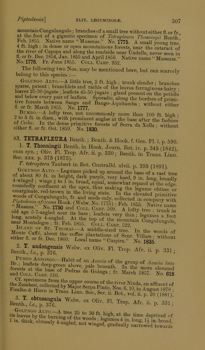mountain Cungulungulo ; branches of a small tree without either fl. or fr at the foot of a gigantic specimen of Tetrapleura Thonninqii Benth ’ Feb. 1855. Native name “Musenze.” No. 1775. A small young tree’ 4 ft. high ; in dense or open mountainous forests, near the cataract of the river of Capopa and along the roadside near Undelle, never seen in fl. or fr. Dec. 1854, Jan. 1855 and April 1856. Native name “ Musenze ” *o. 1776. Fr. June 1855. Coll. Carp. 952. The following two Nos. may be mentioned here, but can scarcely belong to this species :— J Golungo Alto. A little tree, 5 ft. high ; trunk slender; branches sparse patent; branchlets and rachis of the leaves ferruginous-hairy • leaves 25-30-]ugate ; leaflets 45-50-jugate ; gland present on the petiole and below every pair of leaflets. Sporadic, along the borders of primi- Nogei77n7d BanS°-A<luitamba; either o £ lo% tree> not uncommonly more than 100 ft. high • 5,ft' lnTdlT-’ ,with Promment angles at the base after the fashion °f ^ daXe”a; With0Ut 83. TETRAPLEURA Benth.; Bentb. & Hook. f. Gen. PI. i. p. 590. 1. T. Thonningii Benth. in Hook. Journ. Bot. iv. p 345 (18421 cum syn.; OHv Fl Trop. Afr. ii. p. 330; Bentb. in Trans. Linn boc. xxx. p. 375 (1875). 7. tetraptera Taubert in Bot. Centralbl. xlvii. p. 395 (1891) ?cked l’P around the base of a vast tree of about 80 ft. in height, dark purple, very hard, 9 in. long broadlv 4-winged ; wings f to 1 m. broad, equal, somewhat repand at the edge roundedly confluent at the apex, thus making the legume obtuse °or emargmate, red-brown in the living state. In the elevated primitive woods of Cungulungulo, fr. and seeds only, collected in company with Piptadema afncana Hook. (Welw No 1775 ) • IVh i qke v ^ “Muanza.” no. 1750 ant CoLm Carp! 509 Aillt\Vee Benth1,' “pnfriS WelW' “ °HV- Tl°P- Afr- “• P- Ml; theZamtesTcollected wETT?.™'Ninda' ““ of Benth1' ^ 6X °'iT- Tr°P- ^r. ii. p. 331; its^eaves'by the buTntntof thet0 3? ft; hi^h> at the time deprived of 1 in-