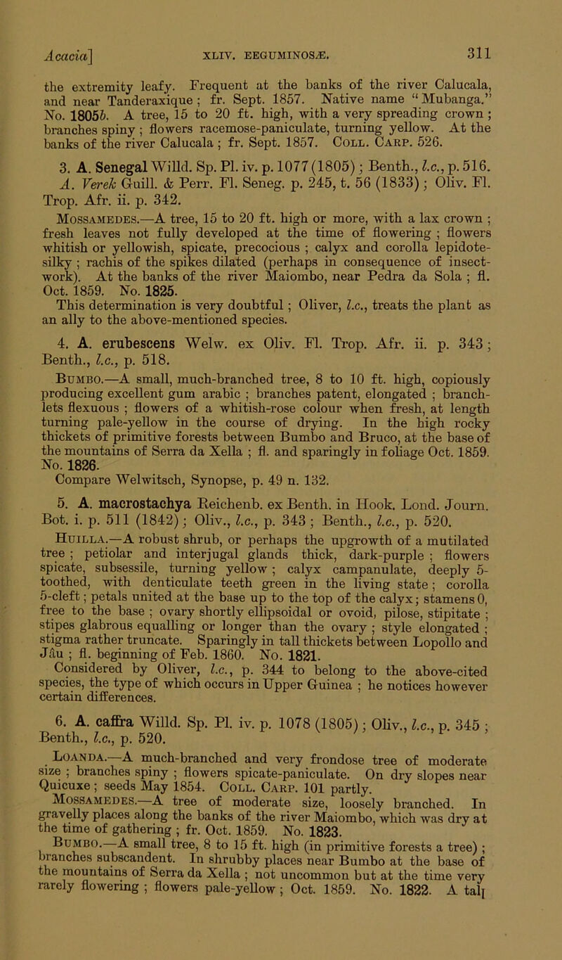 the extremity leafy. Frequent at the hanks of the river Calucala, and near Tanderaxique ; fr. Sept. 1857. Native name “ Mubanga.” No. 18056. A tree, 15 to 20 ft. high, with a very spreading crown ; branches spiny ; flowers racemose-paniculate, turning yellow. At the banks of the river Calucala ; fr. Sept. 1857. Coll. Carp. 526. 3. A. Senegal Willd. Sp. PI. iv. p. 1077 (1805); Benth., l.c., p. 516. A. Verek Guill. & Perr. FI. Seneg. p. 245, t. 56 (1833); Oliv. FI. Trop. Afr. ii. p. 342. Mossamedes.—A tree, 15 to 20 ft. high or more, with a lax crown ; fresh leaves not fully developed at the time of flowering ; flowers whitish or yellowish, spicate, precocious ; calyx and corolla lepidote- silky ; rachis of the spikes dilated (perhaps in consequence of insect- work). At the banks of the river Maiombo, near Pedra da Sola ; fl. Oct. 1859. No. 1825. This determination is very doubtful; Oliver, l.c., treats the plant as an ally to the above-mentioned species. 4. A. erubeseens Welw. ex Oliv. Fl. Trop. Afr. ii. p. 343; Bentli., l.c., p. 518. Bumbo.—A small, much-branched tree, 8 to 10 ft. high, copiously producing excellent gum arabic ; branches patent, elongated ; branch- lets flexuous ; flowers of a whitish-rose colour when fresh, at length turning pale-yellow in the course of drying. In the high rocky thickets of primitive forests between Bumbo and Bruco, at the base of the mountains of Serra da Xella ; fl. and sparingly in foliage Oct. 1859. No. 1826. Compare Welwitsch, Synopse, p. 49 n. 132. 5. A. macrostachya Reichenb. ex Benth. in Hook. Bond. Journ. Bot. i. p. 511 (1842); Oliv., l.c., p. 343 ; Benth., l.c., p. 520. Huilla.—A robust shrub, or perhaps the upgrowth of a mutilated tree ; petiolar and inter jugal glands thick, dark-purple ; flowers spicate, subsessile, turning yellow ; calyx campanulate, deeply 5- toothed, with denticulate teeth green in the living state; corolla 5-cleft; petals united at the base up to the top of the calyx; stamens0, free to the base ; ovary shortly ellipsoidal or ovoid, pilose, stipitate ; stipes glabrous equalling or longer than the ovary ; style elongated ; stigma rather truncate. Sparingly in tall thickets between Lopollo and Jau ; fl. beginning of Feb. 1860. No. 1821. Considered by Oliver, l.c., p. 344 to belong to the above-cited species, the type of which occurs in Upper Guinea ; he notices however certain differences. 6. A. caffra Willd. Sp. PI. iv. p. 1078 (1805); Oliv., l.c., p. 345 ; Benth., l.c., p. 520. Loan DA.—A much-branched and very frondose tree of moderate size ; branches spiny ; flowers spicate-paniculate. On dry slopes near Quicuxe; seeds May 1854. Coll. Carp. 101 partly. Mossamedes. A tree of moderate size, loosely branched. In gravelly places along the banks of the river Maiombo, which was dry at the time of gathering ; fr. Oct. 1859. No. 1823. Bumbo. A small tree, 8 to 15 ft. high (in primitive forests a tree) ; branches subscandent. In shrubby places near Bumbo at the base of the mountains of Serra da Xella ; not uncommon but at the time very rarely flowering ; flowers pale-yellow ; Oct. 1859. No. 1822. A talj