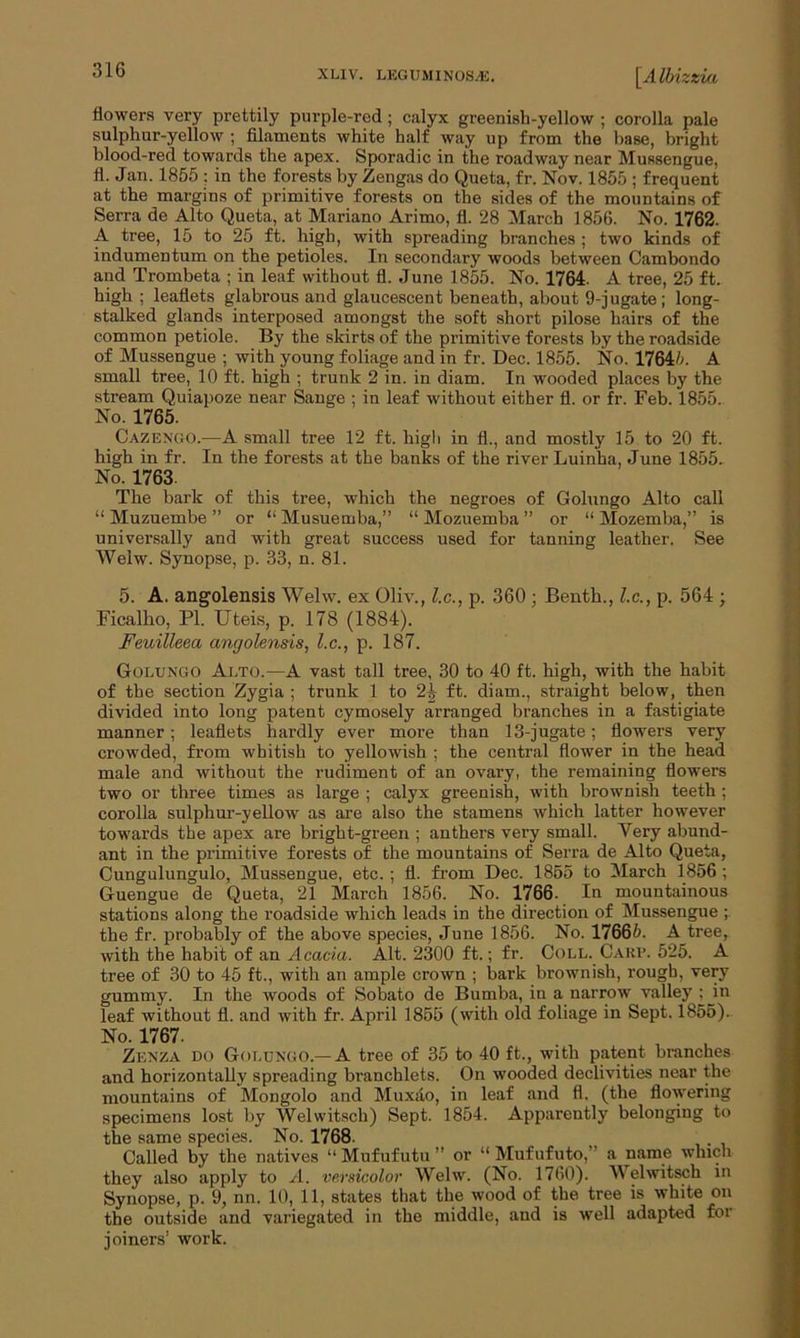 flowers very prettily pnrple-red; calyx greenish-yellow ; corolla pale sulphur-yellow ; filaments white half way up from the base, bright blood-red towards the apex. Sporadic in the roadway near Mussengue, fl. Jan. 1855 ; in the forests by Zengas do Queta, fr. Nov. 1855 ; frequent at the margins of primitive forests on the sides of the mountains of Serra de Alto Queta, at Mariano Arimo, fl. 28 March 1856. No. 1762. A tree, 15 to 25 ft. high, with spreading branches ; two kinds of indumentum on the petioles. In secondary woods between Cambondo and Trombeta ; in leaf without fl. June 1855. No. 1764. A tree, 25 ft. high ; leaflets glabrous and glaucescent beneath, about 9-jugate; long- stalked glands interposed amongst the soft short pilose hairs of the common petiole. By the skirts of the primitive forests by the roadside of Mussengue ; with young foliage and in fr. Dec. 1855. No. 1764//. A small tree, 10 ft. high ; trunk 2 in. in diam. In wooded places by the stream Quiapoze near Sange ; in leaf without either fl. or fr. Feb. 1855. No. 1765. Cazengo.—A small tree 12 ft. high in fl., and mostly 15 to 20 ft. high in fr. In the forests at the banks of the river Luinha, June 1855. No. 1763 The bark of this tree, which the negroes of Golungo Alto call “ Muzuembe ” or “ Musuemba,” “ Mozuemba ” or “ Mozemba,” is universally and with great success used for tanning leather. See Welw. Synopse, p. 33, n. 81. 5. A. angolensis Welw. ex Oliv., l.c., p. 360 ; Benth., l.c., p. 564 ; Ficalho, PI. Uteis, p. 178 (1884). jFeuilleea angolensis, l.c., p. 187. Golungo Alto.—A vast tall tree, 30 to 40 ft. high, with the habit of the section Zygia ; trunk 1 to 2\ ft. diam., straight below, then divided into long patent cymosely arranged branches in a fastigiate manner ; leaflets hardly ever more than 13-jugate; flowers very crowded, from whitish to yellowish ; the central flower in the head male and without the rudiment of an ovary, the remaining flowers two or three times as large ; calyx greenish, with brownish teeth ; corolla sulphur-yellow as are also the stamens which latter however towards the apex are bright-green ; anthers very small. Very abund- ant in the primitive forests of the mountains of Serra de Alto Queta, Cungulungulo, Mussengue, etc. ; fl. from Dec. 1855 to March 1856 ; Guengue de Queta, 21 March 1856. No. 1766. In mountainous stations along the roadside which leads in the direction of Mussengue ; the fr. probably of the above species, June 1856. No. 17665. A tree, with the habit of an Acacia. Alt. 2300 ft.; fr. Coll. Carp. 525. A tree of 30 to 45 ft., with an ample crown ; bark brownish, rough, very gummy. In the woods of Sobato de Bumba, in a narrow valley ; in leaf without fl. and with fr. April 1855 (with old foliage in Sept. 1855). No. 1767. Zenza do Golungo.—A tree of 35 to 40 ft., with patent branches and horizontally spreading branchlets. On wooded declivities near the mountains of Mongolo and Muxdo, in leaf and fl. (the flowering specimens lost by Welwitsch) Sept. 1854. Apparently belonging to the same species. No. 1768. Called by the natives “ Mufufutu ’’ or “ Mufufuto,” a name which they also apply to A. versicolor Welw. (No. 1760). Welwitsch in Synopse, p. 9, nn. 10, 11, states that the wood of the tree is white on the outside and variegated in the middle, and is well adapted for joiners’ work.