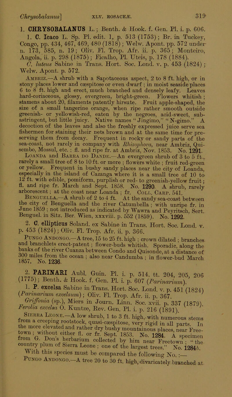 1. CHRYSOBALANUS L. ; Benth. & Hook. f. Gen. PI. i. p. 606. 1. C. Icaeo L. Sp. PI. edit. 1, p. 513 (1753); Br. in Tuckey, Congo, pp. 434, 467, 469, 480 (1818); Welw. Apont. pp. 572 under n. 173, 585, n. 19; Oliv. PI. Trop. Afr. ii. p. 365; Monteiro, Angola, ii. p. 298 (1875); Ficalho, PI. Hteis, p. 178 (1884). C. luteus Sabine in Trans. Hort. Soc. Bond. v. p. 453 (1824); Welw. Apont. p. 572. Ambriz.—A shrub with a Sapotaceous aspect, 2 to 8 ft. high, or in stony places lower and coespitose or even dwarf ; in moist seaside places 6 to 8 ft. high and erect, much branched and densely leafy. Leaves hard-coriaceous, glossy, evergreen, bright-green. Flowers whitish; stamens about 20, filaments patently hirsute. Fruit apple-shaped, the size of a small tangerine orange, when ripe rather smooth outside greenish- or yellowish-red, eaten by the negroes, acid-sweet, sub- astringent, but little juicy. Native names “ Jingimo,” “N-gimo.” A decoction of the leaves and also the freshly expressed juice serve sea fishermen for staining their nets brown and at the same time for pre- serving them from decay. Frequent in rocky or sandy parts of the sea-coast, not rarely in company with Rhizophora, near Ambriz, Qui- sembo, Mossul, etc. ; fl. and ripe fr. at Ambriz, Nov. 1853. No. 1291. Loanda and Barra do Daxdk.—An evergreen shrub of 3 to 5 ft., rarely a small tree of 8 to 10 ft. or more ; flowers white ; fruit red-green or yellow. _ Frequent in bushy sandy places near the city of Loanda, especially in the island of Cazanga where it is a small tree of 10 to 12 ft. with edible, pomiform, purplish or red- to greenish-yellow fruit; fl. and ripe fr. March and Sept. 1858. No. 1290. A shrub, rarely arborescent; at the coast near Loanda ; fr. Coll. Carp. 541. Benguella.—A shrub of 2 to 4 ft. At the sandy sea-coast between the city of Benguella and the river Catumbella ; with unripe fr. in June 1859 ; not introduced as indicated by Wawra and Peyritsch, Sert Benguel. in Sitz. Ber. Wien, xxxviii. p. 552 (1859). No. 1292. 2. C. ellipticus Soland. ex Sabine in Trans. Hort. Soc. Lond v p. 453 (1824); Oliv. Fl. Trop. Afr. ii. p. 366. Pun(.i ) Andongo. A tree, 15 to 25 ft. high ; crown dilated ; branches and branchlets erect-patent; flower-buds whitish. Sporadic, along the banks of the river Cuanza between Condo and Quisonde, at a distance of Vo^mi xt tr™the ocean ; also near Candumba ; in flower-bud March loo/. JNo. 1236. PAHINARI Aubl. Guin. PI. i. p. 514. tt. 204, 205, 206 ( 17;))• Benth. & Hook. f. Gen. PI. i. p. 607 (Parinarium). excelsa Sabine in Trans. Hort. Soc. Lond. v. p. 451 (1824) (Parinarium excelsum); Oliv. Fl. Trop. Afr. ii. p. 367. Gh'iffonia (sp.), Miers in Journ. Linn. Soc. xvii. p. 337 (1879) Ferolia excelsa O. Kuntze, Rev. Gen. PI. i. p. 216 (1891). fr^^aorepninff1^-A low shrub, 1 to 3 ft. high,, with numerous stems from a creeping rootstock, quasi-casspitose, very rigid in all Darts Tn Sr°“?rfe^nd r„ath“ fV bu8lV ^ntLZpla<S, S Free r j ff fl- or fr- Sept. 1853. No. 1284. A specimen from G. Dons herbarium collected by him near Freetown - “the country plum of Sierra Leone ; one of the largest trees.” No. 12841;. With this species must be compared the following No. : Pungo Andongo. A tree 20 to 30 ft. high, divaricately branched at