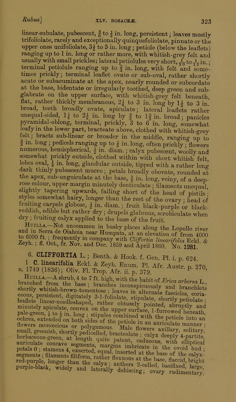 linear-subulate, pubescent, | to | in. long, persistent ; leaves mostly trifoliolate, rarely and exceptionally quinquefoliolate, pinnate or the upper ones unifoliolate, 3| to 5 in. long; petiole (below the leaflets) ranging up to 1 in. long or rather more, with whitish-grey felt and usually with small prickles; lateral petiolules very short, in.; terminal petiolule ranging up to § in. long, with felt and some- times prickly; terminal leaflet ovate or sub-oval, rather shortly acute or subacuminate at the apex, nearly rounded or subcordate at the base, bidentate or irregularly toothed, deep green and sub- glabrate on the upper surface, with whitish-grey felt beneath, flat, rather thickly membranous, 2| to 3 in. long by 1| to 3 in.’ broad, teeth broadly ovate, apiculate; lateral leaflets rather unequal-sided, li to 21, in. long by f to If in. broad; panicles P3 i amidal-oblong, terminal, prickly, 3 to 6 in. long, somewhat leafy in the lower part, bracteate above, clothed with whitish-grey felt, bi acts sub-linear or broader in the middle, ranging up to f in. long ; pedicels ranging up to I in. long, often prickly / flowers numerous, hemispherical, i in. diam.; calyx pubescent, woolly and somewhat prickly outside, clothed within with short whitish felt lobes oval, i in. long, glandular outside, tipped with a rather long dark thinly pubescent mucro; petals broadly obovate, rounded at the apex, sub-unguiculate at the base, £ in. long, veiny, of a deep- rose colour, upper margin minutely denticulate ; filaments unequal slightly tapering upwards, falling short of the head of pistils • styles somewhat hairy, longer than the rest of the ovary • head of fruiting carpels globose, \ in. diam.; fruit black-purple or black- reddish, edible but rather dry; drupels glabrous, scrobiculate when dry ; fruiting calyx applied to the base of the fruit. a^'ILcA'_Not uncommon in bushy places along the Lopollo river to finnn ?rra/e 0ia^?ia. near HumPata- at an elevation of from 4000 7evh°0 ffrT6£rtly m c°5?Pany Wlth Cliffortia linearifolia Eckl & Zeyh. ; fl. Oct., fr. Nov. and Dec. 1859 and April 1860. No. 1281 6. CLIFFOE.TIA L.; Benth. & Hook. f. Gen. PI i p 694 1 C. linearifolia Eckl. & Zeyh. Enum. PI Afr Austr n 970 n. 1749 (1836); Oliv. Fl. Trop. Afr. ii. p. 379 P‘ 7°’ 8^ub’,4 to 7 hiSb> witb the habit of Erica arborea L Hhed uthe base ’ branches inconspicuously and branchlets shortly whitish-brown-tomentose ; leaves in alternate fasmVil • ochrea, extended on both sides of i • . Petl0ie mto an flowers monoecious or poWamous aUnC“late manner 5 small, greenish, shortly pedfc!l“rbracteolate'lla7>f3oIitary,