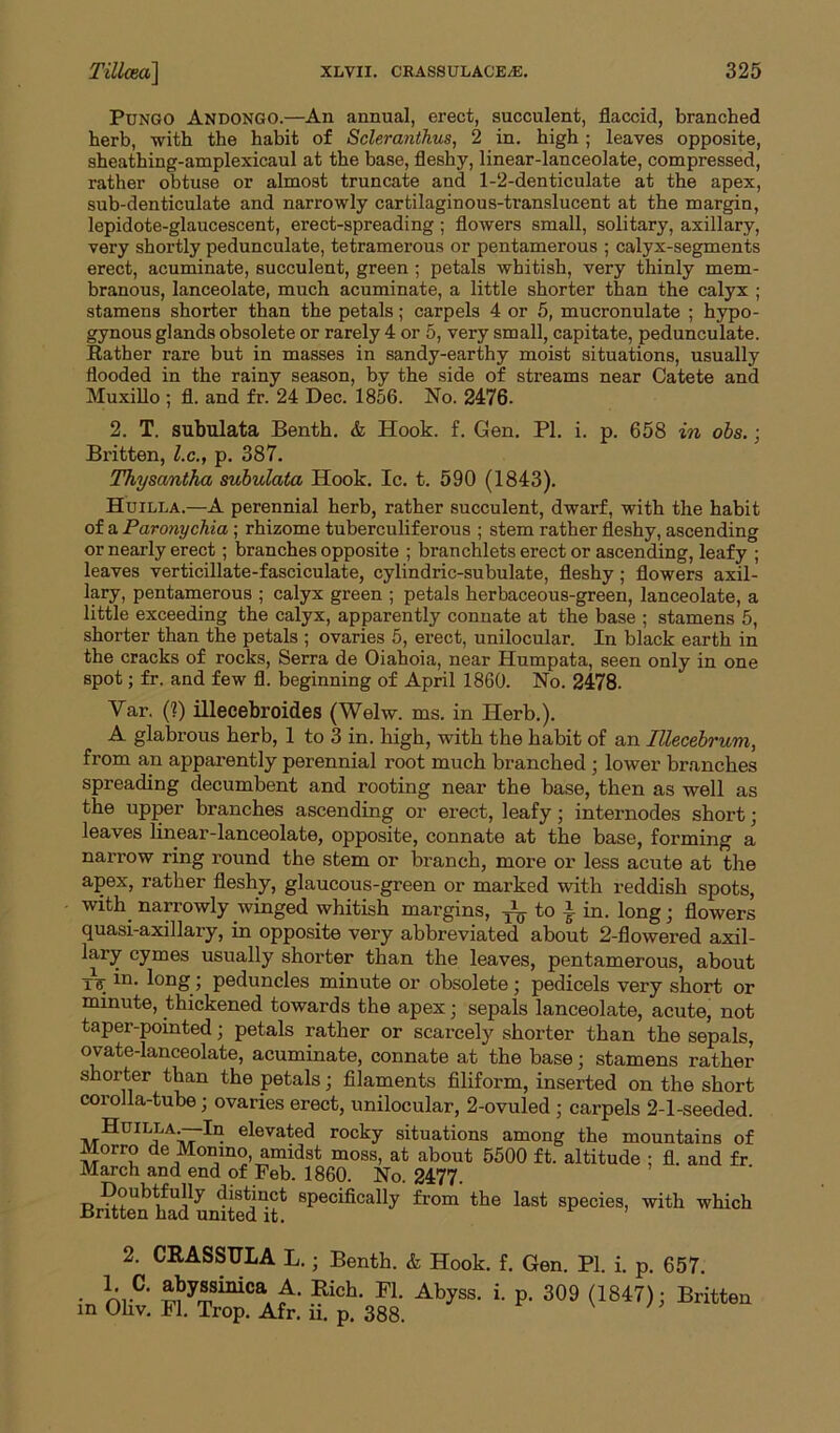 Pungo Andongo.—An annual, erect, succulent, flaccid, branched herb, with the habit of Scleranthus, 2 in. high; leaves opposite, sheathing-amplexicaul at the base, fleshy, linear-lanceolate, compressed, rather obtuse or almost truncate and 1-2-denticulate at the apex, sub-denticulate and narrowly cartilaginous-translucent at the margin, lepidote-glaucescent, erect-spreading ; flowers small, solitary, axillary, very shortly pedunculate, tetramerous or pentamerous ; calyx-segments erect, acuminate, succulent, green ; petals whitish, very thinly mem- branous, lanceolate, much acuminate, a little shorter than the calyx ; stamens shorter than the petals; carpels 4 or 5, mucronulate ; hypo- gynous glands obsolete or rarely 4 or 5, very small, capitate, pedunculate. Rather rare but in masses in sandy-earthy moist situations, usually flooded in the rainy season, by the side of streams near Catete and Muxillo ; fl. and fr. 24 Dec. 1856. No. 2476. 2. T. subulata Benth. & Hook. f. Gen. PI. i. p. 658 in obs.; Britten, l.c., p. 387. Thysantha subulata Hook. Ic. t. 590 (1843). Huilla.—A perennial herb, rather succulent, dwarf, with the habit of a Paronychia ; rhizome tuberculiferous ; stem rather fleshy, ascending or nearly erect; branches opposite ; branchlets erect or ascending, leafy ; leaves verticillate-fasciculate, cylindric-subulate, fleshy; flowers axil- lary, pentamerous ; calyx green ; petals herbaceous-green, lanceolate, a little exceeding the calyx, apparently connate at the base ; stamens 5, shorter than the petals ; ovaries 5, erect, unilocular. In black earth in the cracks of rocks, Serra de Oiahoia, near Humpata, seen only in one spot; fr. and few fl. beginning of April 1860. No. 2478- Yar. (?) illecebroides (Welw. ms. in Herb.). A glabrous herb, 1 to 3 in. high, with the habit of an Illecebrum, from an apparently perennial root much branched ; lower branches spreading decumbent and rooting near the base, then as well as the upper branches ascending or erect, leafy; internodes short; leaves linear-lanceolate, opposite, connate at the base, forming a narrow ring round the stem or branch, more or less acute at the apex, rather fleshy, glaucous-green or marked with reddish spots, with narrowly winged whitish margins, ^to} in. long; flowers quasi-axillary, in opposite very abbreviated about 2-flowered axil- lary cymes usually shorter than the leaves, pentamerous, about rV in- l°ng; peduncles minute or obsolete; pedicels very short or minute, thickened towards the apex; sepals lanceolate, acute, not taper-pointed; petals rather or scarcely shorter than the sepals, ovate-lanceolate, acuminate, connate at the base; stamens rather shorter than the petals; filaments filiform, inserted on the short corolla-tube; ovaries erect, unilocular, 2-ovuled ; carpels 2-1-seeded. Hunu -In elevated rocky situations among the mountains of Morro de Momno, amidst moss, at about 5500 ft. altitude ; fl. and fr March and end of Feb. 1860. No. 2477. Doubtfully distinct specifically from the last species, with which Jtsntten had united it. 2. CRASSULA L.; Benth. & Hook. f. Gen. PI. i. p. 657. • niC' SyafiniCa. f ‘ Rich- FI- Abyss- 1 P- 3°9 (1847); Britten in Oliv. Fl. Trop. Afr. ii. p. 388.