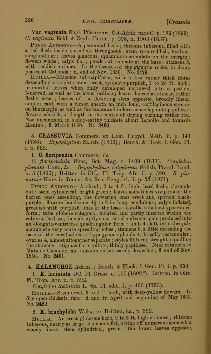 Yar. vaginata Engl. Pflanzenw. Ost-Afrik. parsC. p. 189 (1895). C. vaginata Eckl. & Zeyh. Enum. p. 298, n. 1903 (1837). Pungo Andongo.—A perennial herb ; rhizome tuberous, filled with a red flesh inside, succulent throughout; stem rose-reddish, hyaline - subglandular ; leaves glaucous, squamulose-crenulate on the margin ; flowers white ; calyx flat; petals sub-connate at the base ; stamens 5,’ with reddish anthers. In the fissures of the gigantic rocks, in damp places, at Cabonda ; fl. end of Nov. 1856. No. 2479. Huilla.—Rhizome sub-napiform, with a few rather thick fibres descending straight; stem erect, cylindric-purplish, 1 to 2| ft. high; primordial leaves when fully developed narrowed into a petiole, 5-nerved, as well as the lower ordinary leaves lanceolate-linear, rather fleshy erect; leaves of the flowering stem opposite, broadly linear, amplexicaul, with a closed sheath an inch long, cartilaginous-crenate on the margin, as well as the bracts and inflorescence lepidote-papillose ; flowers whitish, at length in the course of drying turning rather red. Not uncommon, in sandy-earthy thickets about Lopollo and towards Monino ; fl. March 1860. No. 2480. 3. CRASSUVIA Commers. ex Lam. Encycl. Meth. ii. p. 141 (1786). Bryophyllum Salisb. (1806); Benth. & Hook. f. Gen. PI. i. p. 658. 1. C. floripendia Commers., l.c. C. jloripendula Sims, Bot. Mag. t. 1409 (1811). Cotyledon pinnata Lam., l.c. Bryophyllum calycinum Salisb. Parad. Lond. n. 3 (1806); Britten in Oliv. Fl. Trop. Afr. ii. p. 390. B. pin- natum Kurz in Journ. As. Soc. Beng. xl. ii. p. 52 (1871). Pungo Andongo.—A shrub, 2 to 4 ft. high, hard-fleshy through- out ; stem cylindrical, bright green ; leaves sometimes viviparous ; the barren ones ascending, the flowering ones erect and spotted black- purple ; flowers handsome, 1£ to 2 in. long, pendulous ; calyx inflated, greenish with purplish lines at the base ; corolla tubular-hypocrateri- form ; tube globose octagonal inflated and partly inserted within the calyx at the base, then abruptly constricted and soon again produced into an elongate-ventricose quadrangular form ; limb 4-cleft into abruptly acuminate very acute spreading lobes ; stamens 8, a little exceeding the base of the corolla-lobes ; hypogynous glands 4, broadly rectangular; ovaries 4, almost altogether separate ; styles filiform, straight, equalling the stamens ; stigmas flat-capitate, thinly papillose. Near cataracts in Mata de Cabondo, not uncommon but rarely flowering ; fl. end of Nov. 1856. No. 2481. 4. KALANCHOE Adans.; Benth. & Hook. f. Gen. PI. i. p. 659. 1. K. laciniata DC. PI. Grass, n. 100 (1802?); Britten, in Oliv. Fl. Trop. Afr. ii. p. 392. Cotyledon laciniata L. Sp. PI. edit. 1, p. 430 (1753). Huilla.—Stem erect, 3 to 4 ft. high, with deep-yellow flowers. In dry open thickets, rare ; fl. and fr. April and beginning of May 1860. No. 2482. 2. K. brachyloba Welw. ex Britten, l.c., p. 392. Huilla.—An erect glabrous herb, 2 to 3 ft. high or more ; rhizome tuberous, nearly as large as a man’s fist, giving off numerous somewhat woody fibres ; stem cylindrical, green ; the lower leaves opposite,