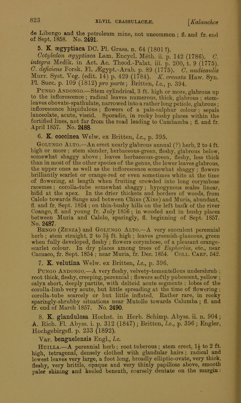 XLVII. CRASSULACEiE. [.Kalanchoe de Libongo and the petroleum mine, not uncommon : fl. and fr. end of Sept. 1858. No. 2491. 5. K segyptiaca DC. PI. Grass, n. 64 (1801 ?). Cotyledon cegyptiaca Lam. Encycl. M4th. ii. p. 142 (1786). C. Integra Medik. in Act. Ac. Theod.-Palat. iii. p. 200, t. 9 (1775). C. defidens Forsk. Fl. ./Egypt.-Arab. p. 89 (1775). C. nudicaulis Murr. Syst. Veg. (edit. 14) p. 429 (1784). K. crenata Haw. Syn. PI. Succ. p. 109 (1812) pro parte; Britten, l.c., p. 394. Pungo Andongo.—Stem cylindrical, 3 ft. high or more, glabrous up to the inflorescence ; radical leaves numerous, thick, glabrous ; stem- leaves obovate-spathulate, narrowed into a rather long petiole, glabrous; inflorescence hispidulous ; flowers of a pale-sulphur colour ; sepals lanceolate, acute, viscid. Sporadic, in rocky bushy places within the fortified lines, not far from the road leading to Cambamba ; fl. and fr. April 1857. No. 2488. 6. K. coccinea Welw. ex Britten, l.c., p. 395. Golungo Alto.—-An erect nearly glabrous annual (?) herb, 2 to 4 ft. high or more ; stem slender, herbaceous-green, fleshy, glabrous below, somewhat shaggy above ; leaves herbaceous-green, fleshy, less thick than in most of the other species of the genus, the lower leaves glabrous, the upper ones as well as the inflorescence somewhat shaggy ; flowers brilliantly scarlet or orange-red or even sometimes white at the time of flowering, at length when fruiting crowded into long corymbose racemes ; corolla-tube somewhat shaggy ; hypogynous scales linear, bifid at the apex. In the drier thickets and borders of woods, from Calolo towards Sange and between Chixe (Xixe) and Muria, abundant, fl. and fr. Sept. 1854 ; on thin-bushy hills on the left bank of the river Coango, fl. and young fr. July 1856; in wooded and in bushy places between Muria and Calolo, sparingly, fl. beginning of Sept. 1857. No. 2487. Bengo (Zenza) and Golungo Alto.—A very succulent perennial herb ; stem straight, 2 to 3£ ft. high ; leaves greenish-glaucous, green when fully developed, fleshy ; flowers corymbose, of a pleasant orange- scarlet colour. In dry places among trees of Euphorbia, etc., near Cacuaco, fr. Sept. 1854 ; near Muria, fr. Dec. 1854. Coll. Carp. 542. 7. K. velutina Welw. ex Britten, l.c., p. 396. Pungo Andongo.—A very fleshy, velvety-tomentellous undershrub : root thick, fleshy, creeping, perennial; flowers softly pubescent, yellow ; calyx short, deeply partite, with deltoid acute segments ; lobes of the corolla-limb very acute, but little spreading at the time of flowering ; corolla-tube scarcely or but little inflated. Bather rare, in rocky sparingly-shrubby situations near Mutollo towards Calumba ; fl. and fr. end of March 1857. No. 2490. 8. K. glandulosa Hochst. in Herb. Schimp. Abyss, ii. n. 904; A. Rich. Fl. Abyss, i. p. 312 (1847); Britten, l.c., p. 396; Engler, Hochgebirgsfl. p. 233 (1892). Var. benguelensis Engl., l.c. Huilla.—A perennial herb ; root tuberous ; stem erect, li to 2 ft. high, tetragonal, densely clothed with glandular hairs ; radical and lowest leaves very large, a foot long, broadly elliptic-ovate, very thick, fleshy, very brittle, opaque and very thinly papillose above, smooth paler shining and keeled beneath, coarsely dentate on the margin: