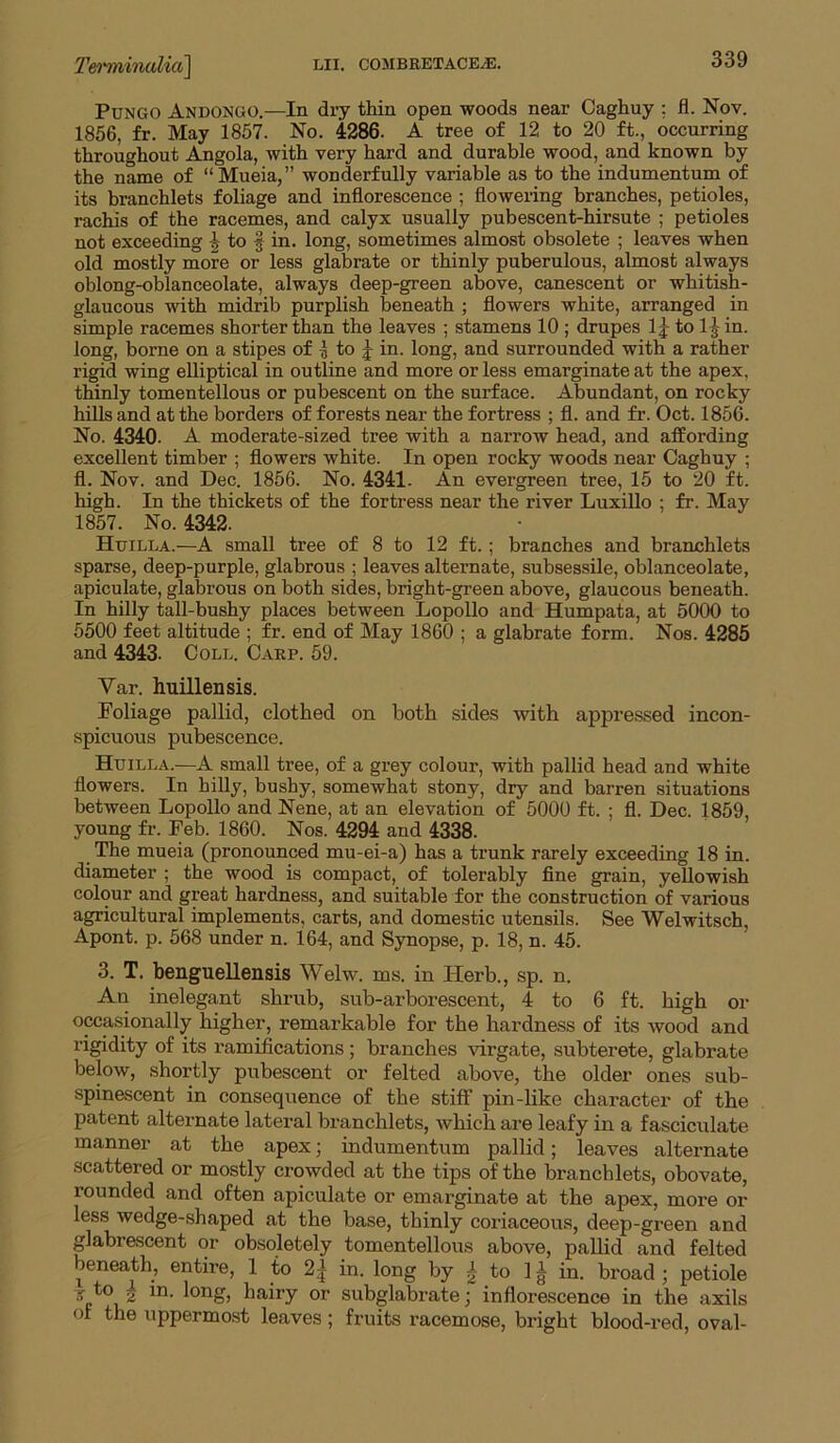 PuNGO Andongo.—In dry thin open woods near Caghuy : fl. Nov. 1856, fr. May 1857. No. 4286. A tree of 12 to 20 ft., occurring throughout Angola, with very hard and durable wood, and known by the name of “Mueia,” wonderfully variable as to the indumentum of its branchlets foliage and inflorescence ; flowering branches, petioles, rachis of the racemes, and calyx usually pubescent-hirsute ; petioles not exceeding J to f in. long, sometimes almost obsolete ; leaves when old mostly more or less glabrate or thinly puberulous, almost always oblong-oblanceolate, always deep-green above, canescent or whitish- glaucous with midrib purplish beneath ; flowers white, arranged in simple racemes shorter than the leaves ; stamens 10 ; drupes Ij to l|^in. long, borne on a stipes of ^ to J in. long, and surrounded with a rather rigid wing elliptical in outline and more or less emarginate at the apex, thinly tomentellous or pubescent on the surface. Abundant, on rocky hills and at the borders of forests near the fortress ; fl. and fr. Oct. 1856. No. 4340. A moderate-sized tree with a narrow head, and affording excellent timber ; flowers white. In open rocky woods near Caghuy ; fl. Nov. and Dec. 1856. No. 4341. An evergreen tree, 15 to 20 ft. high. In the thickets of the fortress near the river LuxiUo ; fr. May 1857. No. 4342. Huilla.—A small tree of 8 to 12 ft. ; branches and branchlets sparse, deep-purple, glabrous ; leaves alternate, subsessile, oblanceolate, apiculate, glabrous on both sides, bright-green above, glaucous beneath. In hilly tall-bushy places between Lopollo and Humpata, at 5000 to 5500 feet altitude ; fr. end of May 1860 ; a glabrate form. Nos. 4285 and 4343. Coll. C.\rp. 59. Var. huillensis. Foliage pallid, clothed on both sides with appressed incon- spicuous pubescence. Huilla.—A small tree, of a grey colour, with pallid head and white flowers. In hilly, bushy, somewhat stony, dry and barren situations between Lopollo and Nene, at an elevation of 5000 ft. ; fl. Dec. 1859, young fr. Feb. 1860. Nos. 4294 and 4338. The mueia (pronounced mu-ei-a) has a trunk rarely exceeding 18 in. diameter ; the wood is compact, of tolerably fine grain, yellowish colour and great hardness, and suitable for the construction of various agricultural implements, carts, and domestic utensils. See Welwitsch, Apont. p. 568 under n. 164, and Synopse, p. 18, n. 45. 3. T. benguellensis Welw. ms. in Herb., sp. n. An inelegant shrub, sub-arborescent, 4 to 6 ft. high or occasionally higher, remarkable for the hardness of its wood and rigidity of its I'amilications; branches virgate, subterete, glabrate below, shortly pubescent or felted above, the older ones sub- spinescent in consequence of the stiff pin-like character of the patent altei-nate lateral branchlets, which are leafy in a fasciculate manner at the apex; indumentum pallid; leaves alternate scattered or mostly crowded at the tips of the branchlets, obovate, rounded and often apiculate or emarginate at the apex, more or less wedge-shaped at the base, thinly coriaceous, deep-green and glabrascent or obsqletely tomentellous above, pallid and felted beneath, entire, 1 to 2| in. long by ^ to 1 ^ in. broad ; petiole ? 2 in. long, hairy or subglabrate; inflorescence in the axils of the uppermo.st leaves; fruits racemose, bright blood-red, oval-