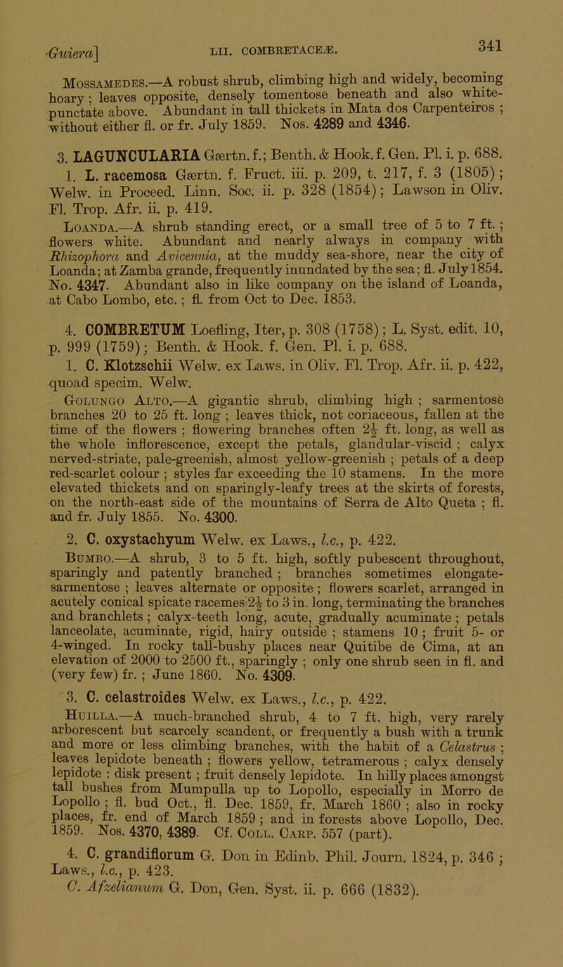 •Gui&ra^ Mossamedes—A robust shrub, climbing high and widely, becommg hoary • leaves opposite, densely tomentose beneath and also white- punctate above. Abundant in tall thickets in Mata dos Oarpenteiros ; without either fl. or fr. July 1859. Nos. 4289 and 4346. 3. LAGUNCULARIA G*rtn. f.; Benth. & Hook. f. Gen. PI. i. p. 688. 1. L. racemosa Gsertn. f. Fruct. iii. p. 209, t. 217, f. 3 (1805); Welw. in Proceed. Linn. Soc. ii. p. 328 (1854); Lawson in Oliv. Fl. Trop. Afr. ii. p. 419. Loanda.—A shrub standing erect, or a small tree of 5 to 7 ft. ; flowers white. Abundant and nearly always in company with Rhizophora and Avicennia, at the muddy sea-shore, near the city of Loanda; at Zamba grande, frequently inundated by the sea; fl. July 1854. No. 4347- Abundant also in like company on the island of Loanda, at Cabo Lombo, etc.; fl. from Oct to Dec. 1853. 4. COMBRETUM Loefling, Iter, p. 308 (1758); L. Syst. edit. 10, p. 999 (1759); Benth. & Hook. f. Gen. PI. i. p. 688. 1. C. Klotzschii Welw. ex Laws, in Oliv. Fl. Trop. Afr. ii. p. 422, quoad specim. Welw. Golungo Alto.—A gigantic shrub, climbing high ; sarmentose branches 20 to 25 ft. long ; leaves thick, not coriaceous, fallen at the time of the flowers ; flowering branches often 2-| ft. long, as well as the whole inflorescence, except the petals, glandular-viscid ; calyx nerved-striate, pale-greenish, almost yellow-greenish ; petals of a deep red-scarlet colour ; styles far exceeding the 10 stamens. In the more elevated thickets and on sparingly-leafy trees at the skirts of forests, on the north-east side of the mountains of Serra de Alto Queta ; fl. and fr. July 1855. No. 4300. 2. C. oxystachyum Welw. ex Laws., l.c., p. 422. Bumbo.—A shrub, 3 to 5 ft. high, softly pubescent throughout, sparingly and patently branched ; branches sometimes elongate- sarmentose ; leaves alternate or opposite; flowers scarlet, arranged in acutely conical spicate racemes 2|^ to 3 in. long, terminating the branches and branchlets ; calyx-teeth long, acute, gradually acuminate ; petals lanceolate, acuminate, rigid, hairy outside ; stamens 10 ; fruit 5- or 4-winged. In rocky tall-bushy places near Quitibe de Oima, at an elevation of 2000 to 2500 ft., sparingly ; only one shrub seen in fl. and (very few) fr. ; June 1860. No. 4309. 3. C. celastroides Welw. ex Laws., 7c., p. 422. Huilla.—A much-branched shrub, 4 to 7 ft. high, very rarely arborescent but scarcely scandent, or frequently a bush with a trunk and more or less climbing branches, with the habit of a Celastrus ; leaves lepidote beneath ; flowers yellow, tetramerous ; calyx densely lepidote : disk present; fruit densely lepidote. In hiUy places amongst tall bushes from MumpuUa up to Lopollo, especially in Morro de Lopollo ; fl. bud Oct., fl. Dec. 1859, fr. March 1860 ; also in rocky places, fr. end of March 1859 ; and in forests above Lopollo, Dec. 1859. Nos. 4370, 4389. Cf. Coll. Carp. 557 (part). 4. C. grandiflorum G. Don in Edinb. Phil. Journ. 1824, p. 346 ; Laws., Z.C., p. 423. C. Afzelianwm G. Don, Gen. Syst. ii. p. 666 (1832).