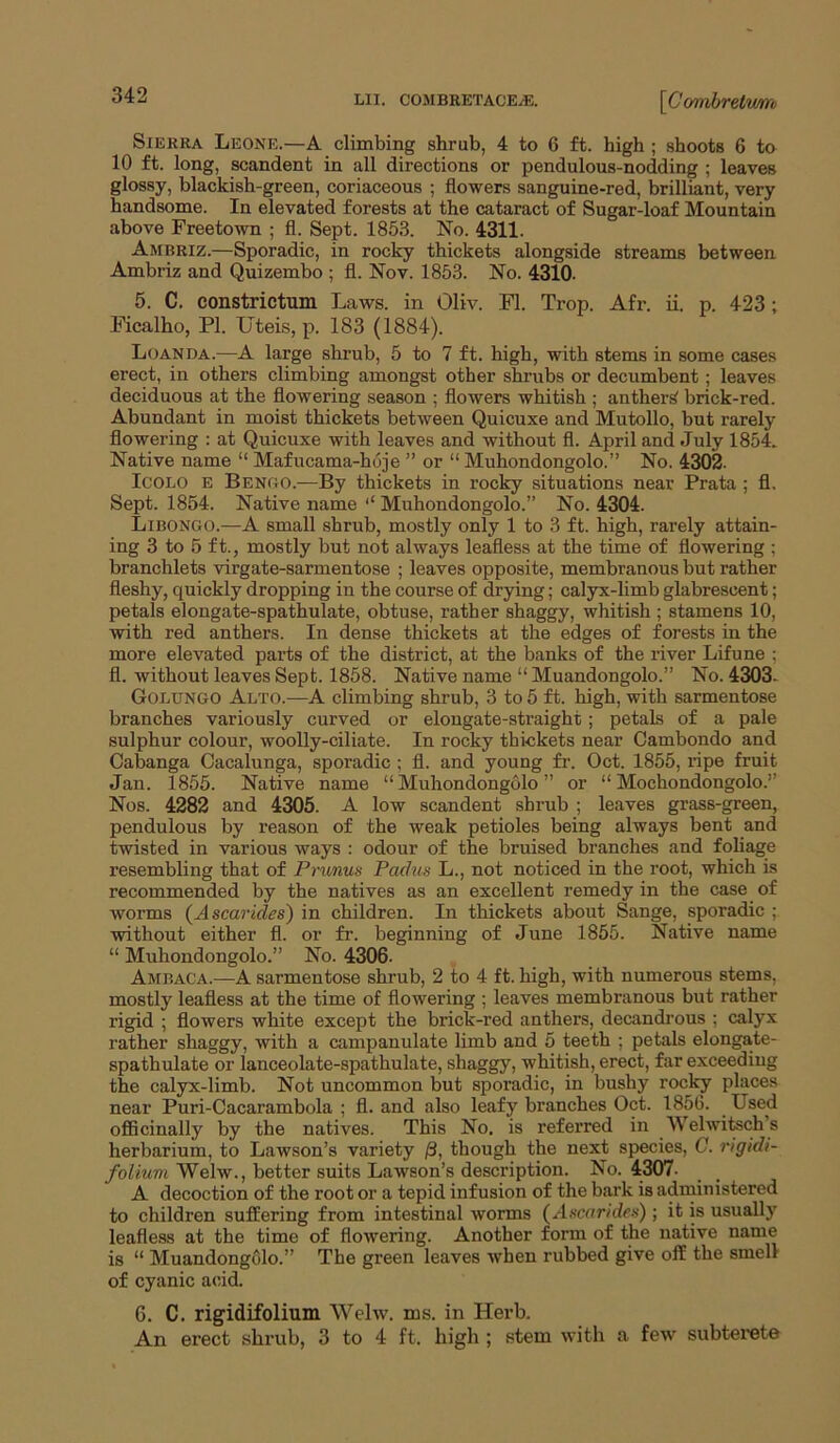 Sierra Leone.—A climbing shrub, 4 to 6 ft. high; .shoots 6 to 10 ft. long, scandent in all directions or pendulous-nodding ; leaves glossy, blackish-green, coriaceous ; flowers sanguine-red, brilliant, very handsome. In elevated forests at the cataract of Sugar-loaf Mountain above Freetown ; fl. Sept. 1853. No. 4311. Ambriz.—Sporadic, in rocky thickets alongside streams between Ambriz and Quizembo ; fl. Nov. 1853. No. 4310. 5. C. constrictum Laws, in Oliv. Fl. Trop. Afr. ii. p. 423; .Ficalho, PI. Uteis, p. 183 (1884). Loanda.—A large shrub, 5 to 7 ft. high, with stems in some cases erect, in others climbing amongst other shrubs or decumbent; leaves deciduous at the flowering season ; flowers whitish ; anther^ brick-red. Abundant in moist thickets between Quicuxe and Mutollo, but rarely flowering : at Quicuxe with leaves and without fl. April and July 1854. Native name “ Mafucama-hoje ” or “ Muhondongolo.” No. 4302- ICOLO e Benuo.—By thickets in rocky situations near Prata ; fl. Sept. 1854. Native name ‘‘ Muhondongolo.” No. 4304. Libongo.—A small shrub, mostly only 1 to 3 ft. high, rarely attain- ing 3 to 5 ft., mostly but not always leafless at the time of flowering ; branchlets virgate-sarmentose ; leaves opposite, membranous but rather fleshy, quickly dropping in the course of drying; calyx-limb glabrescent; petals elongate-spathulate, obtuse, rather shaggy, whitish ; stamens 10, with red anthers. In dense thickets at the edges of forests in the more elevated parts of the district, at the banks of the river Lifune ; fl. without leaves Sept. 1858. Native name “ Muandongolo.” No. 4303- Golungo Alto.—A climbing shrub, 3 to 5 ft. high, with sarmentose branches variously curved or elongate-straight; petals of a pale sulphur colour, woolly-ciliate. In rocky thickets near Cambondo and Cabanga Cacalunga, sporadic ; fl. and young fr. Oct. 1855, ripe fruit Jan. 1855. Native name “Muhondongolo” or “Mochondongolo.” Nos. 4282 and 4305. A low scandent shrub ; leaves grass-green, pendulous by reason of the weak petioles being always bent and twisted in various ways : odour of the bruised branches and foliage resembling that of Prunus Padus L., not noticed in the root, which is recommended by the natives as an excellent remedy in the case of worms (A scar ides) in children. In thickets about Sange, sporadic ; without either fl. or fr. beginning of June 1855. Native name “ Muhondongolo.” No. 4306. Ambaca.—A sarmentose shrub, 2 to 4 ft. high, with numerous stems, mostly leafless at the time of flowering ; leaves membranous but rather rigid ; flowers white except the brick-red anthers, decandrous ; calyx rather shaggy, with a campanulate limb and 5 teeth ; petals elongate- spathulate or lanceolate-spathulate, shaggy, whitish, erect, far exceeding the calyx-limb. Not uncommon but sporadic, in bnshy rocky places near Puri-Cacarambola ; fl. and also leafy branches Oct. 1856. Used oflBcinally by the natives. This No. is referred in Welwitsch’s herbarium, to Lawson’s variety /3, though the next species, C. rigidi- /oimm Welw., better suits Lawson’s description. No. 4307- A decoction of the root or a tepid infusion of the bark is administered to children suffering from intestinal worms (Ascarides); it is usually leafless at the time of flowering. Another form of the native name is “ Muandong61o.” The green leaves when rubbed give off the smell of cyanic acid. 6. C. rigidifolium Welw. ms. in Herb. An erect shrub, 3 to 4 ft. high ; stem with a few subterete