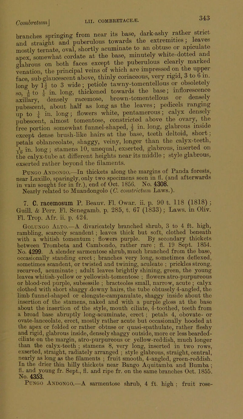 Comh'etimi\ branches springing from near its base, dark-ashy rather strict and straigM and puberulous towards the extremities; leaves mostly ternate, oval, shortly acuminate to an obtuse or apiculate apex, somewhat cordate at the base, minutely white-dotted and Glabrous on both faces except the puberulous clearly marked venation, the principal veins of which are impressed on the upper face, sub-glaucescent above, thinly coriaceous, very rigid, 3 to 6 in. long by 1| to 3 wide; petiole tawny-tomentellous or obsoletely so, h to ^ in. long, thickened towards the base; inflorescence axillary, densely racemose, brown-tomentellous _ or densely pubescent, about half as long as the leaves; pedicels ranging up to I in. long; flowers white, pentameroiis; calyx densely pubescent, almost tomentose, constricted above the ovary, the free portion somewhat funnel-shaped, 5 in. long, glabrous inside except dense brush-hke hairs at the base, teeth deltoid, short; petals oblanceolate, shaggy, veiny, longer than the calyx-teeth, -i- in. long ; stamens 10, unequal, exserted, glabrous, inserted on the calyx-tube at different heights near its middle ; style glabrous, exserted rather beyond the filaments. PuNGO Andongo.—In thickets along the margins of Panda forests, near Luxillo, sparingly, only two specimens seen in fl. (and afterwards in vain sought for in fr.), end of Oct. 1856. No. 4308. Nearly related to Muandongolo (C. constrictum Laws.). 7. C. racemosum P. Beauv. Fl. Owar. ii. p. 90 t. 118 (1818); Guill. & Perr. Fl. Senegamb. p. 285, t. 67 (1833); Laws, in Oliv. Fl. Trop. Afr. ii. p. 424. Golungo Alto.—A divaricately branched shrub, 3 to 4 ft. high, rambling, scarcely scandent ; leaves thick but soft, clothed beneath with a whitish tomentum ; flowers purple. By secondary thickets between Trombeta and Cambondo, rather rare ; fl. 19 Sept. 1854. No. 4299. A slender sarmentose shrub, much branched from the base, occasionally standing erect; branches very long, sometimes deflexed, sometimes scandent, or twisted and twining, aculeate ; prickles strong, recurved, acuminate ; adult leaves brightly shining, green, the young leaves whitish-yellow or yellowish-tomentose ; flowers atro-purpureous or blood-red purple, subsessile ; bracteoles small, narrow, acute ; calyx clothed with short shaggy -downy hairs, the tube obtusely 4-angled, the limb funnel-shaped or elongate-campanulate, shaggy inside about the insertion of the stamens, naked and with a purple gloss at the base about the insertion of the style, mouth ciliate, 4-toothed, teeth from a broad base abruptly long-acuminate, erect ; petals 4, obovate- or ovate-lanceolate, erect, mostly rather acute but occasionally hooded at the apex or folded or rather obtuse or quasi-spathulate, rather fleshy and rigid, glabrous inside, densely shaggy outside, more or less bearded- ciliate on the margin, atro-purpureous or yellow-reddish, much longer than the calyx-teeth ; stamens 8, very long, inserted in two rows, exserted, straight, radiately arranged ; style glabrous, straight, central, nearly as long as the filaments ; fruit smooth, 4-angled, green-reddish. In the drier thin hiUy thickets near Bango Aquitamba and Bumba ; fl. and young fr. Sept., fl. and ripe fr. on the same branches Oct. 1855. No. 4353. PuNGO Andongo.—A sarmentose shrub, 4 ft. high : fruit rose-