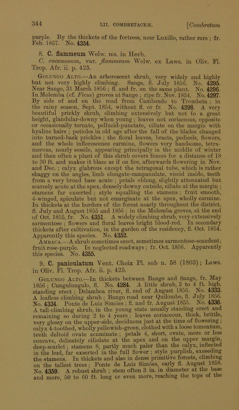 purple. By the thickets of the fortress, near Luxillo, rather rare : fr. Feb. 1857. No. 4354. 8. C. flammeum Welw. ms. in Herb. C. racemomm, var. flammeum Welw. ex Laws, in Oliv. FI. Trop. Afr. ii. p. 425. Golungo Alto.—An arborescent shrub, very widely and highly but not very highly climbing. Sange, fl. July 1856. No. 4295. Near Sange, 31 March 1856 ; fl. and fr. on the same plant. No. 4296. In Molemba (cf. Ficus) groves at Sange ; ripe fr. Nov. 1854. No. 4297. By side of and on the road from Cambondo to Trombeta ; in the rainy season, Sept. 1854, without fl. or fr. No. 4298. A very beautiful prickly shrub, climbing extensively but not fo a great height, glandular-downy when young; leaves not coriaceous, opposite or occasionally ternate, pellucid-punctate, ciliate on the margin with hyaline hairs ; petioles in old age after the fall of the blades changed into turned-back prickles ; the floral leaves, bracts, pedicels, flowers, and the whole inflorescence carmine, flowers very handsome, tetra- merous, nearly sessile, appearing principally in the middle of winter and then often a plant of this shrub covers fences for a distance of 18 to 30 ft. and makes it blaze as if on fire, afterwards flowering in Nov. and Dec. ; calyx glabrous except the tetragonal tube, which is rather shaggy on the angles, limb elongate-campanulate, viscid inside, teeth from a very broad base acute ; petals oblong, slightly attenuated but scarcely acute at the apex, densely downy outside, ciliate at the margin ; stamens far exserted ; style equalling the stamens ; fruit smooth, 4-winged, apiculate but not emarginate at the apex, wholly carmine. In thickets at the borders of the forest nearly throughout the district, fl. July and August 1855 and 1856 ; in the Molemba groves, at the end of Oct. 1855, fr. No. 4351. A widely climbing shrub, very extensively sarmentose ; flowers and floral leaves bright blood-red. In secondary thickets after cultivation, in the garden of the residency, fl. Oct. 1854. Apparently this species. No. 4352. Ambaca.—A shrub sometimes erect, sometimes sarmentose-scandent; fruit rose-purple. In neglected roadways ; fr. Oct. 1856. Apparently this species. No. 4355. 9. C. paniculatum Vent. Choix PI. sub n. 58 (1803); Laws, in Oliv. Fl. Trop. Afr. ii. p. 425. Golungo Alto.—In thickets between Bango and Sange, fr. May 1856 ; Cungulungulo, fl. No. 4284. A little shrub, 3^to 4 ft. high, standing erect ; Delamboa river, fl. end of August 1856. No. 43^. A leafless climbing shrub; Bango road near Quilombo, fl. July 1856. No. 4334. Ponte de Luiz Simoes ; fl. and fr. August 1855. No. 4336. A tall-climbing shrub, in the young state usually standing erect and remaining so during 2 to 4 years ; leaves coriaceous, thick, brittle, very glossy on the upper-side, deciduous just at the time of flowering; calyx 4-toothed, wholly yellowish-green, clothed with a loose tomentum, teeth deltoid ovate acuminate ; petals 4, short, ovate, more or less concave, delicately ciliolate at the apex and on the upper mai'gin, deep-scarlet; stamens 8, partly much paler than the calyx, inflected in the bud, far exserted in the full flower ; style purplish, exceeding the stamens. In thickets and also in dense primitive forests, climbing on the tallest trees ; Ponte de Luiz Simoes, early fl. August 1858. No. 4359. A robust shrub ; stem often 3 in. in diameter at the ba^ and more, 50 to 60 ft. long or even more, reaching the tops of the