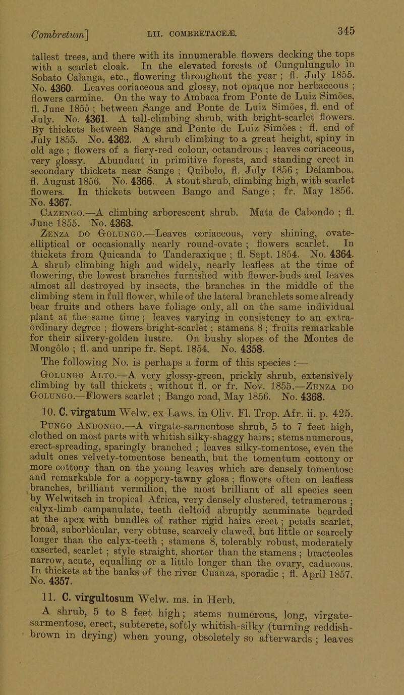 Combretwri] tallest trees, and there with its innumerable flowers decking the tops with a scarlet cloak. In the elevated forests of Cungulungulo in Sobato Calanga, etc., flowering throughout the year; fl. July 1855. No. 4360. Leaves coriaceous and glossy, not opaque nor herbaceous ; flowers carmine. On the way to Ambaca from Ponte de Luiz Simoes, fl. June 1855 ; between Sange and Ponte de Luiz Simoes, fl. end of July. No. 4361. A tall-climbing shrub, with bright-scarlet flowers. By thickets between Sange and Ponte de Luiz Simoes ; fl. end of July 1855. No. 4362. A shrub climbing to a great height, spiny in old age ; flowers of a fiery-red colour, octandrous ; leaves coriaceous, very glossy. Abundant in primitive forests, and standing erect in secondary thickets near Sange ; Quibolo, fl. July 1856 ; Delamboa, fl. August 1856. No. 4366. A stout shrub, climbing high, with scarlet flowers. In thickets between Bango and Sange; fr. May 1856. No. 4367. Cazengo.—A climbing arborescent shrub. Mata de Cabondo ; fl. June 1855. No. 4363. Zenza do Golungo.—Leaves coriaceous, very shining, ovate- elliptical or occasionally nearly round-ovate ; flowers scarlet. In thickets from Quicanda to Tanderaxique ; fl. Sept. 1854. No. 4364. A shrub climbing high and widely, nearly leafless at the time of flowering, the lowest branches furnished with flower-buds and leaves almost all destroyed by insects, the branches in the middle of the climbing stem in full flower, while of the lateral branchlets some already bear fruits and others have foliage only, all on the same individual plant at the same time ; leaves varying in consistency to an extra- ordinary degree ; flowers bright-scarlet; stamens 8 ; fruits remarkable for their silvery-golden lustre. On bushy slopes of the Montes de Mongolo ; fl. and unripe fr. Sept. 1854. No. 4358. The following No. is perhaps a form of this species :— Goltjngo Alto.—A very glossy-green, prickly shrub, extensively climbing by tall thickets ; without fl. or fr. Nov. 1855.—Zenza do Golungo.—Flowers scarlet ; Bango road. May 1856. No. 4368. 10. C. virgatum Welw. ex Laws, in Oliv. Fl. Trop. Afr. ii. p. 425. PuNGO Andongo.—A virgate-sarmentose shrub, 5 to 7 feet high, clothed on most parts with whitish silky-shaggy hairs; stems numerous, erect-spreading, sparingly branched ; leaves silky-tomentose, even the adult ones velvety-tomentose beneath, but the tomentum cottony or more cottony than on the young leaves which are densely tomentose and remarkable for a coppery-tawny gloss ; flowers often on leafless branches, brilliant vermilion, the most brilliant of all species seen by Welwitsch in tropical Africa, very densely clustered, tetramerous ; calyx-limb campanulate, teeth deltoid abruptly acuminate bearded at the apex with bundles of rather rigid hairs erect; petals scarlet, broad, suborbicular, very obtuse, scarcely clawed, but little or scarcely longer than the calyx-teeth ; stamens 8, tolerably robust, moderately exserted, scarlet ; style straight, shorter than the stamens ; bracteoles narrow, acute, equalling or a little longer than the ovary, caducous. In thickets at the banks of the river Cuanza, sporadic ; fl. April 1857 No. 4357. 11. C. virgultosum Welw. ms. in Herb. A .shrub, 5 to 8 feet high; stems numerous, long, virgate- .sarmentose, erect, subterete, softly whitish-silky (turning reddish- brown in drying) when young, obsoletely so afterwards; leaves