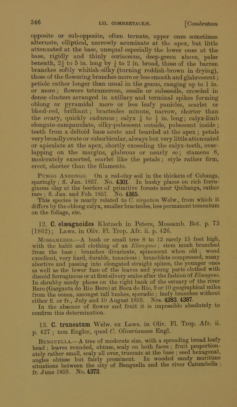 opposite or sub-opposite, often ternate, upper ones sometimes alternate, elliptical, narrowly acuminate at the apex, but little attenuated at the base, unequal especially the lower ones at the base, rigidly and thinly coriaceous, deep-green above, paler beneath, to 5 in. long by | to 2 in. broad, those of the barren branches softly whitish-silky (turning reddish-brown in drying), those of the flowering branches more or less smooth and glabrescent; petiole rather longer than usual in the genus, ranging up to 1 in. or more; flowers tetramerous, sessile or subsessile, crowded in dense clustei-s arranged in axillary and terminal spikes forming oblong or pyramidal more or less leafy panicles, scarlet or blood-red, brilliant ; bracteoles minute, narrow, shotter than the ovary, quickly caducous; calyx ^ to i in. long; calyx-limb elongate-campanulate, silky-pubescent outside, pubescent inside; teeth from a deltoid base acute and bearded at the apex; petals very broadly ovate or suborbicular, always but very little attenuated or apiculate at the apex, shortly exceeding the calyx-teeth, over- lapping on the margins, glabrous or nearly soj stamens 8, moderately exserted, scarlet like the petals ; style rather Arm, erect, shorter than the fllaments. PuNGO Andongo. On a red-clay soil in the thickets of Cabanga, sparingly ; fl. Jan. 1857. No. 4301- In bushy places on rich ferru- ginous clay at the borders of primitive forests near Quibanga, rather rare ; fl. Jan. and Feb. 1857. No. 4365. This species is nearly related to C. virgatum Welw., from which it differs by the oblong calyx, smaller bracteoles, less permanent tomentum on the foliage, etc. 12. C. elaeagnoides Klotzsch in Peters, Mossamb. Bot. p. 73 (1862); Laws, in Oliv. Fl. Trop. Afr. ii. p. 426. Mossamedes.—A bush or small tree 8 to 12 rarely 15 feet high, with the habit and clothing of an Elceagnus ; stem much branched from the base ; branches divaricate, spinescent when old ; wood excellent, very hard, durable, tenacious : branchlets compressed, many abortive and passing into elongated straight spines, the younger ones as well as the lower face of the leaves and young parts clothed with discoid ferruginous or at first silvery scales after the fashion of Elceagnus. In shrubby sandy places on the right bank of the estuary of the river Bero (Garganta do Bio Bero) at Boca do Rio, 9 or 10 geographical miles from the ocean, amongst tall bushes, sporadic ; leafy branches without either fl. or fr., July and 10 August 1859. Nos. 4283. 4387. In the absence of flower and fruit it is impossible absolutely to confirm this determination. 13. C. truneatum Welw. ex Laws, in Oliv. Fl. Trop. Air. ii. p. 427 ; non Fngler, quod C. Oliverianwm Engl. Benguella.—A tree of moderate size, with a spreading broad leaf}' head ; leaves rounded, obtuse, scaly on both faces ; fruit proportion- ately rather small, scaly aU over, truncate at the base ; seed hexagonal, angles obtuse but fairly prominent. In wooded sandy maritime situations between the city of Benguella and the river Catumbella ; fr. June 1859. No. 4372-