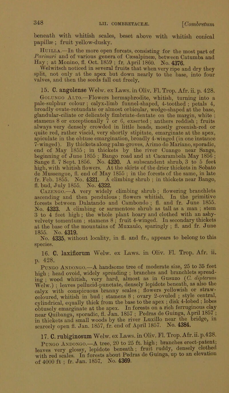 beneath with whitish scales, beset above with whitish conical papillae ; fruit yellow-dusky. Huilla.—In the more open forests, consisting for the most part of Parinari and of various genera of Cajsalpineae, between Catumba and Hay ; at Monino, fl. Oct. 1859 ; fr. April 1860. No. 4376. Welwitsch noticed in several fruits that when very ripe and dry they split, not only at the apex but down nearly to the base, into four valves, and then the seeds fall out freely. 15. C. angolense Welw. ex Laws, in Oliv. Fl. Trop. Afr. ii. p. 428. Golungo Alto.—Flowers hermaphrodite, whitish, turning into a pale-sulphur colour ; calyx-limb funnel-shaped, 4-toothed ; petals 4, broadly ovate-rotundate or almost orbicular, wedge-shaped at the base, glandular-ciliate or delicately fimbriate-dentate on the margin, white ; stamens 8 or exceptionally 7 or 6, exserted ; anthers reddish ; fruits always very densely crowded in little heads, mostly greenish-red or quite red, rather viscid, very shortly stipitate, emarginate at the apex, apiculate in the obtuse emargination, broadly 4-winged (in one instance 7-winged). By thickets along palm-groves, Arimo do Mariano, sporadic, end of May 1855 ; in thickets by the river Cuango near Sange, beginning of June 1855 ; Bango road and at Cacarambola May 1856 ; Sange fl. 7 Sept. 1856. No. 4320. A subscandent shrub, 3 to 5 feet high, with whitish flowers. At the skirts of the drier thickets in Sobato de Mussengue, fl. end of May 1855 ; in the forests of the same, in late fr. Feb. 1855. No. 4321. A climbing shrub ; in thickets near Bango, fl. bud, July 1855. No. 4322. Cazengo.—A very widely climbing shrub ; flowering branchlets ascending and then pendulous ; flowers whitish. In the primitive forests between Dalatando and Cambondo ; fl. and fr. June 1855. No. 4323. A climbing or sarmentose shrub as tall as a man ; stem 3 to 4 feet high ; the whole plant hoary and clothed with an ashy- velvety tomentum ; stamens 8 ; fruit 4-winged. In secondary thickets at the base of the mountains of Muxaulo, sparingly ; fl. and fr. June 1855. No. 4319. No. 4335, without locality, in fl. and fr., appears to belong to this species. 16. C. laxiflorum Welw. ex Laws, in Oliv. Fl. Trop. Afr. ii. p. 428. PuNGO Andongo.—A handsome tree of moderate size, 25 to 35 feet high ; head ovoid, widely spreading ; branches and branchlets spread- ing ; wood whitish, very hard, almost as in Gusuzo ((7. dipterum Welw.) ; leaves pellucid-punctate, densely lepidote beneath, as also the calyx with conspicuous branny scales ; flowers yellowish or straw- coloured, whitish in bud ; stamens 8 ; ovary 2-ovuled ; style central, cylindrical, equally thick from the base to the apex ; disk 4-lobed ; lobes obtusely emarginate at the apex. In forests on a rich ferruginous clay near Quibanga, sporadic, fl. Jan. 1857 ; Pedras de Guinga, April 1857 ; in thickets and small woods by the river Luxillo near the bridge, in scarcely open fl. Jan. 1857, fr. end of April 1857. No. 4384. 17. C. rubiginosuin Welw. ex Laws, in Oliv. Fl. Trop. Afr. ii. p.428. PuNGO Andongo.—A tree, 20 to 25 ft. high; branches erect-patent; leaves very glossy, lepidote beneath ; fruit ruddy, densely clothed with red scales. In forests about Pedras de Guinga, up to an elevation of 4000 ft ; fr. Jan. 1857. No. 4369.