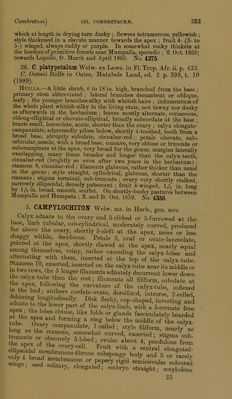 which at length in drying turn dusky ; flowers tetramerous, yellowish ; style thickened in a clavate manner towards the apex ; fruit 4- (3- to 5-) winged, always ruddy or purple. In somewhat rocky thickets at the borders of primitive forests near Mumpulla, sporadic ; fl. Oct. 1859; towards Lopollo, fr. March and April 1860. No. 4375. 26. C. platypetalum Welw. ex Laws, in Fl. Trop. Afr. ii. p. 433. C. Oatesii Eolfe in Oates, Matabele Land, ed. 2 p. 399, t. 10 (1889). Huilla.—A little shrub, 6 to 18 in. high, branched from the base ; primary stem abbreviated ; lateral branches decumbent or oblique, leafy ; the younger branches silky with whitish hairs ; indumentum of the whole plant whitish-silky in the living state, not tawny nor dusky as afterwards in the herbarium ; leaves mostly alternate, coriaceous, oblong-elliptical or obovate-elliptical, broadly subcordate at the base ; bracts small, lanceolate, acute, shorter than the ovary ; calyx elongate- campanulate, adpressedly pilose below, shortly 4-toothed, teeth from a broad base, abruptly subulate, cinnabar-red; petals obovate, sub- orbicular, sessile, with a broad base, concave, very obtuse or truncate or subemarginate at the apex, very broad for the genus, margins laterally overlapping, many times broader and longer than the calyx-teeth, cmnabar-red (brightly so even after two years in the herbarium) • staniens 8, cinnabar-red ; filaments glabrous, rather thicker than usual m the genus ; style straight, cylindrical, glabrous, shorter than the stamens ; stigma terminal, sub-truncate ; ovarv verv shnrt.lv stnltotl 5. CAMPYLOCHITON Welw. ms. in Herb., gen. nov. Calyx adnate to the ovary and 5-ribbed or 5-furrowed at the llTV%l-V —_.1_ 1* 1*1 ^ - , gen. nov. 23