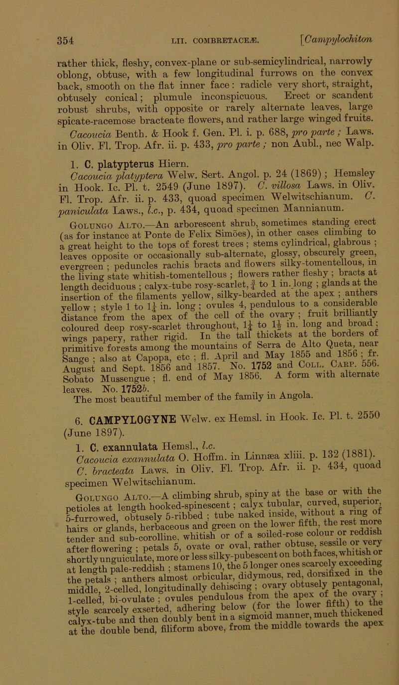 rather thick, fleshy, convex-plane or sub-semicylindrical, narrowly oblong, obtuse, with a few longitudinal furrows on the convex back, smooth on the flat inner face; radicle very short, straight, obtusely conical; plumule inconspicuous. Erect or scandent robust shrubs, with opposite or rarely alternate leaves, large spicate-racemose bracteate flowers, and rather large winged fruits. Cacoucia Benth. & Hook f. Gen. PI. i. p. 688, pro pa/i'te ; Laws, in Oliv. FI. Trop. Afr. ii. p. 433, pro parte ; non Aubl., nec Walp. 1. C. platypterus Hiern. Cacoucia platyptera Welw. Sert. Angol. p. 24 (1869) j Hemsley in Hook. Ic. PI. t. 2549 (June 1897). C. villosa Laws, in Oliv. FI. Trop. Afr. ii. p. 433, quoad specimen Welwitschianum. G. paniculata Laws., l.c., p. 434, quoad specimen Mannianum. Golungo Alto.—An arborescent shrub, sometimes standing erect (as for instance at Ponte de Felix Simoes), in other cases climbing to a great height to the tops of forest trees ; stems cylindrical, glabrous , leaves opposite or occasionally sub-alternate, glossy, obscurely green, evergreen ; peduncles rachis bracts and flowers silky-tomentellous, in the living state whitish-tomentellous ; flowers rather fleshy ; bracts at length deciduous ; calyx-tube rosy-scarlet, | to 1 in.Jong ; glands at the insertion of the filaments yellow, silky-bearded at the apex ; anthers yeUow ; style 1 to IJ in. long ; ovules 4, pendulous to a considerable distance from the apex of the cell of the ovary ; fniit brilliantly coloured deep rosy-scarlet throughout, IJ to 1^ in. long and broad ; wings papery, rather rigid. In the tall thickets at the borders o primitive forests among the mountains of Seija de ^to Queta near Sange ; also at Capopa, etc ; fl. Aprd and May 1855 and 1856 ; fr. August and Sept. 1856 and 1857. No. 1752 and Coll. Carp. 556. Sobato Mussengue ; fl. end of May 1856. A form with alternate leaves. No. 17526. a i The most beautiful member of the family in Angola. 6. CAMPYLOGYNE Welw. ex Hemsl. in Hook. Ic. PI. t. 2550 (June 1897). 1. C. exannulata Hemsl., Z.c. loo/iasn Cacoucia exannuMa 0. Hoffm. in Linnaea xlin. p. 13^ (1881). C. bracteata Laws, in Oliv. Fl. Trop. Afr. n. p. 434, quoad specimen Welwitschianum. Golungo Alto.—A climbing shrub, spiny at the base or with the petioles at length hooked-spinescent; calyx tubular, superior E!f™d; oblsely 5-ribbed ; tube naked J hairs or elands herbaceous and green on the lower fifth, the rest more Ser and whitish or of a soilcd-ro^ colour or reddish after flowering • petals 5, ovate or oval, rather obtuse, sessile or very shortly unguiifuiate, more or less silky-pubescent on '^othfaces, whitish or at length pale-reddish ; stamens 10, the 5 longer ones s^rcely tL netals • anthers almost orbicular, didymous, red, doi-sifixed in the at the double bend, filiform above, from the middle towards the ape