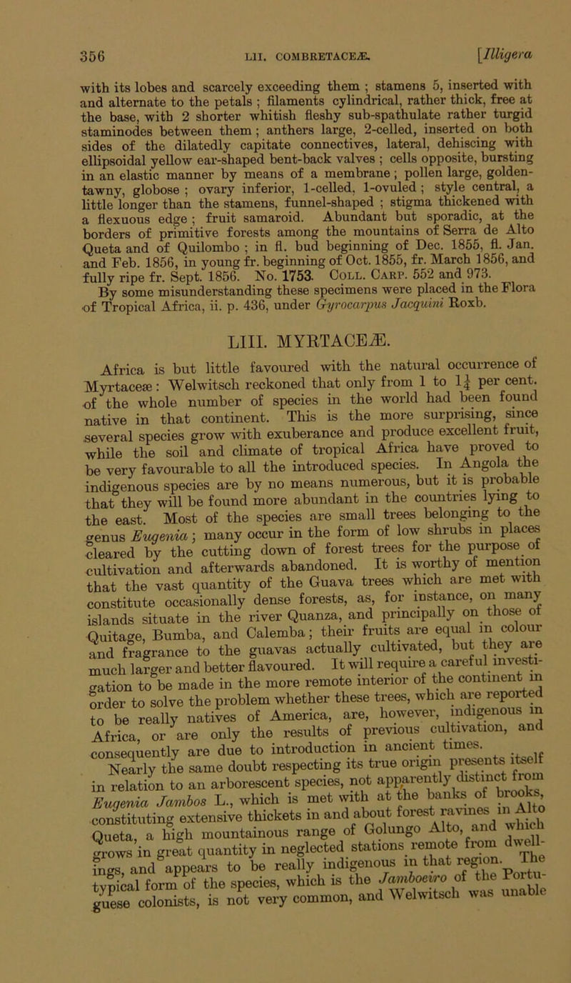 ■with its lobes and scarcely exceeding them ; stamens 5, inserted with and alternate to the petals ; filaments cylindrical, rather thick, free at the base, with 2 shorter whitish fleshy sub-spathulate rather turgid staminodes between them; anthers large, 2-celled, inserted on both sides of the dilatedly capitate connectives, lateral, dehiscing with ellipsoidal yellow ear-shaped bent-hack valves ; cells opposite, bursting in an elastic manner by means of a membrane ; pollen large, golden- ■tawny, globose ; ovary inferior, 1-celled, 1-ovuled ; style central, a little longer than the stamens, funnel-shaped ; stigma thickened -with a flexuous edge ; fruit samaroid. Abundant but sporadic, at the borders of primitive forests among the mountains of Serra de Alto Queta and of Quilombo ; in fl. bud beginning of Dec. 1855, fl. Jan. and Feb. 1856, in young fr. beginning of Oct. 1855, fr. March 1856, and fully ripe fr. Sept. 1856. No. 1753. Coll. Carp. 552 and 973. By some misunderstanding these specimens were placed in the Flora of Tropical Africa, ii. p. 436, under Gyrocarpm Jacquini Eoxb. LIII. MYRTAGE^. Africa is but little favoured with the natural occurrence of Myrtace*: Welwitsch reckoned that only from 1 to 1| per cent, of the whole number of species in the world had been found native in that continent. This is the more surprising, since several species grow with exuberance and produce excellent fruit, while the soil and climate of tropical Africa have pro-ved to be very favourable to all the introduced species. In Angola the indigenous species are by no means numerous, but it is probable that they will be found more abundant in the countries lying to the east. Most of the species are small trees belonging to the genus Eugenia; many occur in the form of lo-w shrubs in places cleared by the cutting down of forest trees for the purpose of cultivation and afterwards abandoned. It is worthy of mention that the vast quantity of the Guava trees which are met with constitute occasionally dense forests, as, for instance, on many islands situate in the river Quanza, and pincipally on_ those o Quitage, Bumba, and Calemba; their fruits are equal in colour and fragrance to the guavas actually cultivated, but they are much larger and better flavoured. It will requme a careful investi- gation to be made in the more remote interior of the continent in order to solve the problem whether these trees, which ai;e reported to be really natives of America, are, however, indigenous in Africa, or are only the results of previous cultivation, and consequently are due to introduction m ancient times. Nearly the same doubt respecting its true origin presents itsel in relatiL to an arborescent species, not apparently distinct fi^om Lgenia Jamhos L., which is met with at the banfe of brooks coi^tituting extensive thickets in and about Queta, a high mountainous range of Golungo ^l^o, and wh ^ows in great quantity in neglected stations remote fi-om dwell- Sgs, and appears to be really indigenous - “ ^gmn. tvnical form of the species, which is the Jamboeiio of tl guLe colonists, is not very common, and Welwitsch was una