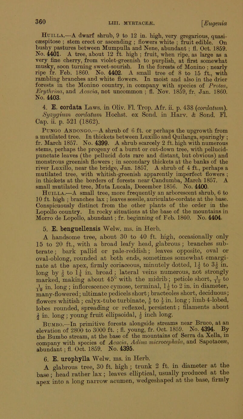 Huilla.—A dwarf shrub, 9 to 12 in. high, very gregarious, quasi- csespitose ; stem erect or ascending ; flowers white ; fruit edible. On bushy pastures between Mumpulla and Nene, abundant ; fl. Oct. 1859. No. 4401. A tree, about 12 ft. high ; fruit, when ripe, as large as a very fine cherry, from violet-greenish to purplish, at first somewhat musky, soon turning sweet-sourish. In the forests of Monino ; nearly ripe fr. Feb. 1860. No. 4402. A small tree of 8 to 15 ft., with rambling branches and white flowers. In moist and also in the drier forests in the Monino country, in company with species of Protea, Erythrina, and Acacia, not uncommon ; fl. Nov. 1859, fr. Jan. 1860. No. 4403. 4. E. cordata Laws, in Oliv. Fl. Trop. Afr. ii. p. 438 {cordatixm). Syzygivmi coi’datvm Hochst. ex Sond. in Harv. A Sond. Fl. Cap. ii. p. 521 (1862). PuNGO Andongo.—A shrub of 6 ft. or perhaps the upgrowth from a mutilated tree. In thickets between Luxillo and Quilanga, sparingly ; fr. March 1857. No. 4399. A shrub scarcely 2 ft. high with numerous stems, perhaps the progeny of a burnt or cut-down tree, with pellucid- punctate leaves (the peUucid dots rare and distant, but obvious) and monstrous greenish flowers ; in secondary thickets at the banks of the river Luxillo, near the bridge, Jan. 1857. A shrub of 4 ft., perhaps a mutilated tree, with whitish-greenish apparently imperfect flowers ; in thickets at the borders of forests near Candumba, March 1857. A small mutilated tree, Muta Lucala, December 1856. No. 4400. Htjilla.—A small tree, more frequently an arborescent shrub, 6 to 10 ft. high ; branches lax ; leaves sessile, auriculate-cordate at the base. Conspicuously distinct from the other plants of the order in the Lopollo country. In rocky situations at the base of the mountains in Morro de Lopollo, abundant; fr. beginning of Feb. 1860. No. 4404. 5. E. benguellensis Welw. ms. in Herb. A handsome tree, about 30 to 40 ft. high, occasionally only 15 to 20 ft., with a broad leafy head, glabrous; branches sub- terate; bark pallid or pale-reddish; leaves opposite, oval or oval-oblong, rounded at both ends, sometimes somewhat emargi- nate at the apex, firmly coriaceous, minutely dotted, 1| to 3| in. long by I to 11 in. broad; lateral veins numerous, not strongly marked, making about 45° with the midrib; petiole short, ^ to ^ in. long ; inflorescence cymose, terminal, 1^ to 2 in. in diameter, many-flowered; ultimate pedicels short; bracteoles short, deciduous; flowers whitish; calyx-tube turbinate, ^ to ^ in. long; limb 4-lobed, lobes rounded, spreading or reflexed, persistent; filaments about ^ in. long; young fruit ellipsoidal, ^ inch long. Bumbo.—In primitive forests alongside streams near Bruco, at an elevation of 2800 to 3000 ft. ; fl. young, fr. Oct. 1859. No. 4394. By the Bumbo stream, at the base of the mountains of Serra da Xella, in company with species of Acacia, Adina microcephala, and Sapotaceaj, abundant; fl. Oct. 1859. No. 4395. 6. E. urophylla Welw. ms. in Herb. A glabrous tree, 30 ft. high ; trunk 2 ft. in diameter at the base; head rather lax; leaves elliptical, usually produced at the apex into a long narrow acumen, w'edgeshaped at the base, firmly