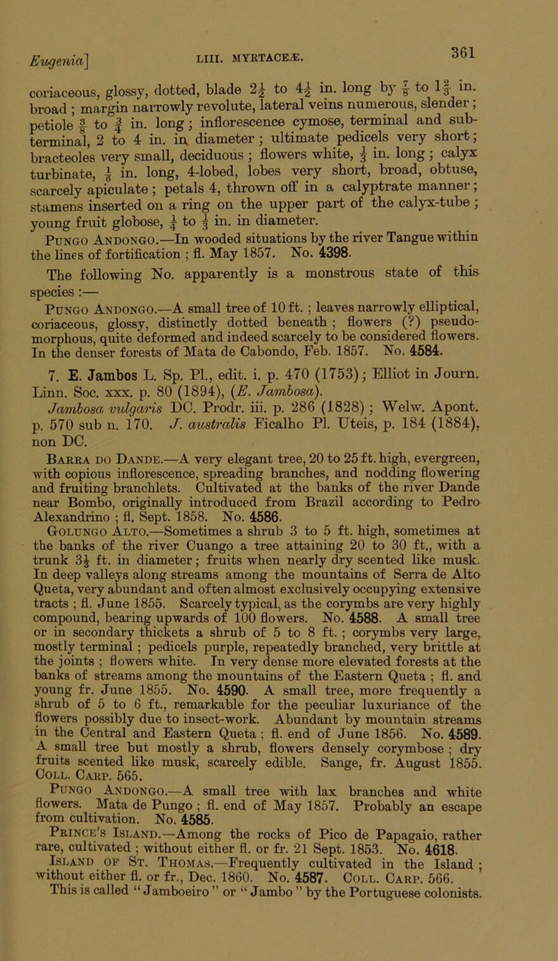 Eitgmia] coriaceous, glossy, dotted, blade 2| to 4| in. long by ^ to If in. broad ; margin narrowly revolute, lateral veins numerous, slender; petiole f to I in. long j inflorescence cymose, terminal and sub- terminal, 2 to 4 in. in. diameter; ultimate pedicels very short; bracteoles very small, deciduous ; flowers white, § in. long j calyx turbinate, ^ in. long, 4-lobed, lobes very short, broad, obtuse, scarcely apiculate ; petals 4, thrown off in a calyptrate manner; stamens inserted on a ring on the upper part of the calyx-tube; young fruit globose, | to ^ in. in diameter. PuNGO Andongo.—In wooded situations by the river Tangue within the lines of fortification ; fl. May 1857. No. 4398- The following No. apparently is a monstrous state of this species:— PuNGO Andongo.—A small tree of 10 ft. ; leaves narrowly elliptical, coriaceous, glossy, distinctly dotted beneath ; flowers (?) pseudo- morphous, quite deformed and indeed scarcely to be considered flowers. In the denser forests of Mata de Oabondo, Feb. 1857. No. 4584. 7. E. Jambos L. Sp. PI., edit. i. p. 470 (1753); Elliot in Jornm. Linn. Soc. xxx. p. 80 (1894), {E. Jambosa). Jamboscc vulgaris DC. Prodr. hi. p. 286 (1828); Welw. Apont. p. 570 sub n. 170. J. australis Ficalho PI. Uteis, p. 184 (1884), non DC. Bakra do Dande.—A very elegant tree, 20 to 25 ft. high, evergreen, with copious inflorescence, spreading branches, and nodding flowering and fruiting branchlets. Cultivated at the banks of the river Dande near Bombo, originally introduced from Brazil according to Pedro Alexandrino ; fl. Sept. 1858. No. 4586- Golungo Alto.—Sometimes a shrub 3 to 5 ft. high, sometimes at the banks of the river Cuango a tree attaining 20 to 30 ft., with a trunk 3^ ft. in diameter; fruits when nearly dry scented like musk. In deep valleys along streams among the mountains of Serra de Alto Queta, very abundant and often almost exclusively occupying extensive tracts ; fl. June 1855. Scarcely typical, as the corymbs are very highly compound, bearing upwards of 100 flowers. No. 4588. A small tree or in secondary thickets a shrub of 5 to 8 ft. ; corymbs very large, mostly terminal; pedicels purple, repeatedly branched, very brittle at the joints ; flowers white. In very dense more elevated forests at the banks of streams among the mountains of the Eastern Queta ; fl. and young fr. June 1855. No. 4590. A small tree, more frequently a shrub of 5 to 6 ft., remarkable for the peculiar luxuriance of the flowers possibly due to insect-work. Abundant by mountain streams in the Central and Eastern Queta ; fl. end of June 1856. No. 4589. A small tree but mostly a shrub, flowers densely corymbose ; dry fruits scented like musk, scarcely edible. Sange, fr. August 1855. Coll. Carp. 565. PuNGo Andongo.—A small tree with lax branches and white flowers. Mata de Pungo ; fl. end of May 1857. Probably an escape from cultivation. No. 4585. Prince’s Island.—Among the rocks of Pico de Papagaio, rather rare, cultivated ; without either fl. or fr. 21 Sept. 1863. No. 4618. Island of St. Thomas.—Frequently cultivated in the Island ; without either fl. or fr., Dec. I860. No. 4587. Coll. Carp. 566. This is called “ Jamboeiro ” or “ Jambo ’’ by the Portuguese colonists.