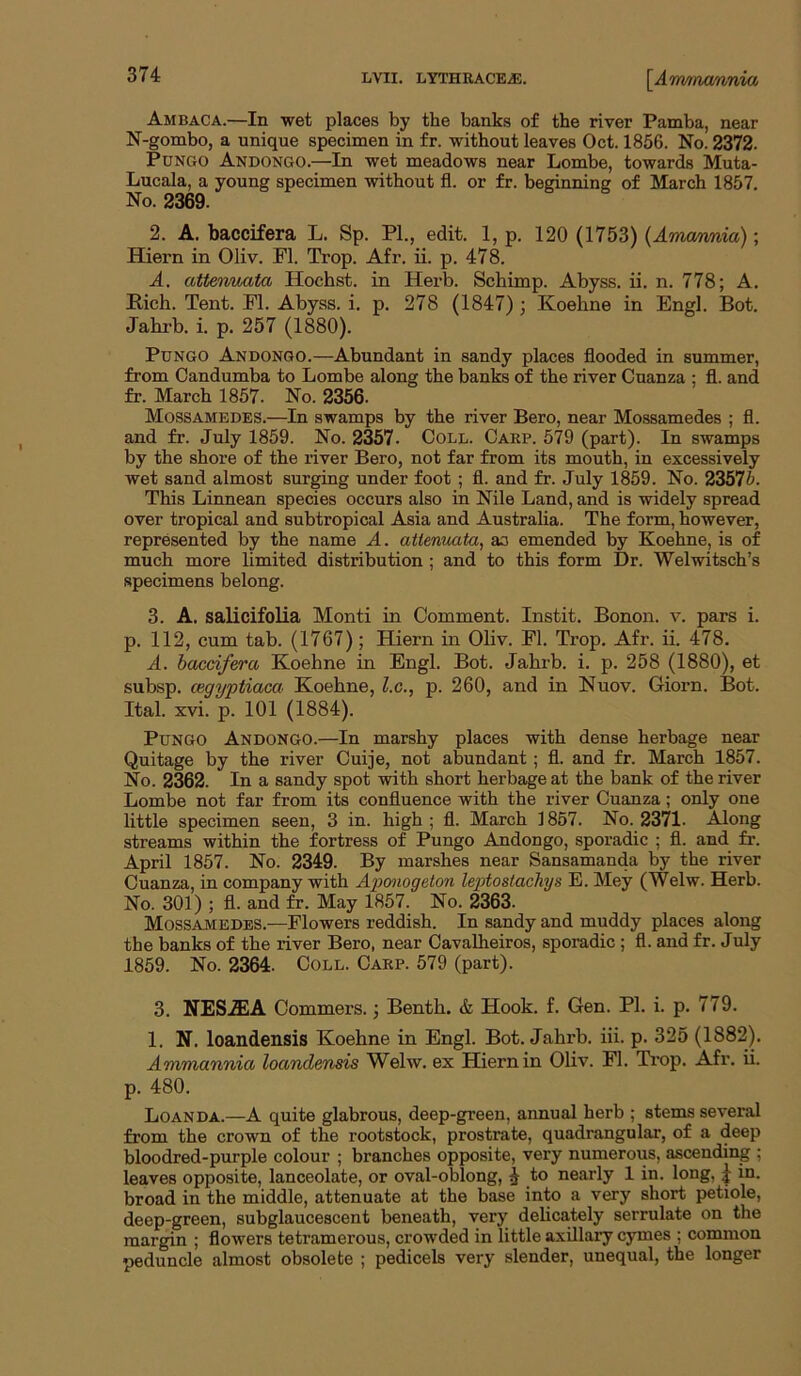 Am BACA.—In wet places by the banks of the river Pamba, near N-gombo, a unique specimen in fr. without leaves Oct. 1856. No. 2372. PuNGO Andongo.—In wet meadows near Lombe, towards Muta- Lucala, a young specimen without fl. or fr. beginning of March 1857. No. 2369. 2. A. baccifera L. Sp. PL, edit. 1, p. 120 (1753) {Ammmia); Hiern in Oliv. PI. Trop. Afr. ii. p. 478. A. attenuata Hochst. in Herb. Schimp. Abyss, ii. n. 778; A. Rich. Tent. Fl. Abyss, i. p. 278 (1847); Koehne in Engl. Bot. Jahrb. i. p. 257 (1880). PcNGO Andongo.—Abundant in sandy places flooded in summer, from Candumba to Lombe along the banks of the river Cuanza ; fl. and fr. March 1857. No. 2356. Mossamedes.—In swamps by the river Bero, near Mossamedes ; fl. and fr. July 1859. No. 2357. Coll. Caep. 579 (part). In swamps by the shore of the river Bero, not far from its mouth, in excessively wet sand almost surging under foot ; fl. and fr. July 1859. No. 2357^. This Linnean species occurs also in Nile Land, and is widely spread over tropical and subtropical Asia and Australia. The form, however, represented by the name A. attenuata, ao emended by Koehne, is of much more limited distribution ; and to this form Dr. Welwitsch’s specimens belong. 3. A. salicifolia Monti in Comment. Instit. Bonon. v. pars i. p. 112, cum tab. (1767); Hiern in Oliv. Fl. Trop. Afr. ii. 478. A. baccifera Koehne in Engl. Bot. Jahrb. i. p. 258 (1880), et subsp. cegyptiaca Koehne, l.c., p. 260, and in Nuov. Giorn. Bot. Ital. xvi. p. 101 (1884). PuNGO Andongo.—In marshy places with dense herbage near Quitage by the river Cuije, not abundant; fl. and fr. March 1857. No. 2362. In a sandy spot with short herbage at the bank of the river Lombe not far from its confluence with the river Cuanza; only one little specimen seen, 3 in. high ; fl. March 1857. No. 2371- Along streams within the fortress of Pungo Andongo, sporadic ; fl. and fr. April 1857. No. 2349. By marshes near Sansamanda by the river Cuanza, in company with Aponogeton leptostachys E. Mey (Welw. Herb. No. 301) ; fl. and fr. May 1857. No. 2363. Mossajviedes.—Flowers reddish. In sandy and muddy places along the banks of the river Bero, near Cavalheiros, sporadic ; fl. and fr. July 1859. No. 2364. Coll. Cakp. 579 (part). 3. NES7F.A Commers.; Benth. & Hook. f. Gen. PI. i. p. 779. 1. N. loandensis Koehne in Engl. Bot. Jahrb. hi. p. 325 (1882). Animannia loandensis Welw. ex Hiern in Oliv. Fl. Trop. Afr. ii. p. 480. Loanda.—A quite glabrous, deep-green, annual herb ; stems several from the crown of the rootstock, prostrate, quadrangular, of a deep bloodred-purple colour ; branches opposite, very numerous, ascending ; leaves opposite, lanceolate, or oval-oblong, J to nearly 1 in. long, ^ in. broad in the middle, attenuate at the base into a very short petiole, deep-green, subglaucescent beneath, very delicately serrulate on the margin ; flowers tetramerous, crowded in little axillary cymes ; common peduncle almost obsolete ; pedicels very slender, unequal, the longer
